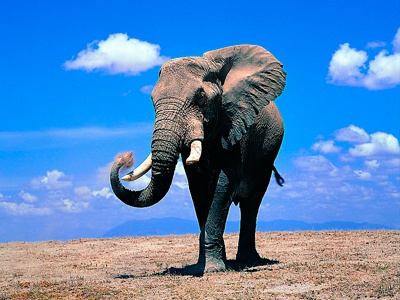 非洲进口Makonde马孔德木雕，非洲大象木雕（多个尺寸），非洲Makonde木雕，非洲马孔德木雕(LWC-077)