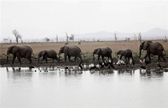 用镜头记录下了这一区域内的野生动物们所面临的严酷生存环580_375