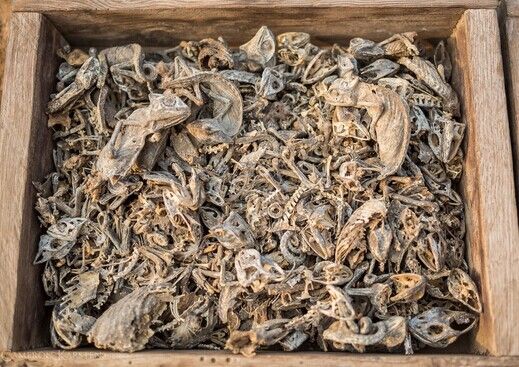 　　非洲巫术，非洲僵尸，这些听着就令人不寒而栗的东西，想必少有人耳闻，今天Amanbo聚焦非洲跨境电商平台就带大家一起去看看非洲巫术市场——多哥。  　　非洲，有着著名的旅游景点和历史名胜，还拥有相当数量的奇异特点，其中一个是在多哥的首都洛美的akodessewa市场被公认为是世界上最大的迷信(巫术)市场，任何巫术医生可以在这里的一站式购物中找到合适的商品。  　　    　　当接近市场时，似乎只有一个尘土飞扬的废弃的机械车间，然而当你走进时，看到各种动物的头，成堆的皮，尾巴和各种动物的四肢，你意识到你已经到达了akodessewa迷信市场。  　　    　　这种奇怪的东西可能会是马老猴头骨或蛇的皮，大猩猩的头和心脏。这显然不是开商店，而他们是传统医学，甚至最有男子气概的冒险者也不寒而栗。  　　然而巫术不过是一个戏剧化的流行文化 。这就是所谓的巫毒娃娃或小僵尸。这种加勒比黑人宗教起源于海地，但信徒辐射在牙买加，多米尼加共和国，巴西，和世界其他地区。巫术可以追溯到许多西非国家包括尼日利亚和加纳奴隶制的时间。尽管全球化的发展速度很快，但是还有很多热心的信徒在这些地方吸取疗愈者的力量和唤起精神和治愈各种各样的疾病的能力。  　　    　　肢解或者泡药酒，擦在皮肤上或着吞食这些动物部分是基本的一种治疗形式。那些不能生育的夫妇，球员们想增强体质，甚至是满足人们渴望额外的财富，这些都可以在世界上最大的巫术市场找到相对应的解决方案。很多古怪的旅行者前往多哥去寻找可以创业途径。  　　对于古怪的人来说这里是一个机会，可以了解到各种草药、巫术和它们的用途。在这里经商的商人相信，每个人在这个市场都可以找到想要的东西。  　　文章来自：网络