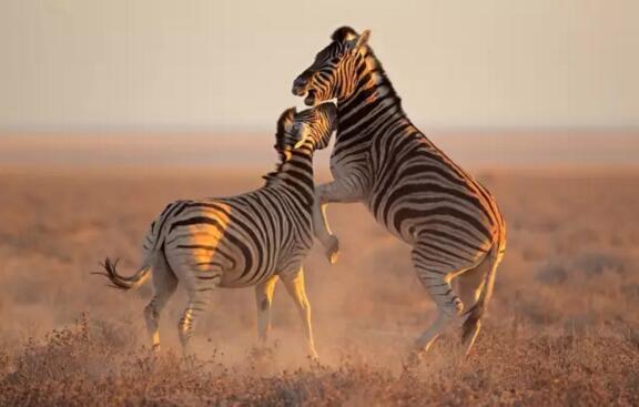 非洲人为什么不骑着斑马去打仗?