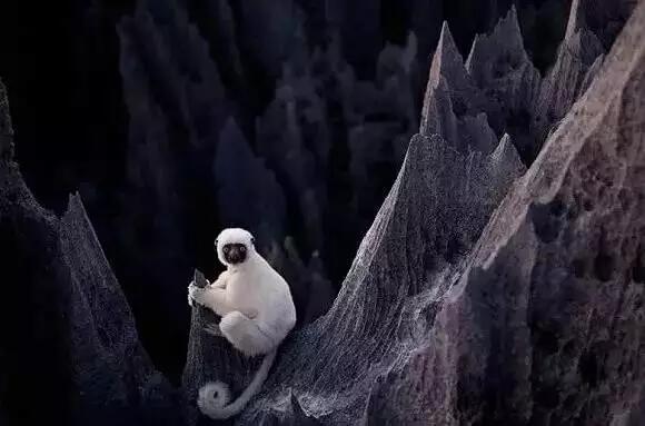 　　马达加斯加位于非洲的东南角，几千万年前，一场大地震将马达加斯加与非洲大陆分开，从此这里就成了“非洲大陆的孤儿”。  　　说起马达加斯加，大多数人脑海中除了冒出那几只神经兮兮的企鹅，估计就是下面这首洗脑力MAX的神曲了。  　　然而，马达加斯加其实根本没有企鹅!就气候来说，马达加斯加不是热带雨林就是热带草原，企鹅来这里没几天估计就要热到中暑了。不过，虽然马达加斯加没有企鹅，但却有以狐猴为代表的，马达加斯加独产的生物。这座与世隔绝的岛屿，如今已成为动物们自由生活的伊甸园。  　　▼  　　寻找成精的狐猴  　　    　　来马达加斯加旅行，大多数人首要的目标都是看狐猴。不过，小布得给大家科普一下：狐猴有很多种，我们常说的狐猴，只是其中的一种，名为环尾狐猴。  　　    　　每天早上，环尾狐猴们都要登上山顶，面朝东方晒太阳。作为一个中国人，小布刚见到狐猴们晒太阳的样子时，只想起了一句话：  　　集天地之灵气，采日月之精华  　　修炼金丹， 羽化登仙  　　▼是不是真的很像在打坐修炼……  　　    　　▼狐猴还非常通人性，有时会主动要求人帮它挠痒痒。看它那享受的样子！  　　    　　除了环尾狐猴，马达加斯加还有其他十余种狐猴。虽然大家同属于狐猴科，但是长相什么的都很不一样。不过，这些狐猴倒是有一个共同点：萌。  　　    　　非洲的“大熊猫”熊猫狐猴  　　    　　最小的灵长类动物鼠狐猴  　　    　　以竹子为生的金竹狐猴  　　它们吃的竹子都有剧毒，但它们却安然无恙  　　    　　爱打太极的跳舞狐猴，唯一一种用两条腿走路的狐猴  　　总感觉是跟马云爸爸学的……  　　狐猴在马达加斯加的分布范围较广，想看不同的狐猴要去不同的地方，比如说蝴蝶谷有跳舞狐猴，熊猫狐猴只在安达西贝特有，金竹狐猴则只在拉努马法纳分布。想要看到较多的狐猴，可以去穆龙达瓦;狐猴岛的狐猴则都是人工圈养的，可以和人类亲密接触。所以，在看狐猴之前，一定要先做好功课哦!  　　    　　▼  　　猴面包树  　　    　　说到马达加斯加，就不得不提猴面包树。全世界一共有8种猴面包树，马达加斯加有其中7种，而这7种中又有6种都是马达加斯加独有的。马达加斯加是当之无愧的猴面包树之乡。  　　    　　猴面包树是非洲人的乡愁，也是非洲人的给养。尤其是沙漠中的旅人，看到面包树比看到自己亲妈还要感动。  　　    　　干渴的旅人遇到猴面包树时，会切开树的表皮，从它的树干中接水。猴面包树的果实则是现成的食物，摘下来就能吃，不过味道比较酸，本地人习惯放进火里烤一烤再吃。  　　    　　马达加斯加的猴面包树，主要集中在穆龙达瓦市。这里有一条遍布面包树的路，被称为猴面包树大道。来穆龙达瓦看完狐猴的人，都要来猴面包树大道转悠转悠，欣赏太阳落在猴面包树下的样子。  　　    　　猴面包树大道于游客是景点，于当地人则是日常生活的一部分。赶着牛车的大叔，顶着篮子的妇女，拿着变色龙的小孩，他们优哉游哉地从猴面包树大道上走过，一年又一年。  　　     　　    　　穆龙达瓦的人就算生活再贫困，也总是不急不躁的，好像从不需要为生存问题而担忧。在非洲，人们常说：十颗面包树，可以养你一辈子。在猴面包树的故乡，过日子有什么好操心的呢?  　　有了猴面包树，这里就是衣食无忧的伊甸园。  　　    　　▼  　　Tsingy de Bemaraha国家公园  　　    　　你上过刀山吗?如果你想试一下，你可以来Tsingy de Bemaraha国家公园。在Tsingy国家公园，处处都是如刀锋般的石林。当地人将其称之为“青夷”，即“不能光脚穿过的地方”。  　　    　　开玩笑!这种地方别说是光着脚了，就算是穿着登山鞋也不一定能穿越好吗?!  　　    　　千万年之前，这里曾是海底，地壳运动使这里露出了海面，再经过雨水千千万万年地侵蚀，最终形成了这样刀劈斧砍般的地貌。这就是时间的力量。  　　    　　人类在这里行走都困难，动物们却将这里视为世外桃源。在这片石林中，生活着许许多多特有的物种，即使在马达加斯加的其他地方，也难以发现它们的身影。生物学家将这里视为科研胜地，经常会探索这片石林，从中寻找以前从未发现过的动植物。  　　▼这里最常见的就是这种黑脸白毛的狐猴  　　    　　富有挑战精神的你，若是来到马达加斯加，又怎能错过这座世界上最大的“迷宫”呢?  　　    　　▼  　　圣玛丽岛  　　    　　马达加斯加的陆上是狐猴们的天下，海里是座头鲸的乐园。  　　每年7-9月，鲸鱼们会由南至北洄游至马达加斯加附近的海域，进行交配和分娩。处于发情期的鲸鱼是一年中最活跃的，常常会跃出海面。其中，最引人注目的就是体型庞大的座头鲸。  　　    　　去马达加斯加看鲸鱼，一定要去圣玛丽岛。从马达加斯加东部最大城市塔马塔夫出发，坐船大概两个小时就能到圣玛丽岛。休息一下，吃个午餐，出海观鲸。当鲸鱼溅起的水花顺着海风飘到脸上的时候，你会为这种生物磅礴的生命力而震惊的！  　　    　　看完座头鲸，小布推荐你一定要在圣玛丽岛上休息一晚。圣玛丽岛是一座游客极少踏足的小岛，天、地、人、海，都清澈干净。带了相机的话，你可以随心所欲拍下眼前的一切。  　　    　　    　　大航海时代，圣玛丽岛曾是海盗们的乐园。大航海时代过去后，海盗们虽然早已无处可寻，但海里还能看到海盗们留下的遗迹。在圣玛丽岛潜水，除了可以与海底的鱼类近距离接触，还可以探访这些遗迹，看看水下的海盗船。  　　在这里潜水，不知道会不会看到《加勒比海盗》中的幽灵船呢？  　　    　　马达加斯加就是这样一个地方。它是动物的乐园，是遗失的伊甸，是非洲大陆的孤儿，是从未见过的新世界。因为没有外界的竞争，这里的人也好，动物也好，都天生自带着那种优哉游哉的气息。在雾霾中喘息的都市人，有多久没有享受过这样悠哉的生活了？  　　这里没有企鹅，却有许许多多你从未发现的美好。  　　文章来自：波布非洲