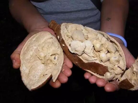 　　马达加斯加位于非洲的东南角，几千万年前，一场大地震将马达加斯加与非洲大陆分开，从此这里就成了“非洲大陆的孤儿”。  　　说起马达加斯加，大多数人脑海中除了冒出那几只神经兮兮的企鹅，估计就是下面这首洗脑力MAX的神曲了。  　　然而，马达加斯加其实根本没有企鹅!就气候来说，马达加斯加不是热带雨林就是热带草原，企鹅来这里没几天估计就要热到中暑了。不过，虽然马达加斯加没有企鹅，但却有以狐猴为代表的，马达加斯加独产的生物。这座与世隔绝的岛屿，如今已成为动物们自由生活的伊甸园。  　　▼  　　寻找成精的狐猴  　　    　　来马达加斯加旅行，大多数人首要的目标都是看狐猴。不过，小布得给大家科普一下：狐猴有很多种，我们常说的狐猴，只是其中的一种，名为环尾狐猴。  　　    　　每天早上，环尾狐猴们都要登上山顶，面朝东方晒太阳。作为一个中国人，小布刚见到狐猴们晒太阳的样子时，只想起了一句话：  　　集天地之灵气，采日月之精华  　　修炼金丹， 羽化登仙  　　▼是不是真的很像在打坐修炼……  　　    　　▼狐猴还非常通人性，有时会主动要求人帮它挠痒痒。看它那享受的样子！  　　    　　除了环尾狐猴，马达加斯加还有其他十余种狐猴。虽然大家同属于狐猴科，但是长相什么的都很不一样。不过，这些狐猴倒是有一个共同点：萌。  　　    　　非洲的“大熊猫”熊猫狐猴  　　    　　最小的灵长类动物鼠狐猴  　　    　　以竹子为生的金竹狐猴  　　它们吃的竹子都有剧毒，但它们却安然无恙  　　    　　爱打太极的跳舞狐猴，唯一一种用两条腿走路的狐猴  　　总感觉是跟马云爸爸学的……  　　狐猴在马达加斯加的分布范围较广，想看不同的狐猴要去不同的地方，比如说蝴蝶谷有跳舞狐猴，熊猫狐猴只在安达西贝特有，金竹狐猴则只在拉努马法纳分布。想要看到较多的狐猴，可以去穆龙达瓦;狐猴岛的狐猴则都是人工圈养的，可以和人类亲密接触。所以，在看狐猴之前，一定要先做好功课哦!  　　    　　▼  　　猴面包树  　　    　　说到马达加斯加，就不得不提猴面包树。全世界一共有8种猴面包树，马达加斯加有其中7种，而这7种中又有6种都是马达加斯加独有的。马达加斯加是当之无愧的猴面包树之乡。  　　    　　猴面包树是非洲人的乡愁，也是非洲人的给养。尤其是沙漠中的旅人，看到面包树比看到自己亲妈还要感动。  　　    　　干渴的旅人遇到猴面包树时，会切开树的表皮，从它的树干中接水。猴面包树的果实则是现成的食物，摘下来就能吃，不过味道比较酸，本地人习惯放进火里烤一烤再吃。  　　    　　马达加斯加的猴面包树，主要集中在穆龙达瓦市。这里有一条遍布面包树的路，被称为猴面包树大道。来穆龙达瓦看完狐猴的人，都要来猴面包树大道转悠转悠，欣赏太阳落在猴面包树下的样子。  　　    　　猴面包树大道于游客是景点，于当地人则是日常生活的一部分。赶着牛车的大叔，顶着篮子的妇女，拿着变色龙的小孩，他们优哉游哉地从猴面包树大道上走过，一年又一年。  　　     　　    　　穆龙达瓦的人就算生活再贫困，也总是不急不躁的，好像从不需要为生存问题而担忧。在非洲，人们常说：十颗面包树，可以养你一辈子。在猴面包树的故乡，过日子有什么好操心的呢?  　　有了猴面包树，这里就是衣食无忧的伊甸园。  　　    　　▼  　　Tsingy de Bemaraha国家公园  　　    　　你上过刀山吗?如果你想试一下，你可以来Tsingy de Bemaraha国家公园。在Tsingy国家公园，处处都是如刀锋般的石林。当地人将其称之为“青夷”，即“不能光脚穿过的地方”。  　　    　　开玩笑!这种地方别说是光着脚了，就算是穿着登山鞋也不一定能穿越好吗?!  　　    　　千万年之前，这里曾是海底，地壳运动使这里露出了海面，再经过雨水千千万万年地侵蚀，最终形成了这样刀劈斧砍般的地貌。这就是时间的力量。  　　    　　人类在这里行走都困难，动物们却将这里视为世外桃源。在这片石林中，生活着许许多多特有的物种，即使在马达加斯加的其他地方，也难以发现它们的身影。生物学家将这里视为科研胜地，经常会探索这片石林，从中寻找以前从未发现过的动植物。  　　▼这里最常见的就是这种黑脸白毛的狐猴  　　    　　富有挑战精神的你，若是来到马达加斯加，又怎能错过这座世界上最大的“迷宫”呢?  　　    　　▼  　　圣玛丽岛  　　    　　马达加斯加的陆上是狐猴们的天下，海里是座头鲸的乐园。  　　每年7-9月，鲸鱼们会由南至北洄游至马达加斯加附近的海域，进行交配和分娩。处于发情期的鲸鱼是一年中最活跃的，常常会跃出海面。其中，最引人注目的就是体型庞大的座头鲸。  　　    　　去马达加斯加看鲸鱼，一定要去圣玛丽岛。从马达加斯加东部最大城市塔马塔夫出发，坐船大概两个小时就能到圣玛丽岛。休息一下，吃个午餐，出海观鲸。当鲸鱼溅起的水花顺着海风飘到脸上的时候，你会为这种生物磅礴的生命力而震惊的！  　　    　　看完座头鲸，小布推荐你一定要在圣玛丽岛上休息一晚。圣玛丽岛是一座游客极少踏足的小岛，天、地、人、海，都清澈干净。带了相机的话，你可以随心所欲拍下眼前的一切。  　　    　　    　　大航海时代，圣玛丽岛曾是海盗们的乐园。大航海时代过去后，海盗们虽然早已无处可寻，但海里还能看到海盗们留下的遗迹。在圣玛丽岛潜水，除了可以与海底的鱼类近距离接触，还可以探访这些遗迹，看看水下的海盗船。  　　在这里潜水，不知道会不会看到《加勒比海盗》中的幽灵船呢？  　　    　　马达加斯加就是这样一个地方。它是动物的乐园，是遗失的伊甸，是非洲大陆的孤儿，是从未见过的新世界。因为没有外界的竞争，这里的人也好，动物也好，都天生自带着那种优哉游哉的气息。在雾霾中喘息的都市人，有多久没有享受过这样悠哉的生活了？  　　这里没有企鹅，却有许许多多你从未发现的美好。  　　文章来自：波布非洲