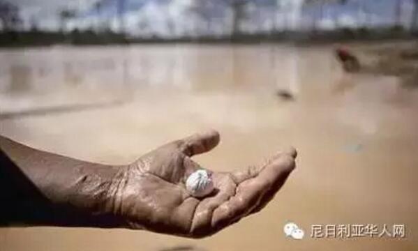 　　这里分布着大大小小的矿区，人们为了发财梦都加入到淘金队伍中。  　　非洲的南非、加纳、喀麦隆等国家，是富产黄金的地区。  　　    　　他们每天早出晚归，把所有时间奉献给了这一伟大事业。他们有的同村合伙开矿，有的全家出动。  　　    　　即便是妇女照样上场淘金。  　　    　　小孩在挖过矿的坑里玩水。  　　    　　其实，黄金并不好找。这是经过千辛万苦淘出的一块含有其它重金属和杂质的金块。  　　    　　有时候几吨矿土才找到几克黄金。  　　    　　找出来的金矿还要经过提炼，去掉杂质。  　　    　　他们无论是在低洼地还是山地，只要发现有金矿就不放过，拼尽全力开采。  　　文章来自：尼日利亚华人网