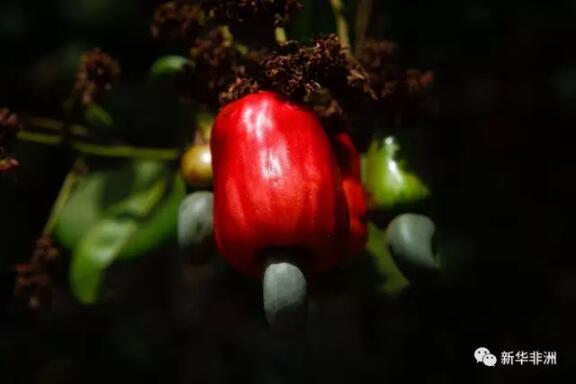 　　“几内亚拥有600多万公顷的可耕种土地，但目前耕地开发不足20%，未来应着力在内陆地区发展腰果种植业。”几内亚总统阿尔法·孔戴在2017年的新年致辞中如是说。  　　    　　(资料)树上结着的腰果。新华社/EPA欧新  　　几政府规划新的一年着重发展腰果种植业，设立“腰果种植达30万公顷”的战略目标，“推动国家在该农业经济作物领域占据一席之地，并与西非次区域内龙头国家科特迪瓦互争雄长”。  　　几农业部长雅克利娜·苏丹当地时间1月3日表示，几政府规划重点发展腰果种植业，目标到2020年腰果树种植面积达100万公顷，目前短期目标是今年内达到30万公顷。  　　据苏丹介绍，腰果种植于上世纪40年代末引入几内亚，但商业种植起步于1990年以后，而且很长一段时间发展水平较低。另外，因为经济、科技条件受限，国家缺失对这一经济作物的相关统计数据。根据几内亚农学研究院2013年的调查结果，几内亚腰果年平均产量低于1万吨。而如今，几政府规划在未来几年使这一数字翻6倍。  　　    　　(资料)农民挑选腰果。新华社/EPA欧新  　　为统筹管理农民发展腰果种植业和改善经济作物产量，几政府设立了国家农业咨询和农村发展局。2016年夏季，政府决定划分40万公顷的铝土矿开采用地用于种植腰果。截至去年秋季，国家农业咨询和农村发展局向全国范围内17个特区发放了500吨腰果种子，种植面积已超过15万公顷。  　　去年9月，非洲腰果联盟决定同几政府合作，对几发展和推广该种经济作物提供技术支持。  　　国家农业咨询和农村发展局局长阿里·孔戴分析，发展腰果种植不仅是增加农业多样性，同时也可增加国家财政收入。“与铝矿每吨39美元的价格相比，腰果的单位价格高达1500美元，有助于国家增收。”  　　    　　(资料)在几内亚比绍的比绍，农民收获腰果。新华社/EPA欧新  　　在非洲地区，几内亚比绍受到国内较差的政治状况影响，腰果行业发展速度明显下滑，几政府致力于在腰果行业与邻国科特迪瓦互争雄长。苏丹坦言，与科相比，几内亚还有较大差距;但目前突尼斯、土耳其和沙特阿拉伯等国对几腰果出口需求活跃。  　　据悉，科特迪瓦作为非洲最大腰果种植国家，2009年种植面积达75万公顷，2015年科全年腰果产量超过70万吨。  　　文章来自：新华非洲