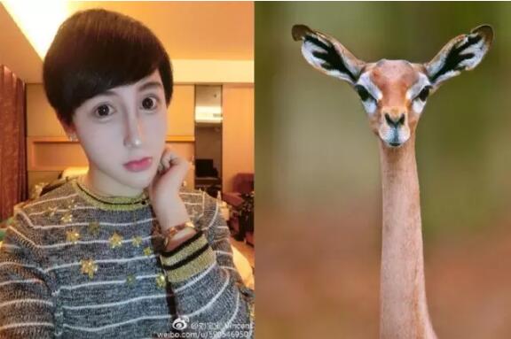 　　一提起非洲的动物，大家首先想到的无非这几种：狮子、猎豹、大象、长颈鹿……  　　印象中，非洲的动物们好像个个都是五大三粗的彪形大汉，成天为了得到食物，为了不变成食物，开展一场又一场你死我活的竞赛。  　　但大草原有的时候也没有想象中那么可怕。其实在这帮糙汉子中间，还隐藏着不少又蠢又萌的生物。有的时候，真要怀疑，这帮看起来只会卖萌的家伙，到底是怎样在残酷的非洲大陆存活下来的……  　　▼  　　耳 廓 狐  　　    　　还记得《疯狂动物城》中，那只经常伪装成小孩子出去行骗的小狐狸芬尼克吗?它的原型就是世界上体型最小的狐狸——耳廓狐。  　　    　　耳廓狐体型娇小，和小猫差不多大，却有双比脸还长的大耳朵。娇小的它们，正是靠着这双大耳朵，得以抵抗北非沙漠灼人的阳光，及时发现各种逼近的危险。  　　    　　    　　耳廓狐性格温顺，在驯养之后很容易就能听懂人的话，这使得它们惨遭捕捉，被关在笼子里当成宠物卖出或是驯养成了表演动物，用以吸引游客。  　　    　　想要看到真正有意思的耳廓狐，还是去北非的沙漠里去寻找它。那里才是它们生活的天堂，而不是笼子里。  　　    　　▼  　　环 尾 狐 猴  　　    　　环尾狐猴这种动物，天生自带神经病气质。 它那自带的黑眼圈，瞪得溜圆的眼睛，总让人感觉它是刚睡醒还带着起床气呢。  　　    　　    　　每天太阳升起的时候，环尾狐猴还会面向太阳，盘腿打坐，一副得道成仙的样子，别提有多逍遥自在了。  　　    　　    　　在地上，环尾护卫又换了副模样。它们走的时候总是喜欢把屁股撅着，尾巴直直的指向天空，如同一根根竖起的天线杆子。有时真让人忍不住怀疑，它们是不是正在打电话，而那根尾巴就是它们的天线呢~  　　    　　▼  　　非 洲 迷 你 刺 猬  　　    　　跟国内常见的刺猬不一样，非洲迷你刺猬个头非常小。平时一遇到危险，非洲迷你刺猬就会缩成小球球，躲在自己的尖刺下。  　　    　　非洲迷你小刺猬这两年传入国内之后，成为了很多女孩子喜欢的家养小宠物。小刺猬吃的少，跑得慢，饲养起来难度低，也没有国产刺猬的臭味，所以受到了大家的热捧。  　　    　　    　　没事把它捧在手里，给它挠挠小肚子，小刺猬就会露出各种搞怪的表情。再加上那一张白皙俊俏的小脸，能够俘获众多女孩子的芳心，想来也是很正常的事啦~  　　    　　▼  　　北非肥尾沙鼠  　　    　　北非肥尾沙鼠又名通心粉沙鼠，别看它胖乎乎很呆萌的样子，它其实和耳廓狐一样，都是能在北非大沙漠里生活的动物哦~  　　    　　为了适应高温缺水的环境，北非肥尾沙鼠进化出了能大能小的尾巴。当生活条件比较好的时候，它们会把多余的水分和养分集中在尾巴上，搞的尾巴看起来就像条肥嘟嘟的通心粉一样，这就是“通心粉沙鼠”这个称号的由来。  　　    　　    　　现在在国内，也有不少人饲养这种可爱的小萌物。肥尾沙鼠平时很懒，吃饱了就是睡，放在人的手上也很少会挣扎，很容易跟主人亲近，所以颇受欢迎。想要饲养肥尾沙鼠的，可以在贴吧之类的地方找一找，没准就能领养一只小萌物回家哦~  　　    　　▼  　　蹄 兔  　　    　　要是不跟你说，你敢想象，这样肉嘟嘟的小家伙，竟然和大象、海牛是表兄弟关系?  　　    　　大自然真是有够奇妙的。几百万年前，蹄兔、大象和海牛都是同一个祖先，后来随着环境变化，三兄弟分道扬镳，一个去了海里，一个变成了陆上最大生物，另一个则变成了小巧玲珑的蹄兔……  　　    　　虽然名字里带兔，但蹄兔可不是兔子哦。蹄兔主要生活在山区，人家会攀岩、会爬树，比兔子可厉害多了。小家伙虽然长得可爱，但绝对不适合当宠物，因为它跟黄鼠狼一样，遇到危险会放臭屁……敢饲养它的，都是壮士!  　　    　　▼  　　狐 獴  　　    　　在南部非洲干燥的卡拉哈里沙漠中，生活着一种体型娇小的群居性生物：狐獴。  　　    　　当你在卡拉哈里干旱的草原上游玩的时候，时常能见到这种可爱的小动物。它们总是立起身子，站在自己的巢穴附近放哨;一旦有风吹草动，它们就会立即钻进洞里，从而躲避危险。  　　    　　狐獴外表看起来萌萌哒，但它们的食谱很广，很经常会捕食沙漠中的毒蛇、蝎子。所以，轻易可不要惹它们哦，不过，要是人家找上门来卖萌就另算了~  　　    　　▼  　　长颈羚  　　    　　在非洲的大草原上，有一种天生网红脸的生物：它们有着神奇的长脖子，大眼睛，锥子脸。从面相上来看，应该和下面这位网红是一个整形医生整出来的……  　　    　　这家伙和长颈鹿一样，有着逆天的长脖子。不过，因为它的个头没有长颈鹿那么高，所以每次看它吃东西时的样子，总觉得格外的费劲。不过身材可是意外的好哦~  　　    　　这样的长腿忧郁美男子，看到它，有没有觉得有点萌呢~  　　文章来自：波布非洲