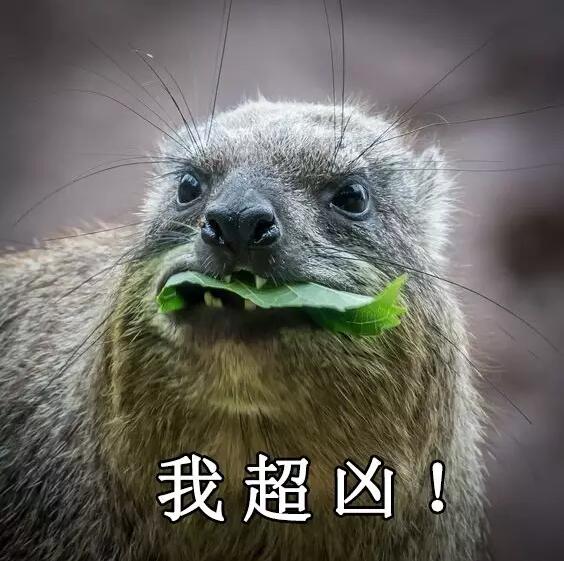　　一提起非洲的动物，大家首先想到的无非这几种：狮子、猎豹、大象、长颈鹿……  　　印象中，非洲的动物们好像个个都是五大三粗的彪形大汉，成天为了得到食物，为了不变成食物，开展一场又一场你死我活的竞赛。  　　但大草原有的时候也没有想象中那么可怕。其实在这帮糙汉子中间，还隐藏着不少又蠢又萌的生物。有的时候，真要怀疑，这帮看起来只会卖萌的家伙，到底是怎样在残酷的非洲大陆存活下来的……  　　▼  　　耳 廓 狐  　　    　　还记得《疯狂动物城》中，那只经常伪装成小孩子出去行骗的小狐狸芬尼克吗?它的原型就是世界上体型最小的狐狸——耳廓狐。  　　    　　耳廓狐体型娇小，和小猫差不多大，却有双比脸还长的大耳朵。娇小的它们，正是靠着这双大耳朵，得以抵抗北非沙漠灼人的阳光，及时发现各种逼近的危险。  　　    　　    　　耳廓狐性格温顺，在驯养之后很容易就能听懂人的话，这使得它们惨遭捕捉，被关在笼子里当成宠物卖出或是驯养成了表演动物，用以吸引游客。  　　    　　想要看到真正有意思的耳廓狐，还是去北非的沙漠里去寻找它。那里才是它们生活的天堂，而不是笼子里。  　　    　　▼  　　环 尾 狐 猴  　　    　　环尾狐猴这种动物，天生自带神经病气质。 它那自带的黑眼圈，瞪得溜圆的眼睛，总让人感觉它是刚睡醒还带着起床气呢。  　　    　　    　　每天太阳升起的时候，环尾狐猴还会面向太阳，盘腿打坐，一副得道成仙的样子，别提有多逍遥自在了。  　　    　　    　　在地上，环尾护卫又换了副模样。它们走的时候总是喜欢把屁股撅着，尾巴直直的指向天空，如同一根根竖起的天线杆子。有时真让人忍不住怀疑，它们是不是正在打电话，而那根尾巴就是它们的天线呢~  　　    　　▼  　　非 洲 迷 你 刺 猬  　　    　　跟国内常见的刺猬不一样，非洲迷你刺猬个头非常小。平时一遇到危险，非洲迷你刺猬就会缩成小球球，躲在自己的尖刺下。  　　    　　非洲迷你小刺猬这两年传入国内之后，成为了很多女孩子喜欢的家养小宠物。小刺猬吃的少，跑得慢，饲养起来难度低，也没有国产刺猬的臭味，所以受到了大家的热捧。  　　    　　    　　没事把它捧在手里，给它挠挠小肚子，小刺猬就会露出各种搞怪的表情。再加上那一张白皙俊俏的小脸，能够俘获众多女孩子的芳心，想来也是很正常的事啦~  　　    　　▼  　　北非肥尾沙鼠  　　    　　北非肥尾沙鼠又名通心粉沙鼠，别看它胖乎乎很呆萌的样子，它其实和耳廓狐一样，都是能在北非大沙漠里生活的动物哦~  　　    　　为了适应高温缺水的环境，北非肥尾沙鼠进化出了能大能小的尾巴。当生活条件比较好的时候，它们会把多余的水分和养分集中在尾巴上，搞的尾巴看起来就像条肥嘟嘟的通心粉一样，这就是“通心粉沙鼠”这个称号的由来。  　　    　　    　　现在在国内，也有不少人饲养这种可爱的小萌物。肥尾沙鼠平时很懒，吃饱了就是睡，放在人的手上也很少会挣扎，很容易跟主人亲近，所以颇受欢迎。想要饲养肥尾沙鼠的，可以在贴吧之类的地方找一找，没准就能领养一只小萌物回家哦~  　　    　　▼  　　蹄 兔  　　    　　要是不跟你说，你敢想象，这样肉嘟嘟的小家伙，竟然和大象、海牛是表兄弟关系?  　　    　　大自然真是有够奇妙的。几百万年前，蹄兔、大象和海牛都是同一个祖先，后来随着环境变化，三兄弟分道扬镳，一个去了海里，一个变成了陆上最大生物，另一个则变成了小巧玲珑的蹄兔……  　　    　　虽然名字里带兔，但蹄兔可不是兔子哦。蹄兔主要生活在山区，人家会攀岩、会爬树，比兔子可厉害多了。小家伙虽然长得可爱，但绝对不适合当宠物，因为它跟黄鼠狼一样，遇到危险会放臭屁……敢饲养它的，都是壮士!  　　    　　▼  　　狐 獴  　　    　　在南部非洲干燥的卡拉哈里沙漠中，生活着一种体型娇小的群居性生物：狐獴。  　　    　　当你在卡拉哈里干旱的草原上游玩的时候，时常能见到这种可爱的小动物。它们总是立起身子，站在自己的巢穴附近放哨;一旦有风吹草动，它们就会立即钻进洞里，从而躲避危险。  　　    　　狐獴外表看起来萌萌哒，但它们的食谱很广，很经常会捕食沙漠中的毒蛇、蝎子。所以，轻易可不要惹它们哦，不过，要是人家找上门来卖萌就另算了~  　　    　　▼  　　长颈羚  　　    　　在非洲的大草原上，有一种天生网红脸的生物：它们有着神奇的长脖子，大眼睛，锥子脸。从面相上来看，应该和下面这位网红是一个整形医生整出来的……  　　    　　这家伙和长颈鹿一样，有着逆天的长脖子。不过，因为它的个头没有长颈鹿那么高，所以每次看它吃东西时的样子，总觉得格外的费劲。不过身材可是意外的好哦~  　　    　　这样的长腿忧郁美男子，看到它，有没有觉得有点萌呢~  　　文章来自：波布非洲