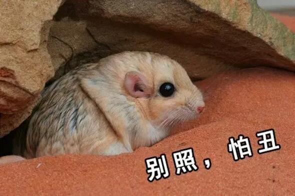 　　一提起非洲的动物，大家首先想到的无非这几种：狮子、猎豹、大象、长颈鹿……  　　印象中，非洲的动物们好像个个都是五大三粗的彪形大汉，成天为了得到食物，为了不变成食物，开展一场又一场你死我活的竞赛。  　　但大草原有的时候也没有想象中那么可怕。其实在这帮糙汉子中间，还隐藏着不少又蠢又萌的生物。有的时候，真要怀疑，这帮看起来只会卖萌的家伙，到底是怎样在残酷的非洲大陆存活下来的……  　　▼  　　耳 廓 狐  　　    　　还记得《疯狂动物城》中，那只经常伪装成小孩子出去行骗的小狐狸芬尼克吗?它的原型就是世界上体型最小的狐狸——耳廓狐。  　　    　　耳廓狐体型娇小，和小猫差不多大，却有双比脸还长的大耳朵。娇小的它们，正是靠着这双大耳朵，得以抵抗北非沙漠灼人的阳光，及时发现各种逼近的危险。  　　    　　    　　耳廓狐性格温顺，在驯养之后很容易就能听懂人的话，这使得它们惨遭捕捉，被关在笼子里当成宠物卖出或是驯养成了表演动物，用以吸引游客。  　　    　　想要看到真正有意思的耳廓狐，还是去北非的沙漠里去寻找它。那里才是它们生活的天堂，而不是笼子里。  　　    　　▼  　　环 尾 狐 猴  　　    　　环尾狐猴这种动物，天生自带神经病气质。 它那自带的黑眼圈，瞪得溜圆的眼睛，总让人感觉它是刚睡醒还带着起床气呢。  　　    　　    　　每天太阳升起的时候，环尾狐猴还会面向太阳，盘腿打坐，一副得道成仙的样子，别提有多逍遥自在了。  　　    　　    　　在地上，环尾护卫又换了副模样。它们走的时候总是喜欢把屁股撅着，尾巴直直的指向天空，如同一根根竖起的天线杆子。有时真让人忍不住怀疑，它们是不是正在打电话，而那根尾巴就是它们的天线呢~  　　    　　▼  　　非 洲 迷 你 刺 猬  　　    　　跟国内常见的刺猬不一样，非洲迷你刺猬个头非常小。平时一遇到危险，非洲迷你刺猬就会缩成小球球，躲在自己的尖刺下。  　　    　　非洲迷你小刺猬这两年传入国内之后，成为了很多女孩子喜欢的家养小宠物。小刺猬吃的少，跑得慢，饲养起来难度低，也没有国产刺猬的臭味，所以受到了大家的热捧。  　　    　　    　　没事把它捧在手里，给它挠挠小肚子，小刺猬就会露出各种搞怪的表情。再加上那一张白皙俊俏的小脸，能够俘获众多女孩子的芳心，想来也是很正常的事啦~  　　    　　▼  　　北非肥尾沙鼠  　　    　　北非肥尾沙鼠又名通心粉沙鼠，别看它胖乎乎很呆萌的样子，它其实和耳廓狐一样，都是能在北非大沙漠里生活的动物哦~  　　    　　为了适应高温缺水的环境，北非肥尾沙鼠进化出了能大能小的尾巴。当生活条件比较好的时候，它们会把多余的水分和养分集中在尾巴上，搞的尾巴看起来就像条肥嘟嘟的通心粉一样，这就是“通心粉沙鼠”这个称号的由来。  　　    　　    　　现在在国内，也有不少人饲养这种可爱的小萌物。肥尾沙鼠平时很懒，吃饱了就是睡，放在人的手上也很少会挣扎，很容易跟主人亲近，所以颇受欢迎。想要饲养肥尾沙鼠的，可以在贴吧之类的地方找一找，没准就能领养一只小萌物回家哦~  　　    　　▼  　　蹄 兔  　　    　　要是不跟你说，你敢想象，这样肉嘟嘟的小家伙，竟然和大象、海牛是表兄弟关系?  　　    　　大自然真是有够奇妙的。几百万年前，蹄兔、大象和海牛都是同一个祖先，后来随着环境变化，三兄弟分道扬镳，一个去了海里，一个变成了陆上最大生物，另一个则变成了小巧玲珑的蹄兔……  　　    　　虽然名字里带兔，但蹄兔可不是兔子哦。蹄兔主要生活在山区，人家会攀岩、会爬树，比兔子可厉害多了。小家伙虽然长得可爱，但绝对不适合当宠物，因为它跟黄鼠狼一样，遇到危险会放臭屁……敢饲养它的，都是壮士!  　　    　　▼  　　狐 獴  　　    　　在南部非洲干燥的卡拉哈里沙漠中，生活着一种体型娇小的群居性生物：狐獴。  　　    　　当你在卡拉哈里干旱的草原上游玩的时候，时常能见到这种可爱的小动物。它们总是立起身子，站在自己的巢穴附近放哨;一旦有风吹草动，它们就会立即钻进洞里，从而躲避危险。  　　    　　狐獴外表看起来萌萌哒，但它们的食谱很广，很经常会捕食沙漠中的毒蛇、蝎子。所以，轻易可不要惹它们哦，不过，要是人家找上门来卖萌就另算了~  　　    　　▼  　　长颈羚  　　    　　在非洲的大草原上，有一种天生网红脸的生物：它们有着神奇的长脖子，大眼睛，锥子脸。从面相上来看，应该和下面这位网红是一个整形医生整出来的……  　　    　　这家伙和长颈鹿一样，有着逆天的长脖子。不过，因为它的个头没有长颈鹿那么高，所以每次看它吃东西时的样子，总觉得格外的费劲。不过身材可是意外的好哦~  　　    　　这样的长腿忧郁美男子，看到它，有没有觉得有点萌呢~  　　文章来自：波布非洲