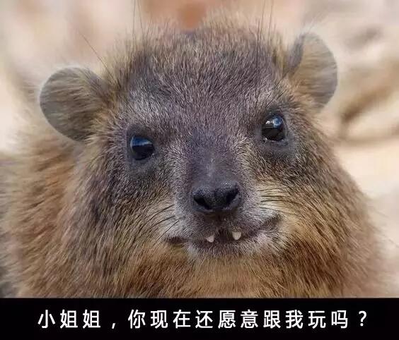 　　一提起非洲的动物，大家首先想到的无非这几种：狮子、猎豹、大象、长颈鹿……  　　印象中，非洲的动物们好像个个都是五大三粗的彪形大汉，成天为了得到食物，为了不变成食物，开展一场又一场你死我活的竞赛。  　　但大草原有的时候也没有想象中那么可怕。其实在这帮糙汉子中间，还隐藏着不少又蠢又萌的生物。有的时候，真要怀疑，这帮看起来只会卖萌的家伙，到底是怎样在残酷的非洲大陆存活下来的……  　　▼  　　耳 廓 狐  　　    　　还记得《疯狂动物城》中，那只经常伪装成小孩子出去行骗的小狐狸芬尼克吗?它的原型就是世界上体型最小的狐狸——耳廓狐。  　　    　　耳廓狐体型娇小，和小猫差不多大，却有双比脸还长的大耳朵。娇小的它们，正是靠着这双大耳朵，得以抵抗北非沙漠灼人的阳光，及时发现各种逼近的危险。  　　    　　    　　耳廓狐性格温顺，在驯养之后很容易就能听懂人的话，这使得它们惨遭捕捉，被关在笼子里当成宠物卖出或是驯养成了表演动物，用以吸引游客。  　　    　　想要看到真正有意思的耳廓狐，还是去北非的沙漠里去寻找它。那里才是它们生活的天堂，而不是笼子里。  　　    　　▼  　　环 尾 狐 猴  　　    　　环尾狐猴这种动物，天生自带神经病气质。 它那自带的黑眼圈，瞪得溜圆的眼睛，总让人感觉它是刚睡醒还带着起床气呢。  　　    　　    　　每天太阳升起的时候，环尾狐猴还会面向太阳，盘腿打坐，一副得道成仙的样子，别提有多逍遥自在了。  　　    　　    　　在地上，环尾护卫又换了副模样。它们走的时候总是喜欢把屁股撅着，尾巴直直的指向天空，如同一根根竖起的天线杆子。有时真让人忍不住怀疑，它们是不是正在打电话，而那根尾巴就是它们的天线呢~  　　    　　▼  　　非 洲 迷 你 刺 猬  　　    　　跟国内常见的刺猬不一样，非洲迷你刺猬个头非常小。平时一遇到危险，非洲迷你刺猬就会缩成小球球，躲在自己的尖刺下。  　　    　　非洲迷你小刺猬这两年传入国内之后，成为了很多女孩子喜欢的家养小宠物。小刺猬吃的少，跑得慢，饲养起来难度低，也没有国产刺猬的臭味，所以受到了大家的热捧。  　　    　　    　　没事把它捧在手里，给它挠挠小肚子，小刺猬就会露出各种搞怪的表情。再加上那一张白皙俊俏的小脸，能够俘获众多女孩子的芳心，想来也是很正常的事啦~  　　    　　▼  　　北非肥尾沙鼠  　　    　　北非肥尾沙鼠又名通心粉沙鼠，别看它胖乎乎很呆萌的样子，它其实和耳廓狐一样，都是能在北非大沙漠里生活的动物哦~  　　    　　为了适应高温缺水的环境，北非肥尾沙鼠进化出了能大能小的尾巴。当生活条件比较好的时候，它们会把多余的水分和养分集中在尾巴上，搞的尾巴看起来就像条肥嘟嘟的通心粉一样，这就是“通心粉沙鼠”这个称号的由来。  　　    　　    　　现在在国内，也有不少人饲养这种可爱的小萌物。肥尾沙鼠平时很懒，吃饱了就是睡，放在人的手上也很少会挣扎，很容易跟主人亲近，所以颇受欢迎。想要饲养肥尾沙鼠的，可以在贴吧之类的地方找一找，没准就能领养一只小萌物回家哦~  　　    　　▼  　　蹄 兔  　　    　　要是不跟你说，你敢想象，这样肉嘟嘟的小家伙，竟然和大象、海牛是表兄弟关系?  　　    　　大自然真是有够奇妙的。几百万年前，蹄兔、大象和海牛都是同一个祖先，后来随着环境变化，三兄弟分道扬镳，一个去了海里，一个变成了陆上最大生物，另一个则变成了小巧玲珑的蹄兔……  　　    　　虽然名字里带兔，但蹄兔可不是兔子哦。蹄兔主要生活在山区，人家会攀岩、会爬树，比兔子可厉害多了。小家伙虽然长得可爱，但绝对不适合当宠物，因为它跟黄鼠狼一样，遇到危险会放臭屁……敢饲养它的，都是壮士!  　　    　　▼  　　狐 獴  　　    　　在南部非洲干燥的卡拉哈里沙漠中，生活着一种体型娇小的群居性生物：狐獴。  　　    　　当你在卡拉哈里干旱的草原上游玩的时候，时常能见到这种可爱的小动物。它们总是立起身子，站在自己的巢穴附近放哨;一旦有风吹草动，它们就会立即钻进洞里，从而躲避危险。  　　    　　狐獴外表看起来萌萌哒，但它们的食谱很广，很经常会捕食沙漠中的毒蛇、蝎子。所以，轻易可不要惹它们哦，不过，要是人家找上门来卖萌就另算了~  　　    　　▼  　　长颈羚  　　    　　在非洲的大草原上，有一种天生网红脸的生物：它们有着神奇的长脖子，大眼睛，锥子脸。从面相上来看，应该和下面这位网红是一个整形医生整出来的……  　　    　　这家伙和长颈鹿一样，有着逆天的长脖子。不过，因为它的个头没有长颈鹿那么高，所以每次看它吃东西时的样子，总觉得格外的费劲。不过身材可是意外的好哦~  　　    　　这样的长腿忧郁美男子，看到它，有没有觉得有点萌呢~  　　文章来自：波布非洲