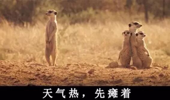 　　一提起非洲的动物，大家首先想到的无非这几种：狮子、猎豹、大象、长颈鹿……  　　印象中，非洲的动物们好像个个都是五大三粗的彪形大汉，成天为了得到食物，为了不变成食物，开展一场又一场你死我活的竞赛。  　　但大草原有的时候也没有想象中那么可怕。其实在这帮糙汉子中间，还隐藏着不少又蠢又萌的生物。有的时候，真要怀疑，这帮看起来只会卖萌的家伙，到底是怎样在残酷的非洲大陆存活下来的……  　　▼  　　耳 廓 狐  　　    　　还记得《疯狂动物城》中，那只经常伪装成小孩子出去行骗的小狐狸芬尼克吗?它的原型就是世界上体型最小的狐狸——耳廓狐。  　　    　　耳廓狐体型娇小，和小猫差不多大，却有双比脸还长的大耳朵。娇小的它们，正是靠着这双大耳朵，得以抵抗北非沙漠灼人的阳光，及时发现各种逼近的危险。  　　    　　    　　耳廓狐性格温顺，在驯养之后很容易就能听懂人的话，这使得它们惨遭捕捉，被关在笼子里当成宠物卖出或是驯养成了表演动物，用以吸引游客。  　　    　　想要看到真正有意思的耳廓狐，还是去北非的沙漠里去寻找它。那里才是它们生活的天堂，而不是笼子里。  　　    　　▼  　　环 尾 狐 猴  　　    　　环尾狐猴这种动物，天生自带神经病气质。 它那自带的黑眼圈，瞪得溜圆的眼睛，总让人感觉它是刚睡醒还带着起床气呢。  　　    　　    　　每天太阳升起的时候，环尾狐猴还会面向太阳，盘腿打坐，一副得道成仙的样子，别提有多逍遥自在了。  　　    　　    　　在地上，环尾护卫又换了副模样。它们走的时候总是喜欢把屁股撅着，尾巴直直的指向天空，如同一根根竖起的天线杆子。有时真让人忍不住怀疑，它们是不是正在打电话，而那根尾巴就是它们的天线呢~  　　    　　▼  　　非 洲 迷 你 刺 猬  　　    　　跟国内常见的刺猬不一样，非洲迷你刺猬个头非常小。平时一遇到危险，非洲迷你刺猬就会缩成小球球，躲在自己的尖刺下。  　　    　　非洲迷你小刺猬这两年传入国内之后，成为了很多女孩子喜欢的家养小宠物。小刺猬吃的少，跑得慢，饲养起来难度低，也没有国产刺猬的臭味，所以受到了大家的热捧。  　　    　　    　　没事把它捧在手里，给它挠挠小肚子，小刺猬就会露出各种搞怪的表情。再加上那一张白皙俊俏的小脸，能够俘获众多女孩子的芳心，想来也是很正常的事啦~  　　    　　▼  　　北非肥尾沙鼠  　　    　　北非肥尾沙鼠又名通心粉沙鼠，别看它胖乎乎很呆萌的样子，它其实和耳廓狐一样，都是能在北非大沙漠里生活的动物哦~  　　    　　为了适应高温缺水的环境，北非肥尾沙鼠进化出了能大能小的尾巴。当生活条件比较好的时候，它们会把多余的水分和养分集中在尾巴上，搞的尾巴看起来就像条肥嘟嘟的通心粉一样，这就是“通心粉沙鼠”这个称号的由来。  　　    　　    　　现在在国内，也有不少人饲养这种可爱的小萌物。肥尾沙鼠平时很懒，吃饱了就是睡，放在人的手上也很少会挣扎，很容易跟主人亲近，所以颇受欢迎。想要饲养肥尾沙鼠的，可以在贴吧之类的地方找一找，没准就能领养一只小萌物回家哦~  　　    　　▼  　　蹄 兔  　　    　　要是不跟你说，你敢想象，这样肉嘟嘟的小家伙，竟然和大象、海牛是表兄弟关系?  　　    　　大自然真是有够奇妙的。几百万年前，蹄兔、大象和海牛都是同一个祖先，后来随着环境变化，三兄弟分道扬镳，一个去了海里，一个变成了陆上最大生物，另一个则变成了小巧玲珑的蹄兔……  　　    　　虽然名字里带兔，但蹄兔可不是兔子哦。蹄兔主要生活在山区，人家会攀岩、会爬树，比兔子可厉害多了。小家伙虽然长得可爱，但绝对不适合当宠物，因为它跟黄鼠狼一样，遇到危险会放臭屁……敢饲养它的，都是壮士!  　　    　　▼  　　狐 獴  　　    　　在南部非洲干燥的卡拉哈里沙漠中，生活着一种体型娇小的群居性生物：狐獴。  　　    　　当你在卡拉哈里干旱的草原上游玩的时候，时常能见到这种可爱的小动物。它们总是立起身子，站在自己的巢穴附近放哨;一旦有风吹草动，它们就会立即钻进洞里，从而躲避危险。  　　    　　狐獴外表看起来萌萌哒，但它们的食谱很广，很经常会捕食沙漠中的毒蛇、蝎子。所以，轻易可不要惹它们哦，不过，要是人家找上门来卖萌就另算了~  　　    　　▼  　　长颈羚  　　    　　在非洲的大草原上，有一种天生网红脸的生物：它们有着神奇的长脖子，大眼睛，锥子脸。从面相上来看，应该和下面这位网红是一个整形医生整出来的……  　　    　　这家伙和长颈鹿一样，有着逆天的长脖子。不过，因为它的个头没有长颈鹿那么高，所以每次看它吃东西时的样子，总觉得格外的费劲。不过身材可是意外的好哦~  　　    　　这样的长腿忧郁美男子，看到它，有没有觉得有点萌呢~  　　文章来自：波布非洲