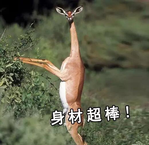 　　一提起非洲的动物，大家首先想到的无非这几种：狮子、猎豹、大象、长颈鹿……  　　印象中，非洲的动物们好像个个都是五大三粗的彪形大汉，成天为了得到食物，为了不变成食物，开展一场又一场你死我活的竞赛。  　　但大草原有的时候也没有想象中那么可怕。其实在这帮糙汉子中间，还隐藏着不少又蠢又萌的生物。有的时候，真要怀疑，这帮看起来只会卖萌的家伙，到底是怎样在残酷的非洲大陆存活下来的……  　　▼  　　耳 廓 狐  　　    　　还记得《疯狂动物城》中，那只经常伪装成小孩子出去行骗的小狐狸芬尼克吗?它的原型就是世界上体型最小的狐狸——耳廓狐。  　　    　　耳廓狐体型娇小，和小猫差不多大，却有双比脸还长的大耳朵。娇小的它们，正是靠着这双大耳朵，得以抵抗北非沙漠灼人的阳光，及时发现各种逼近的危险。  　　    　　    　　耳廓狐性格温顺，在驯养之后很容易就能听懂人的话，这使得它们惨遭捕捉，被关在笼子里当成宠物卖出或是驯养成了表演动物，用以吸引游客。  　　    　　想要看到真正有意思的耳廓狐，还是去北非的沙漠里去寻找它。那里才是它们生活的天堂，而不是笼子里。  　　    　　▼  　　环 尾 狐 猴  　　    　　环尾狐猴这种动物，天生自带神经病气质。 它那自带的黑眼圈，瞪得溜圆的眼睛，总让人感觉它是刚睡醒还带着起床气呢。  　　    　　    　　每天太阳升起的时候，环尾狐猴还会面向太阳，盘腿打坐，一副得道成仙的样子，别提有多逍遥自在了。  　　    　　    　　在地上，环尾护卫又换了副模样。它们走的时候总是喜欢把屁股撅着，尾巴直直的指向天空，如同一根根竖起的天线杆子。有时真让人忍不住怀疑，它们是不是正在打电话，而那根尾巴就是它们的天线呢~  　　    　　▼  　　非 洲 迷 你 刺 猬  　　    　　跟国内常见的刺猬不一样，非洲迷你刺猬个头非常小。平时一遇到危险，非洲迷你刺猬就会缩成小球球，躲在自己的尖刺下。  　　    　　非洲迷你小刺猬这两年传入国内之后，成为了很多女孩子喜欢的家养小宠物。小刺猬吃的少，跑得慢，饲养起来难度低，也没有国产刺猬的臭味，所以受到了大家的热捧。  　　    　　    　　没事把它捧在手里，给它挠挠小肚子，小刺猬就会露出各种搞怪的表情。再加上那一张白皙俊俏的小脸，能够俘获众多女孩子的芳心，想来也是很正常的事啦~  　　    　　▼  　　北非肥尾沙鼠  　　    　　北非肥尾沙鼠又名通心粉沙鼠，别看它胖乎乎很呆萌的样子，它其实和耳廓狐一样，都是能在北非大沙漠里生活的动物哦~  　　    　　为了适应高温缺水的环境，北非肥尾沙鼠进化出了能大能小的尾巴。当生活条件比较好的时候，它们会把多余的水分和养分集中在尾巴上，搞的尾巴看起来就像条肥嘟嘟的通心粉一样，这就是“通心粉沙鼠”这个称号的由来。  　　    　　    　　现在在国内，也有不少人饲养这种可爱的小萌物。肥尾沙鼠平时很懒，吃饱了就是睡，放在人的手上也很少会挣扎，很容易跟主人亲近，所以颇受欢迎。想要饲养肥尾沙鼠的，可以在贴吧之类的地方找一找，没准就能领养一只小萌物回家哦~  　　    　　▼  　　蹄 兔  　　    　　要是不跟你说，你敢想象，这样肉嘟嘟的小家伙，竟然和大象、海牛是表兄弟关系?  　　    　　大自然真是有够奇妙的。几百万年前，蹄兔、大象和海牛都是同一个祖先，后来随着环境变化，三兄弟分道扬镳，一个去了海里，一个变成了陆上最大生物，另一个则变成了小巧玲珑的蹄兔……  　　    　　虽然名字里带兔，但蹄兔可不是兔子哦。蹄兔主要生活在山区，人家会攀岩、会爬树，比兔子可厉害多了。小家伙虽然长得可爱，但绝对不适合当宠物，因为它跟黄鼠狼一样，遇到危险会放臭屁……敢饲养它的，都是壮士!  　　    　　▼  　　狐 獴  　　    　　在南部非洲干燥的卡拉哈里沙漠中，生活着一种体型娇小的群居性生物：狐獴。  　　    　　当你在卡拉哈里干旱的草原上游玩的时候，时常能见到这种可爱的小动物。它们总是立起身子，站在自己的巢穴附近放哨;一旦有风吹草动，它们就会立即钻进洞里，从而躲避危险。  　　    　　狐獴外表看起来萌萌哒，但它们的食谱很广，很经常会捕食沙漠中的毒蛇、蝎子。所以，轻易可不要惹它们哦，不过，要是人家找上门来卖萌就另算了~  　　    　　▼  　　长颈羚  　　    　　在非洲的大草原上，有一种天生网红脸的生物：它们有着神奇的长脖子，大眼睛，锥子脸。从面相上来看，应该和下面这位网红是一个整形医生整出来的……  　　    　　这家伙和长颈鹿一样，有着逆天的长脖子。不过，因为它的个头没有长颈鹿那么高，所以每次看它吃东西时的样子，总觉得格外的费劲。不过身材可是意外的好哦~  　　    　　这样的长腿忧郁美男子，看到它，有没有觉得有点萌呢~  　　文章来自：波布非洲