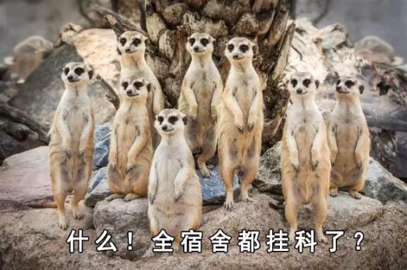 　　一提起非洲的动物，大家首先想到的无非这几种：狮子、猎豹、大象、长颈鹿……  　　印象中，非洲的动物们好像个个都是五大三粗的彪形大汉，成天为了得到食物，为了不变成食物，开展一场又一场你死我活的竞赛。  　　但大草原有的时候也没有想象中那么可怕。其实在这帮糙汉子中间，还隐藏着不少又蠢又萌的生物。有的时候，真要怀疑，这帮看起来只会卖萌的家伙，到底是怎样在残酷的非洲大陆存活下来的……  　　▼  　　耳 廓 狐  　　    　　还记得《疯狂动物城》中，那只经常伪装成小孩子出去行骗的小狐狸芬尼克吗?它的原型就是世界上体型最小的狐狸——耳廓狐。  　　    　　耳廓狐体型娇小，和小猫差不多大，却有双比脸还长的大耳朵。娇小的它们，正是靠着这双大耳朵，得以抵抗北非沙漠灼人的阳光，及时发现各种逼近的危险。  　　    　　    　　耳廓狐性格温顺，在驯养之后很容易就能听懂人的话，这使得它们惨遭捕捉，被关在笼子里当成宠物卖出或是驯养成了表演动物，用以吸引游客。  　　    　　想要看到真正有意思的耳廓狐，还是去北非的沙漠里去寻找它。那里才是它们生活的天堂，而不是笼子里。  　　    　　▼  　　环 尾 狐 猴  　　    　　环尾狐猴这种动物，天生自带神经病气质。 它那自带的黑眼圈，瞪得溜圆的眼睛，总让人感觉它是刚睡醒还带着起床气呢。  　　    　　    　　每天太阳升起的时候，环尾狐猴还会面向太阳，盘腿打坐，一副得道成仙的样子，别提有多逍遥自在了。  　　    　　    　　在地上，环尾护卫又换了副模样。它们走的时候总是喜欢把屁股撅着，尾巴直直的指向天空，如同一根根竖起的天线杆子。有时真让人忍不住怀疑，它们是不是正在打电话，而那根尾巴就是它们的天线呢~  　　    　　▼  　　非 洲 迷 你 刺 猬  　　    　　跟国内常见的刺猬不一样，非洲迷你刺猬个头非常小。平时一遇到危险，非洲迷你刺猬就会缩成小球球，躲在自己的尖刺下。  　　    　　非洲迷你小刺猬这两年传入国内之后，成为了很多女孩子喜欢的家养小宠物。小刺猬吃的少，跑得慢，饲养起来难度低，也没有国产刺猬的臭味，所以受到了大家的热捧。  　　    　　    　　没事把它捧在手里，给它挠挠小肚子，小刺猬就会露出各种搞怪的表情。再加上那一张白皙俊俏的小脸，能够俘获众多女孩子的芳心，想来也是很正常的事啦~  　　    　　▼  　　北非肥尾沙鼠  　　    　　北非肥尾沙鼠又名通心粉沙鼠，别看它胖乎乎很呆萌的样子，它其实和耳廓狐一样，都是能在北非大沙漠里生活的动物哦~  　　    　　为了适应高温缺水的环境，北非肥尾沙鼠进化出了能大能小的尾巴。当生活条件比较好的时候，它们会把多余的水分和养分集中在尾巴上，搞的尾巴看起来就像条肥嘟嘟的通心粉一样，这就是“通心粉沙鼠”这个称号的由来。  　　    　　    　　现在在国内，也有不少人饲养这种可爱的小萌物。肥尾沙鼠平时很懒，吃饱了就是睡，放在人的手上也很少会挣扎，很容易跟主人亲近，所以颇受欢迎。想要饲养肥尾沙鼠的，可以在贴吧之类的地方找一找，没准就能领养一只小萌物回家哦~  　　    　　▼  　　蹄 兔  　　    　　要是不跟你说，你敢想象，这样肉嘟嘟的小家伙，竟然和大象、海牛是表兄弟关系?  　　    　　大自然真是有够奇妙的。几百万年前，蹄兔、大象和海牛都是同一个祖先，后来随着环境变化，三兄弟分道扬镳，一个去了海里，一个变成了陆上最大生物，另一个则变成了小巧玲珑的蹄兔……  　　    　　虽然名字里带兔，但蹄兔可不是兔子哦。蹄兔主要生活在山区，人家会攀岩、会爬树，比兔子可厉害多了。小家伙虽然长得可爱，但绝对不适合当宠物，因为它跟黄鼠狼一样，遇到危险会放臭屁……敢饲养它的，都是壮士!  　　    　　▼  　　狐 獴  　　    　　在南部非洲干燥的卡拉哈里沙漠中，生活着一种体型娇小的群居性生物：狐獴。  　　    　　当你在卡拉哈里干旱的草原上游玩的时候，时常能见到这种可爱的小动物。它们总是立起身子，站在自己的巢穴附近放哨;一旦有风吹草动，它们就会立即钻进洞里，从而躲避危险。  　　    　　狐獴外表看起来萌萌哒，但它们的食谱很广，很经常会捕食沙漠中的毒蛇、蝎子。所以，轻易可不要惹它们哦，不过，要是人家找上门来卖萌就另算了~  　　    　　▼  　　长颈羚  　　    　　在非洲的大草原上，有一种天生网红脸的生物：它们有着神奇的长脖子，大眼睛，锥子脸。从面相上来看，应该和下面这位网红是一个整形医生整出来的……  　　    　　这家伙和长颈鹿一样，有着逆天的长脖子。不过，因为它的个头没有长颈鹿那么高，所以每次看它吃东西时的样子，总觉得格外的费劲。不过身材可是意外的好哦~  　　    　　这样的长腿忧郁美男子，看到它，有没有觉得有点萌呢~  　　文章来自：波布非洲