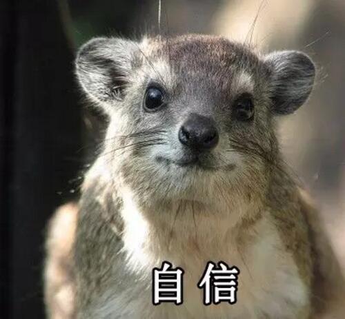 　　一提起非洲的动物，大家首先想到的无非这几种：狮子、猎豹、大象、长颈鹿……  　　印象中，非洲的动物们好像个个都是五大三粗的彪形大汉，成天为了得到食物，为了不变成食物，开展一场又一场你死我活的竞赛。  　　但大草原有的时候也没有想象中那么可怕。其实在这帮糙汉子中间，还隐藏着不少又蠢又萌的生物。有的时候，真要怀疑，这帮看起来只会卖萌的家伙，到底是怎样在残酷的非洲大陆存活下来的……  　　▼  　　耳 廓 狐  　　    　　还记得《疯狂动物城》中，那只经常伪装成小孩子出去行骗的小狐狸芬尼克吗?它的原型就是世界上体型最小的狐狸——耳廓狐。  　　    　　耳廓狐体型娇小，和小猫差不多大，却有双比脸还长的大耳朵。娇小的它们，正是靠着这双大耳朵，得以抵抗北非沙漠灼人的阳光，及时发现各种逼近的危险。  　　    　　    　　耳廓狐性格温顺，在驯养之后很容易就能听懂人的话，这使得它们惨遭捕捉，被关在笼子里当成宠物卖出或是驯养成了表演动物，用以吸引游客。  　　    　　想要看到真正有意思的耳廓狐，还是去北非的沙漠里去寻找它。那里才是它们生活的天堂，而不是笼子里。  　　    　　▼  　　环 尾 狐 猴  　　    　　环尾狐猴这种动物，天生自带神经病气质。 它那自带的黑眼圈，瞪得溜圆的眼睛，总让人感觉它是刚睡醒还带着起床气呢。  　　    　　    　　每天太阳升起的时候，环尾狐猴还会面向太阳，盘腿打坐，一副得道成仙的样子，别提有多逍遥自在了。  　　    　　    　　在地上，环尾护卫又换了副模样。它们走的时候总是喜欢把屁股撅着，尾巴直直的指向天空，如同一根根竖起的天线杆子。有时真让人忍不住怀疑，它们是不是正在打电话，而那根尾巴就是它们的天线呢~  　　    　　▼  　　非 洲 迷 你 刺 猬  　　    　　跟国内常见的刺猬不一样，非洲迷你刺猬个头非常小。平时一遇到危险，非洲迷你刺猬就会缩成小球球，躲在自己的尖刺下。  　　    　　非洲迷你小刺猬这两年传入国内之后，成为了很多女孩子喜欢的家养小宠物。小刺猬吃的少，跑得慢，饲养起来难度低，也没有国产刺猬的臭味，所以受到了大家的热捧。  　　    　　    　　没事把它捧在手里，给它挠挠小肚子，小刺猬就会露出各种搞怪的表情。再加上那一张白皙俊俏的小脸，能够俘获众多女孩子的芳心，想来也是很正常的事啦~  　　    　　▼  　　北非肥尾沙鼠  　　    　　北非肥尾沙鼠又名通心粉沙鼠，别看它胖乎乎很呆萌的样子，它其实和耳廓狐一样，都是能在北非大沙漠里生活的动物哦~  　　    　　为了适应高温缺水的环境，北非肥尾沙鼠进化出了能大能小的尾巴。当生活条件比较好的时候，它们会把多余的水分和养分集中在尾巴上，搞的尾巴看起来就像条肥嘟嘟的通心粉一样，这就是“通心粉沙鼠”这个称号的由来。  　　    　　    　　现在在国内，也有不少人饲养这种可爱的小萌物。肥尾沙鼠平时很懒，吃饱了就是睡，放在人的手上也很少会挣扎，很容易跟主人亲近，所以颇受欢迎。想要饲养肥尾沙鼠的，可以在贴吧之类的地方找一找，没准就能领养一只小萌物回家哦~  　　    　　▼  　　蹄 兔  　　    　　要是不跟你说，你敢想象，这样肉嘟嘟的小家伙，竟然和大象、海牛是表兄弟关系?  　　    　　大自然真是有够奇妙的。几百万年前，蹄兔、大象和海牛都是同一个祖先，后来随着环境变化，三兄弟分道扬镳，一个去了海里，一个变成了陆上最大生物，另一个则变成了小巧玲珑的蹄兔……  　　    　　虽然名字里带兔，但蹄兔可不是兔子哦。蹄兔主要生活在山区，人家会攀岩、会爬树，比兔子可厉害多了。小家伙虽然长得可爱，但绝对不适合当宠物，因为它跟黄鼠狼一样，遇到危险会放臭屁……敢饲养它的，都是壮士!  　　    　　▼  　　狐 獴  　　    　　在南部非洲干燥的卡拉哈里沙漠中，生活着一种体型娇小的群居性生物：狐獴。  　　    　　当你在卡拉哈里干旱的草原上游玩的时候，时常能见到这种可爱的小动物。它们总是立起身子，站在自己的巢穴附近放哨;一旦有风吹草动，它们就会立即钻进洞里，从而躲避危险。  　　    　　狐獴外表看起来萌萌哒，但它们的食谱很广，很经常会捕食沙漠中的毒蛇、蝎子。所以，轻易可不要惹它们哦，不过，要是人家找上门来卖萌就另算了~  　　    　　▼  　　长颈羚  　　    　　在非洲的大草原上，有一种天生网红脸的生物：它们有着神奇的长脖子，大眼睛，锥子脸。从面相上来看，应该和下面这位网红是一个整形医生整出来的……  　　    　　这家伙和长颈鹿一样，有着逆天的长脖子。不过，因为它的个头没有长颈鹿那么高，所以每次看它吃东西时的样子，总觉得格外的费劲。不过身材可是意外的好哦~  　　    　　这样的长腿忧郁美男子，看到它，有没有觉得有点萌呢~  　　文章来自：波布非洲