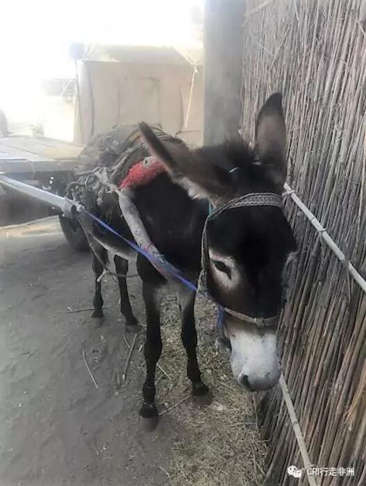 作为援外医生的我,一直迫切地想要深入非洲每一寸贫瘠落后的土地,期盼去小小村落通过义诊去读懂最原始最自然的非洲。这一次我终于如愿以偿了----春节前,我们去油区Paloch进行了义诊。真正深入到非洲农村,却赫然发现那些在南苏丹首都朱巴的贫穷、落后、脏乱、不安定……与Paloch这个地方比起来,都是"小巫见大巫"!更令我意想不到的是,当地人对中国医生充满了期待。虽然回到朱巴已有几天时间,但是,我始终忘不了一个小女孩忧虑而期待的眼神…… 1月23日,也就是离中国农历除夕仅有四天的时候,我和医疗队的同事一起踏上了前往油区Paloch的行程。 出于安全和便捷考虑,我们需要乘坐飞机前往。当天一大早,我们就来到了南苏丹首都朱巴机场。 清晨我们在朱巴机场等候去PaLoch的飞机 朱巴机场设施比较落后 南苏丹是个独立时间不长的国家,基础设施落后,安全形势紧张。老实说,乘飞机前我还是有点担心的,不过好在一切顺利,飞机很平稳地降落到了Palock机场。 到达Paloch机场 这里靠近赤道,太阳几乎每天都从同一个地方升起,强烈的紫外线是大自然的馈赠,毫不吝啬地垂直照射着这里的每一寸土地,然后太阳又在几乎同一个地方落下,日复一日,年复一年。Paloch属于热带草原气候且正值旱季,比起属于热带雨林气候的朱巴更为干燥,阳光也愈发浓郁猛烈。广袤无垠的草原在强光的照耀下一片枯黄,萧瑟而苍茫,汽车在灰黄的土路上狂奔,掀起滚滚沙尘,给每个人的脸都抹上了一层天然的古铜色的“防晒霜”。 尘土飞扬 荒草地和村庄 尖顶的圆形茅草屋和草篱笆围成的栅栏是淹没在荒草地里的村庄,尼罗河像脐带一样滋养着流域的每个村庄。 南苏丹境内的尼罗河 取水点就是村庄里最热闹的地方。大批头顶瓦罐、塑料桶的妇女儿童在取水点聚集,叮叮当当拉着水桶的驴车颠簸着将尼罗河的水运到寻常人家供吃喝洗用;路边零散有卖大蒜、洋葱和饮用水的小摊,货物单一、价格昂贵,偶尔可见可乐、啤酒等稀罕物,可乐100南苏丹磅一瓶,相当于当地医生一天的工资。战后的经济萧条已波及到南苏丹的每一个角落。 取水点热闹非凡 拉水的驴车叮叮当当 妇女们头功相当了得 Paloch油区是是南苏丹最大的油区,中石油在这里驻扎、援助建设油田,原始和现代文明在这里碰撞,为这最最贫穷、一无所有的地方带来了电力、就业机会、经济贸易和些许现代文明。那高耸的油塔,废旧集装箱改造的车库,自给自足的菜地鱼塘,搭建整齐的集装板房,让人依稀回到了七八十年代的中国农村,简单却无一不彰显中国人民的勤劳和智慧。 中石油的油田现场 Paloch友谊医院 中石油为当地人援建了象征中南友谊的"Paloch友谊医院",它是方圆几百里规模最大、设备最全的医院。然而即便这样,这家医院也只有8名医生,4名当班护士,仅有内科、外科、妇科、眼科、皮肤科,没有专治儿科的医生,门诊由内科医生统一诊治,收住院的病人男女性别分病房输液治疗,不分病种。化验检查、医疗器械和药品是少得可怜,药房里则零零散散摆放着一些抗生素、眼药膏、抗疟药…… 张翼参赞(后排左三)和医疗队员在友谊医院义诊合影 友谊医院门口围满了就诊的人 在经过简单的诊室安排和对当地人进行宣传之后,为期四天的义诊就开始了。患者大多是周围村庄闻讯慕名前来的,他们拖家带口挤满了就诊大厅,候诊椅上坐满了人,有的患者就铺块布席地而坐;有的患者则横七竖八地躺在门口树阴下等候。 友谊医院的候诊大厅围满了就诊的人群 患者多是当地村民,未接受过教育,说的是当地土语及阿拉伯语。虽然层次不高,但经过我们和当地医生简单沟通及维持秩序后,他们都能安静而有序地在诊室外等候,多而不乱。儿科诊室一直都是最杂乱的科室,干燥炎热的天气,嘈杂的小孩哭声,汗味、奶馊味混合着排泄物的气味在空气中流窜。 但艰苦恶劣的医疗环境并没有难倒我们,我们很快就适应了并投入热火朝天的诊疗之中。 我在儿科诊室给小患者听诊 候诊的当地儿童 儿科最多最常见的还是患疟疾和被感染的病人。南苏丹蚊子多,疟疾在这里就像感冒一样稀松平常,发热、寒战、头疼、肌肉酸痛……种种症状,如果不能得到及时治疗,患者就有生命危险。一般而言,做简单的抗疟检测、早期诊断、给予有效抗疟药物及早治疗,大部分患者都能治愈,并不是很可怕。在义诊现场,查疟、排疟、抗疟进行得如火如荼。 诊室门口席地而坐等候就诊的人群 内科诊室也是病人不断 这里卫生条件差,感染仍占据疾病首位,其中呼吸道感染和肠道感染多见。霍乱、黄热病、肺结核、小儿麻痹症、麻风病这些在中国国内几乎绝迹的疾病在这里却并不鲜见。一些患儿局部感染后,由于得不到规范的检查和诊治,加上路途遥远无法获得有效的抗生素,或者当地人仅用当地巫术及土方治疗,都会延误疾病的诊治,有的肺炎和腹泻由于反复加重而危及生命。我们甚至遇到一个八岁的小女孩,她因跌倒导致腿部小伤口感染,由于没有得到及时有效的治疗,最终导致整个小腿坏疽,就诊为时已晚,真是让人可怜又可惜,无助且无奈。 内科诊室被围得水泄不通 这个小姑娘的眼神令我至今难忘 疾病重在预防,很多疾病都是能通过预防避免的。口服小儿麻痹症糖丸、普及乙肝病毒疫苗及卡介苗对预防此类疾病有很好的阻断效果。我们也向当地医生和病人普及了一些预防疾病的知识,告知喝干净的水、吃干净的食物、用肥皂洗手、一旦发现传染性疾病须迅速隔离病人……实际上,只要做一点点简单的改变就能预防和阻断很多疾病的发生。 就诊的病人 1月25日中午,中国驻南苏丹大使也专程过来看望病人及我们医疗队员,并向医院捐赠了药品和医疗器械。看到医院的药品得到补给,疾病得到诊治,村民们都用当地特有的尖叫声以表谢意!看到村民们压抑很久的情绪得到释放,我们也和他们一样备受鼓舞,同时也感到自己身为医生责任重大! 卫生院所在的村庄 卫生院门口的拖拉机 卫生院门口的驴车 中国捐赠的救护车 25日下午,我和内科苏队长乘车一路颠簸去了村里一个卫生院诊治病人。这间卫生院规模很小,一间砖房被隔成三部分:中间是候诊区,两头一边是药房,一边是诊室。听说我们来,周围村庄的居民都蜂拥而至,将诊室围得水泄不通,有的求医,有的问药,有的是急症,有的是久治不愈的顽疾……我们有条不紊、逐一耐心解答,并对到场的所有患者进行了仔细诊察和治疗。当天的病人实在太多,我们只能尽最大努力,在有限的时间里能多查一个就多查一个,能多治一个就多治一个。前来接受诊疗的孩子们都缺吃少穿、营养不良,眨巴着大眼睛望着我们,让人可怜又心痛,有的孩子仅是想来讨一些药品和食品。我们给他们分发了一些糖果、钙片和维生素片。其实,他们缺少的并不仅仅是药品,还有干净的食物和饮用水。 在卫生院等候的人群 在卫生院就诊的患者 Paloch友谊医院的医生虽少但诊治范围广,学习热情高。眼科医生peter一直陪我们出诊,给我们分诊、翻译并维持秩序,一直跟我们学习儿科的查体,并坦言自己在一些药物的使用上存在困难,希望能好好学习,为患者提供更好的服务。我们的义诊也许只能暂时解决患者的部分问题,但是,如果能帮当地医生与我们长期援助的朱巴教学医院建立起良好关系,组织培训及学术交流,那就有利于提高当地的医疗水平,实现更长远的目标。 我(右二)和当地眼科医生PETER(左二)在一起 忙碌的时光总是飞逝而去,我们累并快乐着!这次义诊仅儿科就诊治了近300名病人,虽有辛酸与悲痛,但也有幸福与光亮;虽然肤色不同、语言不通,但诊治完患儿后,看到家长们满面的笑容,看到他们双手竖起的大拇指,我知道他们在感谢我们,在表达他们浓浓的谢意和敬意。 飞扬的义诊红旗 这里阳光强烈,愿它能照进南苏丹的每一个角落,愿我们能有更多义诊的机会,愿这里不再有饥饿和疾病困扰,愿每一个生病的孩子都能及早得到诊治,愿每一个孩子都能有美好的未来! 油区清晨的太阳 四天的义诊匆匆而过,但它让我接触到非洲农村那些社会底层最平凡最普通的人和事,接触到种种细枝末节的片段,也许它们并不起眼,却深深地印在了我的脑际,触动了我的心灵。我想,这些对我都是弥足珍贵的人生财富! 文章来自:CRI行走非洲