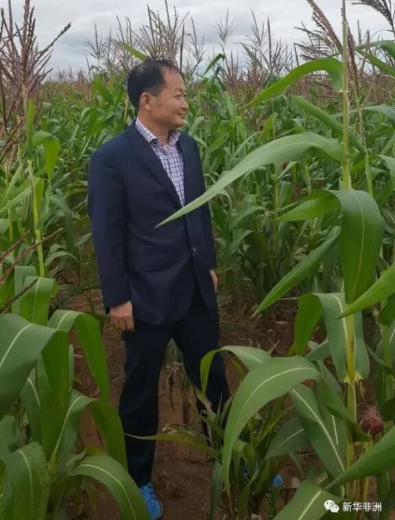 周末,安哥拉江州农业公司董事长朱晋林乘车从800公里开外的万博省回到了公司在首都罗安达的营地。 这两年,朱晋林已记不清多少次在万博和罗安达之间穿梭了,公司在万博省承建了面积一万公顷的农场,成了在安哥拉备受关注的中国民营企业,进入2017年以后,朱晋林来往于万博和罗安达之间的次数更多了。 朱晋林查看万博农场玉米长势。 一路上,朱晋林非常关注公路两旁庄稼的长势。他说,安哥拉大部分省份地广人稀,绝大多数农业人口沿公路两旁而居,农作物种植也主要集中在房前屋后的小片空地上,一家一户的小农经济特征非常明显。他说,安哥拉今年的降雨量少于往年,沿途所见的安哥拉农户种植的玉米秸秆只有拇指粗细,很难指望今年是个丰收年。 朱晋林说,据安哥拉政府测算,安哥拉每年需要400万吨粮食才能满足需要,但是本国产量只有大约150万吨,其余依赖进口。安哥拉政府早在十多年前就提出了经济多元化目标,以摆脱国民经济对石油产业的过度依赖,农业发展成为重中之重。安哥拉政府欢迎更多的外资进入农业领域,万博、马兰热、比耶、威热等传统的农业大省甚至提出了把安哥拉建设成为非洲粮仓的口号。 朱晋林(中左)与万博省负责经济和农业发展的副省长Joaquim(中右)讨论农业问题。 安哥拉地大物博,国土面积约125万平方公里,是西南部非洲降水量最大的国家,国内河流、湖泊纵横交错,可耕地面积约3500万公顷,发展大农业是安哥拉实现粮食自给自足乃至建设非洲粮仓的唯一出路,这已成为安哥拉政府、各界人士以及外资企业的共识。 江州农业在万博的农场基本实现机械化,耕地、除草、播种、收割等关键环节使用农业机械。 朱晋林说,吃饭问题和农业发展是人类社会永恒的发展主题,安哥拉具备发展大农业得天独厚的条件,江州农业早在6年前就把目光投向了安哥拉农业发展,逐步实现了从建筑企业向农业发展的华丽转身。公司曾在比耶省承建4000公顷的农场,取得了成功经验,随后于2016年在万博签约承建一万公顷农场,使用和经营年限为30年,给江州农业提供了新的机遇和挑战。 江州农业在万博农场种植的大豆已成规模,长势良好。 朱晋林说,今年是公司在万博的农场的第一个播种年,已经种植一万多亩土地,主要农作物是玉米、大豆、木薯、土豆、花生和洋葱,另外培育了大量的剑麻幼苗,最终将种植六万亩剑麻,在农场打造安哥拉最大的剑麻生产基地。 江州农业在万博农场培育的剑麻幼苗。 朱晋林说,一万公顷的土地,正好折合100平方公里,这是一片希望的田野,农场项目得到了安哥拉农业部和万博省政府的大力支持,公司将把中国先进的农业技术、机械设备、良种、农药、化肥引进到农场,希望安哥拉农业经济早日腾飞。 文章来自:新华非洲