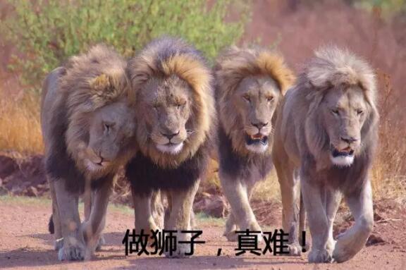 　　人在江湖飘，哪能不挨刀  　　想在危机四伏的非洲大草原生存下去  　　你就得狠，够强大!  　　只有足够彪悍  　　你才能成为草原之王!  　　——马赛人  　　    　　孩子，你长大啦  　　该去跟狮子单挑啦!    　　在某一期的动物世界里，有这样的画面：  　　在塞伦盖蒂大草原上，几只狮子正在津津有味的享受着它们的猎物。这时，草原的那边走来了几个马赛人，手里拿着弯刀和长矛。马赛人还没靠近，闻到味道的狮子就已经吓得落荒而逃。这时，赵忠祥老师那熟悉的声音响起：  　　千百年来的生存经验告诉了这些草原之王，  　　谁才是这片土地真正的主人!  　　看到这里，小布我忍不住心疼了狮子王们一秒。  　　    　　猎狮子，那是每个马赛男人成年之前必须要做的事情。  　　每个马赛男孩在成年时，都会被自己的父亲告知：  　　孩子，你长大啦!该去跟狮子单挑啦!  　　对于马赛男孩来说，想要成为真正的男人，必须要单独猎杀一只狮子。每当成人礼来临的时候，他们会拿上佩刀、长矛和马赛棍，孤身前往茫茫草原寻找狮子。如果带着狮子回来，那就说明他成功了;如果一直没回来，就说明他已经挂了……  　　    　　久而久之，附近草原上的狮子都产生了特异的进化，一闻到马赛人的味道就望风而逃。因为，那些胆大没逃走的……都被马赛人干掉了……  　　就问你，马赛人彪不彪悍!  　　    　　ps：近年来为了保护狮子，肯尼亚政府发布禁令，禁止马赛人再猎杀狮子。真是为可怜的狮子松了口气。  　　有意思的是，尽管马赛男人个个都有跟狮子单挑的实力，但是他们却并不以猎杀野生动物为生，甚至连鱼都不杀。正常情况下，马赛人都是……以放牛为生的……  　　在马赛人的生活中，牛是最珍贵的东西。只要有10头牛，你就能娶一个老婆;有几百头牛，你就是当地的土豪，娶几十个老婆。小布我突然想起那个想用50头牛、70只羊娶奥巴马女儿的肯尼亚小伙，他不会就是马赛族的人吧……  　　    　　平日里，马赛人以吃牛肉、喝牛奶为生，倒是和不少游牧民族差不多。不过，他们在吃的方面比较彪悍的一点是喝牛血。喝的时候也比较粗犷，直接在牛脖子上开一个小口就喝，喝完了拿点泥巴糊一下伤口就ok了。  　　突然，又有点心疼马赛人的牛了……  　　    　　WTF!视力6.0?  　　跟马赛人比，我们都像是瞎子……  　　    　　俗话说，打铁还得自身硬。想要成为真正的草原之王，自己首先就要足够彪悍!  　　↓↓↓所以，典型的马赛人都有着彪悍的外形：    　　缺门牙，奇大无比的耳洞，这些都是马赛人身上的最明显的特征。  　　在年纪很小的时候，马赛人就已经是这个造型的。他们的牙并不是打架的时候被敲掉的，耳垂也不是撕逼的时候被撕开的。在马赛人看来，缺门牙，大耳洞，这些都是美的表现。  　　↓↓↓看着就觉得疼的慌……  　　    　　外形上的彪悍都是小事，真正彪悍的是马赛人奇高的身体素质。说一点就能吓到你：  　　飞行员的视力一般只有2.0  　　但是马赛人的视力却能达到6.0!  　　6.0的视力是什么水平呢?之前央视《挑战不可能》就做过实验。经试验证明，马赛人可以在800米开外，分辨小朋友身上穿的服装长啥样……  　　具体这是不是6.0视力能达到的水平，不得而知，不过马赛人视力超常倒是可以肯定的。据说，这是因为他们常年生活在大草原上，需要随时需要发现潜藏的危险，最终才练出了这样的超常视力来。  　　    　　除了看的远，马赛人还跳的高，个个都是跳高的能手。  　　马赛人跳高有个特点：只依靠脚部的力量跳，从来不弯膝盖，都是直上直下的跳。远远的看过去，就像是脚上装了弹簧……  　　这副好腿脚赋予了马赛人远行的能力。不管是什么样崎岖的地形，马赛人都能健步如飞，比正常人快上几倍。为了让牲口找到水草丰美的牧场，马赛人可以连着走上几天几夜不停歇，耐力绝对是超一流水平!  　　跳得高，看的远，走的快，打扮上还一副社会大哥的模样。  　　这样的马赛人，说他们不彪悍我都不信!  　　    　　再彪悍的马赛人，  　　也终究抵不过文明的侵蚀    　　传统的马赛人是彪悍的，但是他们现在正逐渐被现代文明所改造，变得温文尔雅。  　　作为传统的马赛人，他们戴着马赛珠做成的色彩鲜艳的饰品，穿着大红色的马赛布，拿着马赛棍和长矛放牛，吃着牛肉、牛奶与牛血，住在泥巴与牛粪建成的矮屋子里。  　　    　　在传统的马赛生活中，不需要钱，也不需要教育，有牛就够了，还要其他的干嘛?马赛的孩子长大了只有两个出路：男孩放牛，女孩嫁人、生孩子。当然，那些被狮子吃掉的倒霉蛋另谈。  　　    　　因为无所事事，马赛人仅有的夜生活应该就是造人了。马赛人在性生活方面很开放，男人可以娶很多个老婆，只要他有足够的牛;女人也很公平，可以和其他男人睡，并不限于自己的丈夫。所以，一个马赛男人有几十个孩子是件很正常的事。  　　据说在肯尼亚还有这样的趣闻：  　　在草原上有个小学，学校里几十号小孩，全是一个爹生的。这位老爹是当地的典礼司仪，位高权重，器大活好，夜夜笙歌，最后造了一堆娃儿。想想孩子没文化不行啊，干脆请了个老师，建了个学校供自己的娃儿读书……  　　    　　不过嘛，中国人有句古话，叫“越穷越生，越生越穷”。  　　随着现代文明逐渐进入马赛人的生活，很多马赛人已经只娶一个老婆，生很少的孩子，并把孩子送去读书，接受教育，实行优生优养了。  　　    　　现代文明对马赛人的影响远不止于此。  　　来到这里的游客们，给马赛人带来了钱，让他们的生活不再以牛为中心;开明的马赛人开始走出这片草原，去到城市里上班;马赛人住的房子也开始变化，有钱的部落已经开始用砖头、水泥来造房子了;传统的习俗，比如割礼、敲门牙、打耳洞、猎狮子，这些在年轻的马赛人身上已经很少看见了。  　　    　　对于马赛人来说，日子正在一天一天变好，这未尝不是件好事。  　　不过，对于游客来说，想看马赛人，可要抓紧时间了。也许在不久的将来，那个曾经能单枪匹马猎狮子的马赛人，会就此消失在历史的洪流之中……  　　    　　文章来自：波布非洲