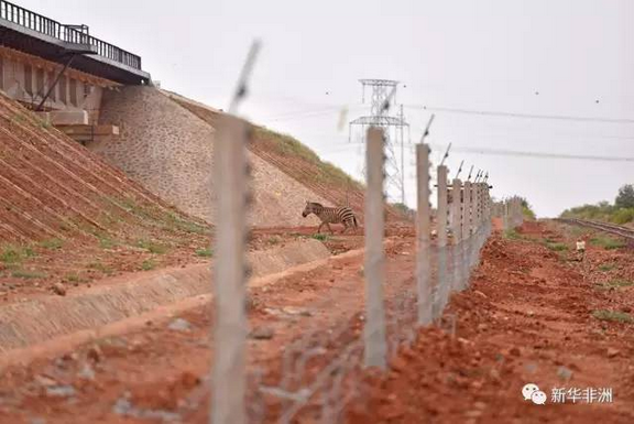 　　肯尼亚蒙巴萨-内罗毕标轨铁路(蒙内铁路)已建成通车。这条中国企业承建的铁路，不仅速度快，贯穿其建设全程的环保理念和建成后可期的生态环境效益也是一大亮点。  　　    　　6月9日，乘客乘坐肯尼亚蒙内铁路列车从内罗毕前往蒙巴萨。新华社记者 李百顺摄  　　蒙内铁路开通前，当地的货运方式主要以公路为主、铁路为辅。由于老化严重，列车运行缓慢，全年货运运输量低于百万吨，不到蒙巴萨港吞吐量的10%，远不能满足肯尼亚经济发展需求，运输压力集中在狭窄的公路上。  　　“货车对公路损坏较为严重，还带来巨大污染，”肯尼亚铁路公司总经理阿塔纳斯·马伊纳说，“蒙内铁路通车后，一趟货运列车能运200个集装箱，这意味着可以替代100辆货车，客运列车单次可运载1000名乘客往来蒙巴萨和内罗毕。”  　　    　　6月9日，在肯尼亚内罗毕，乘客抵达内罗毕火车站。新华社记者 陈诚摄  　　配备先进的调度和控制系统，蒙内铁路将极大提高肯尼亚货运效率，物流成本将下降40%左右，当地货运方式也将转为铁路为主、公路为辅。  　　旅游业是肯尼亚支柱产业之一，也将随着蒙内铁路的开通得到更快发展。游客可以选择更丰富的旅行“套餐”，除观看野生动物，他们还可以坐火车轻松前往蒙巴萨观赏海景。  　　    　　6月9日，在肯尼亚蒙内铁路内罗毕南站，乘务员登上列车。新华社记者 李百顺摄  　　根据肯尼亚2030远景规划，2030年前肯希望成为中等收入新兴工业化国家。作为这一规划的旗舰项目，蒙内铁路将推动肯尼亚实现经济转型。  　　蒙内铁路不仅是一条节能、高效、低污染的交通大动脉，考虑到肯尼亚是野生动物天堂，铁路在设计和修建过程中，格外注重环境保护，与动物和谐共存。  　　   2月22日，在肯尼亚察沃国家公园附近，一只斑马经过蒙内铁路野生动物通道。新华社记者 孙瑞博摄  　　察沃国家公园占地约2万平方公里，公园内活跃着大量野生动物。为了便于野生动物活动，蒙内铁路专设14处动物通道，其中6处为大型通道，净高6.5米以上，大象和长颈鹿等大型动物可“不低头通过”。此外，全线还在不同位置设置涵洞式通道近500处，平均每公里1个，这些涵洞不仅可供动物通过，某些低洼处的涵洞还有蓄水功能，方便动物饮水。线路两侧设置隔离栅栏，避免动物爬行通过时与列车相撞。  　　   这是2月22日在肯尼亚沃伊附近拍摄的蒙内铁路察沃河特大桥。新华社记者 孙瑞博摄  　　“在环境和动物保护以及节能减排方面，我们始终坚持最高标准，因为我们相信这是正确的事。”中国路桥蒙内铁路项目外联部经理赵扬说。  　　肯尼亚环境与自然资源部副部长玛格丽特·瓦基玛说，监测显示大象非常轻松地沿着铁路行走，甚至在大桥下休息。“从大象的行为来看，铁路对它们的生活没有影响。”  　　肯尼亚野生动物保护局局长基蒂利·姆巴西说，他曾亲自沿着蒙内铁路调研，没有看到任何铁路对野生动物造成不利影响的迹象。  　　    　　6月9日，在肯尼亚内罗毕，乘客到达内罗毕火车站后与火车合影。新华社记者 陈诚摄  　　蒙内铁路只是开始，作为东非铁路网的一部分，根据远期规划，该铁路将连接肯尼亚、乌干达、卢旺达、布隆迪、南苏丹等国，规划全长2700公里，建成后将成为东非铁路大动脉。  　　未来，越来越多的“中国制造”铁路将奔跑在非洲大陆，助力非洲实现更快更绿色的发展。  　　文章来自：新华非洲