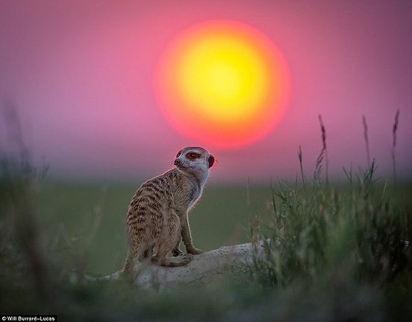　　    　　黄昏与黎明笼罩的世界往往让人迷醉。当摄影师Will Burrard-Lucas拿起他的照相机时，这些景色就好像经过魔棒点击一般散发着奇幻的味道。Lucas是2017年索尼世界摄影奖自然类大奖的得主，他在南非、赞比亚、博茨瓦纳、纳米比亚和乌干达的黎明与黄昏拍摄了很多野生动物，这些照片都是在逆光下拍摄而成的。  　　    　　    　　    　　这些照片令人叹为观止，温暖的阳光像金色的光环，狮子、河马、猫鼬和非洲野狗等动物沐浴在其中。有的照片只有轮廓，但可能是最震撼人心的。  　　    　　这张非洲猎狗的照片是Lucas最喜欢的，他说：“这些动物对我来说很特殊，因为追寻它们的踪迹十分困难。”  　　    　　博茨瓦纳中部的卡拉哈里野兽保护区，一只在草地上漫步的狮子。  　　33岁的Burrard-Lucas来自Beaconsfield，他向我们解释该如何完成这种迷人的逆光艺术：“逆光照片最好在光线又低又强的时候拍摄，因此黄昏和黎明最有利。让你的拍摄对象背对太阳时效果是最好的。为了找到最好的光照角度，我经常在地上滚来滚去。在拍摄时通常有两种曝光选择，一种是刻意曝光不足，这样你的拍摄主体就会呈现一个黑色轮廓，背景是一片橙色的天空。拍摄主体的形状美感越好，照片的效果就越好。”  　　“第二种选择是以拍摄主体为焦点曝光，让背景过曝。这会形成美丽的光晕效果，给人温暖的感觉。” “在非洲，黎明和黄昏时的光线可能偏暗，空气里烟尘较多。因此很多我最喜欢的照片都是在湿润的季节拍摄的，雨水让空气变得洁净，太阳接近地平线时的光线也会更强。”  　　    　　    　　四处漫步：坦桑尼亚塞伦盖蒂国家公园的一群斑马沐浴在尘土飞扬的光芒中。  　　    　　一只狮子栖息在Kidepo Valley国家公园的岩石上，阳光衬得它身姿雄伟 。  　　    　　一只猎豹在Liuwa Plain国家公园的草地中潜行，身后残阳如血 。  　　    　　    　　纳米比亚东北部Mudumu国家公园的羚羊。  　　“在拍摄到这些动物前我已在非洲旅行了10年。野狗非常难找到，它们濒临灭绝，总是在迁徙，生活范围很广，找它们就像大海捞针一样。现在我一见到它们，还是会激动地发抖。”  　　Lucas还擅长使用新型设备，如BeetleCam——一台装有数码单镜反光相机的遥控车。他还能搭建高清相机的伪装棚，以更好地拍摄动物。  　　BeetleCam帮助他拍下了非洲野狗的照片，如他所愿“获得了接近地面的逆光角度”。他还说：“我的目标就是拍出人们从未见过的野生动物照片。”  　　    　　一头角马在南非的Kgalagadi Transfrontier公园踏起尘土。  　　    　　赞比亚的Liuwa Plain国家公园里，角马们在橙粉色的天空下四处张望 。  　　    　　南非Kgalagadi Transfrontier公园中的一只鸵鸟。  　　    　　如果你想学习Lucas的摄影秘诀，可以注册他的免费野生动物摄影网课。  　　    　　壮观：纳米比亚的黑犀牛注视着镜头。  　　文章来自：界面新闻