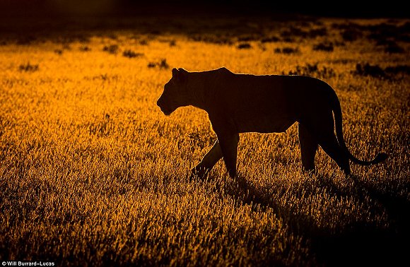 　　    　　黄昏与黎明笼罩的世界往往让人迷醉。当摄影师Will Burrard-Lucas拿起他的照相机时，这些景色就好像经过魔棒点击一般散发着奇幻的味道。Lucas是2017年索尼世界摄影奖自然类大奖的得主，他在南非、赞比亚、博茨瓦纳、纳米比亚和乌干达的黎明与黄昏拍摄了很多野生动物，这些照片都是在逆光下拍摄而成的。  　　    　　    　　    　　这些照片令人叹为观止，温暖的阳光像金色的光环，狮子、河马、猫鼬和非洲野狗等动物沐浴在其中。有的照片只有轮廓，但可能是最震撼人心的。  　　    　　这张非洲猎狗的照片是Lucas最喜欢的，他说：“这些动物对我来说很特殊，因为追寻它们的踪迹十分困难。”  　　    　　博茨瓦纳中部的卡拉哈里野兽保护区，一只在草地上漫步的狮子。  　　33岁的Burrard-Lucas来自Beaconsfield，他向我们解释该如何完成这种迷人的逆光艺术：“逆光照片最好在光线又低又强的时候拍摄，因此黄昏和黎明最有利。让你的拍摄对象背对太阳时效果是最好的。为了找到最好的光照角度，我经常在地上滚来滚去。在拍摄时通常有两种曝光选择，一种是刻意曝光不足，这样你的拍摄主体就会呈现一个黑色轮廓，背景是一片橙色的天空。拍摄主体的形状美感越好，照片的效果就越好。”  　　“第二种选择是以拍摄主体为焦点曝光，让背景过曝。这会形成美丽的光晕效果，给人温暖的感觉。” “在非洲，黎明和黄昏时的光线可能偏暗，空气里烟尘较多。因此很多我最喜欢的照片都是在湿润的季节拍摄的，雨水让空气变得洁净，太阳接近地平线时的光线也会更强。”  　　    　　    　　四处漫步：坦桑尼亚塞伦盖蒂国家公园的一群斑马沐浴在尘土飞扬的光芒中。  　　    　　一只狮子栖息在Kidepo Valley国家公园的岩石上，阳光衬得它身姿雄伟 。  　　    　　一只猎豹在Liuwa Plain国家公园的草地中潜行，身后残阳如血 。  　　    　　    　　纳米比亚东北部Mudumu国家公园的羚羊。  　　“在拍摄到这些动物前我已在非洲旅行了10年。野狗非常难找到，它们濒临灭绝，总是在迁徙，生活范围很广，找它们就像大海捞针一样。现在我一见到它们，还是会激动地发抖。”  　　Lucas还擅长使用新型设备，如BeetleCam——一台装有数码单镜反光相机的遥控车。他还能搭建高清相机的伪装棚，以更好地拍摄动物。  　　BeetleCam帮助他拍下了非洲野狗的照片，如他所愿“获得了接近地面的逆光角度”。他还说：“我的目标就是拍出人们从未见过的野生动物照片。”  　　    　　一头角马在南非的Kgalagadi Transfrontier公园踏起尘土。  　　    　　赞比亚的Liuwa Plain国家公园里，角马们在橙粉色的天空下四处张望 。  　　    　　南非Kgalagadi Transfrontier公园中的一只鸵鸟。  　　    　　如果你想学习Lucas的摄影秘诀，可以注册他的免费野生动物摄影网课。  　　    　　壮观：纳米比亚的黑犀牛注视着镜头。  　　文章来自：界面新闻