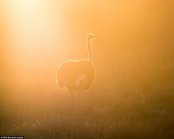　　    　　黄昏与黎明笼罩的世界往往让人迷醉。当摄影师Will Burrard-Lucas拿起他的照相机时，这些景色就好像经过魔棒点击一般散发着奇幻的味道。Lucas是2017年索尼世界摄影奖自然类大奖的得主，他在南非、赞比亚、博茨瓦纳、纳米比亚和乌干达的黎明与黄昏拍摄了很多野生动物，这些照片都是在逆光下拍摄而成的。  　　    　　    　　    　　这些照片令人叹为观止，温暖的阳光像金色的光环，狮子、河马、猫鼬和非洲野狗等动物沐浴在其中。有的照片只有轮廓，但可能是最震撼人心的。  　　    　　这张非洲猎狗的照片是Lucas最喜欢的，他说：“这些动物对我来说很特殊，因为追寻它们的踪迹十分困难。”  　　    　　博茨瓦纳中部的卡拉哈里野兽保护区，一只在草地上漫步的狮子。  　　33岁的Burrard-Lucas来自Beaconsfield，他向我们解释该如何完成这种迷人的逆光艺术：“逆光照片最好在光线又低又强的时候拍摄，因此黄昏和黎明最有利。让你的拍摄对象背对太阳时效果是最好的。为了找到最好的光照角度，我经常在地上滚来滚去。在拍摄时通常有两种曝光选择，一种是刻意曝光不足，这样你的拍摄主体就会呈现一个黑色轮廓，背景是一片橙色的天空。拍摄主体的形状美感越好，照片的效果就越好。”  　　“第二种选择是以拍摄主体为焦点曝光，让背景过曝。这会形成美丽的光晕效果，给人温暖的感觉。” “在非洲，黎明和黄昏时的光线可能偏暗，空气里烟尘较多。因此很多我最喜欢的照片都是在湿润的季节拍摄的，雨水让空气变得洁净，太阳接近地平线时的光线也会更强。”  　　    　　    　　四处漫步：坦桑尼亚塞伦盖蒂国家公园的一群斑马沐浴在尘土飞扬的光芒中。  　　    　　一只狮子栖息在Kidepo Valley国家公园的岩石上，阳光衬得它身姿雄伟 。  　　    　　一只猎豹在Liuwa Plain国家公园的草地中潜行，身后残阳如血 。  　　    　　    　　纳米比亚东北部Mudumu国家公园的羚羊。  　　“在拍摄到这些动物前我已在非洲旅行了10年。野狗非常难找到，它们濒临灭绝，总是在迁徙，生活范围很广，找它们就像大海捞针一样。现在我一见到它们，还是会激动地发抖。”  　　Lucas还擅长使用新型设备，如BeetleCam——一台装有数码单镜反光相机的遥控车。他还能搭建高清相机的伪装棚，以更好地拍摄动物。  　　BeetleCam帮助他拍下了非洲野狗的照片，如他所愿“获得了接近地面的逆光角度”。他还说：“我的目标就是拍出人们从未见过的野生动物照片。”  　　    　　一头角马在南非的Kgalagadi Transfrontier公园踏起尘土。  　　    　　赞比亚的Liuwa Plain国家公园里，角马们在橙粉色的天空下四处张望 。  　　    　　南非Kgalagadi Transfrontier公园中的一只鸵鸟。  　　    　　如果你想学习Lucas的摄影秘诀，可以注册他的免费野生动物摄影网课。  　　    　　壮观：纳米比亚的黑犀牛注视着镜头。  　　文章来自：界面新闻