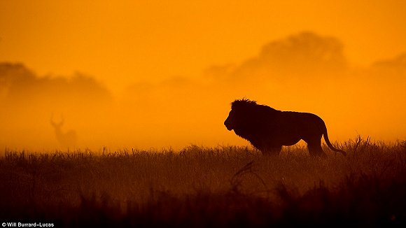 　　    　　黄昏与黎明笼罩的世界往往让人迷醉。当摄影师Will Burrard-Lucas拿起他的照相机时，这些景色就好像经过魔棒点击一般散发着奇幻的味道。Lucas是2017年索尼世界摄影奖自然类大奖的得主，他在南非、赞比亚、博茨瓦纳、纳米比亚和乌干达的黎明与黄昏拍摄了很多野生动物，这些照片都是在逆光下拍摄而成的。  　　    　　    　　    　　这些照片令人叹为观止，温暖的阳光像金色的光环，狮子、河马、猫鼬和非洲野狗等动物沐浴在其中。有的照片只有轮廓，但可能是最震撼人心的。  　　    　　这张非洲猎狗的照片是Lucas最喜欢的，他说：“这些动物对我来说很特殊，因为追寻它们的踪迹十分困难。”  　　    　　博茨瓦纳中部的卡拉哈里野兽保护区，一只在草地上漫步的狮子。  　　33岁的Burrard-Lucas来自Beaconsfield，他向我们解释该如何完成这种迷人的逆光艺术：“逆光照片最好在光线又低又强的时候拍摄，因此黄昏和黎明最有利。让你的拍摄对象背对太阳时效果是最好的。为了找到最好的光照角度，我经常在地上滚来滚去。在拍摄时通常有两种曝光选择，一种是刻意曝光不足，这样你的拍摄主体就会呈现一个黑色轮廓，背景是一片橙色的天空。拍摄主体的形状美感越好，照片的效果就越好。”  　　“第二种选择是以拍摄主体为焦点曝光，让背景过曝。这会形成美丽的光晕效果，给人温暖的感觉。” “在非洲，黎明和黄昏时的光线可能偏暗，空气里烟尘较多。因此很多我最喜欢的照片都是在湿润的季节拍摄的，雨水让空气变得洁净，太阳接近地平线时的光线也会更强。”  　　    　　    　　四处漫步：坦桑尼亚塞伦盖蒂国家公园的一群斑马沐浴在尘土飞扬的光芒中。  　　    　　一只狮子栖息在Kidepo Valley国家公园的岩石上，阳光衬得它身姿雄伟 。  　　    　　一只猎豹在Liuwa Plain国家公园的草地中潜行，身后残阳如血 。  　　    　　    　　纳米比亚东北部Mudumu国家公园的羚羊。  　　“在拍摄到这些动物前我已在非洲旅行了10年。野狗非常难找到，它们濒临灭绝，总是在迁徙，生活范围很广，找它们就像大海捞针一样。现在我一见到它们，还是会激动地发抖。”  　　Lucas还擅长使用新型设备，如BeetleCam——一台装有数码单镜反光相机的遥控车。他还能搭建高清相机的伪装棚，以更好地拍摄动物。  　　BeetleCam帮助他拍下了非洲野狗的照片，如他所愿“获得了接近地面的逆光角度”。他还说：“我的目标就是拍出人们从未见过的野生动物照片。”  　　    　　一头角马在南非的Kgalagadi Transfrontier公园踏起尘土。  　　    　　赞比亚的Liuwa Plain国家公园里，角马们在橙粉色的天空下四处张望 。  　　    　　南非Kgalagadi Transfrontier公园中的一只鸵鸟。  　　    　　如果你想学习Lucas的摄影秘诀，可以注册他的免费野生动物摄影网课。  　　    　　壮观：纳米比亚的黑犀牛注视着镜头。  　　文章来自：界面新闻