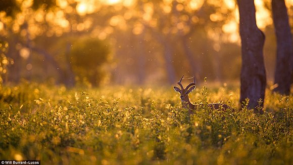 　　    　　黄昏与黎明笼罩的世界往往让人迷醉。当摄影师Will Burrard-Lucas拿起他的照相机时，这些景色就好像经过魔棒点击一般散发着奇幻的味道。Lucas是2017年索尼世界摄影奖自然类大奖的得主，他在南非、赞比亚、博茨瓦纳、纳米比亚和乌干达的黎明与黄昏拍摄了很多野生动物，这些照片都是在逆光下拍摄而成的。  　　    　　    　　    　　这些照片令人叹为观止，温暖的阳光像金色的光环，狮子、河马、猫鼬和非洲野狗等动物沐浴在其中。有的照片只有轮廓，但可能是最震撼人心的。  　　    　　这张非洲猎狗的照片是Lucas最喜欢的，他说：“这些动物对我来说很特殊，因为追寻它们的踪迹十分困难。”  　　    　　博茨瓦纳中部的卡拉哈里野兽保护区，一只在草地上漫步的狮子。  　　33岁的Burrard-Lucas来自Beaconsfield，他向我们解释该如何完成这种迷人的逆光艺术：“逆光照片最好在光线又低又强的时候拍摄，因此黄昏和黎明最有利。让你的拍摄对象背对太阳时效果是最好的。为了找到最好的光照角度，我经常在地上滚来滚去。在拍摄时通常有两种曝光选择，一种是刻意曝光不足，这样你的拍摄主体就会呈现一个黑色轮廓，背景是一片橙色的天空。拍摄主体的形状美感越好，照片的效果就越好。”  　　“第二种选择是以拍摄主体为焦点曝光，让背景过曝。这会形成美丽的光晕效果，给人温暖的感觉。” “在非洲，黎明和黄昏时的光线可能偏暗，空气里烟尘较多。因此很多我最喜欢的照片都是在湿润的季节拍摄的，雨水让空气变得洁净，太阳接近地平线时的光线也会更强。”  　　    　　    　　四处漫步：坦桑尼亚塞伦盖蒂国家公园的一群斑马沐浴在尘土飞扬的光芒中。  　　    　　一只狮子栖息在Kidepo Valley国家公园的岩石上，阳光衬得它身姿雄伟 。  　　    　　一只猎豹在Liuwa Plain国家公园的草地中潜行，身后残阳如血 。  　　    　　    　　纳米比亚东北部Mudumu国家公园的羚羊。  　　“在拍摄到这些动物前我已在非洲旅行了10年。野狗非常难找到，它们濒临灭绝，总是在迁徙，生活范围很广，找它们就像大海捞针一样。现在我一见到它们，还是会激动地发抖。”  　　Lucas还擅长使用新型设备，如BeetleCam——一台装有数码单镜反光相机的遥控车。他还能搭建高清相机的伪装棚，以更好地拍摄动物。  　　BeetleCam帮助他拍下了非洲野狗的照片，如他所愿“获得了接近地面的逆光角度”。他还说：“我的目标就是拍出人们从未见过的野生动物照片。”  　　    　　一头角马在南非的Kgalagadi Transfrontier公园踏起尘土。  　　    　　赞比亚的Liuwa Plain国家公园里，角马们在橙粉色的天空下四处张望 。  　　    　　南非Kgalagadi Transfrontier公园中的一只鸵鸟。  　　    　　如果你想学习Lucas的摄影秘诀，可以注册他的免费野生动物摄影网课。  　　    　　壮观：纳米比亚的黑犀牛注视着镜头。  　　文章来自：界面新闻