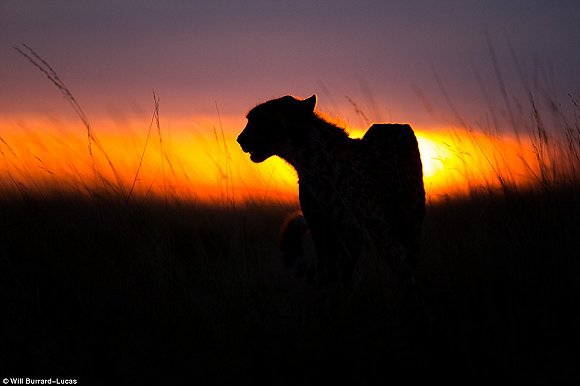 　　    　　黄昏与黎明笼罩的世界往往让人迷醉。当摄影师Will Burrard-Lucas拿起他的照相机时，这些景色就好像经过魔棒点击一般散发着奇幻的味道。Lucas是2017年索尼世界摄影奖自然类大奖的得主，他在南非、赞比亚、博茨瓦纳、纳米比亚和乌干达的黎明与黄昏拍摄了很多野生动物，这些照片都是在逆光下拍摄而成的。  　　    　　    　　    　　这些照片令人叹为观止，温暖的阳光像金色的光环，狮子、河马、猫鼬和非洲野狗等动物沐浴在其中。有的照片只有轮廓，但可能是最震撼人心的。  　　    　　这张非洲猎狗的照片是Lucas最喜欢的，他说：“这些动物对我来说很特殊，因为追寻它们的踪迹十分困难。”  　　    　　博茨瓦纳中部的卡拉哈里野兽保护区，一只在草地上漫步的狮子。  　　33岁的Burrard-Lucas来自Beaconsfield，他向我们解释该如何完成这种迷人的逆光艺术：“逆光照片最好在光线又低又强的时候拍摄，因此黄昏和黎明最有利。让你的拍摄对象背对太阳时效果是最好的。为了找到最好的光照角度，我经常在地上滚来滚去。在拍摄时通常有两种曝光选择，一种是刻意曝光不足，这样你的拍摄主体就会呈现一个黑色轮廓，背景是一片橙色的天空。拍摄主体的形状美感越好，照片的效果就越好。”  　　“第二种选择是以拍摄主体为焦点曝光，让背景过曝。这会形成美丽的光晕效果，给人温暖的感觉。” “在非洲，黎明和黄昏时的光线可能偏暗，空气里烟尘较多。因此很多我最喜欢的照片都是在湿润的季节拍摄的，雨水让空气变得洁净，太阳接近地平线时的光线也会更强。”  　　    　　    　　四处漫步：坦桑尼亚塞伦盖蒂国家公园的一群斑马沐浴在尘土飞扬的光芒中。  　　    　　一只狮子栖息在Kidepo Valley国家公园的岩石上，阳光衬得它身姿雄伟 。  　　    　　一只猎豹在Liuwa Plain国家公园的草地中潜行，身后残阳如血 。  　　    　　    　　纳米比亚东北部Mudumu国家公园的羚羊。  　　“在拍摄到这些动物前我已在非洲旅行了10年。野狗非常难找到，它们濒临灭绝，总是在迁徙，生活范围很广，找它们就像大海捞针一样。现在我一见到它们，还是会激动地发抖。”  　　Lucas还擅长使用新型设备，如BeetleCam——一台装有数码单镜反光相机的遥控车。他还能搭建高清相机的伪装棚，以更好地拍摄动物。  　　BeetleCam帮助他拍下了非洲野狗的照片，如他所愿“获得了接近地面的逆光角度”。他还说：“我的目标就是拍出人们从未见过的野生动物照片。”  　　    　　一头角马在南非的Kgalagadi Transfrontier公园踏起尘土。  　　    　　赞比亚的Liuwa Plain国家公园里，角马们在橙粉色的天空下四处张望 。  　　    　　南非Kgalagadi Transfrontier公园中的一只鸵鸟。  　　    　　如果你想学习Lucas的摄影秘诀，可以注册他的免费野生动物摄影网课。  　　    　　壮观：纳米比亚的黑犀牛注视着镜头。  　　文章来自：界面新闻