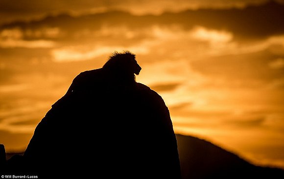 　　    　　黄昏与黎明笼罩的世界往往让人迷醉。当摄影师Will Burrard-Lucas拿起他的照相机时，这些景色就好像经过魔棒点击一般散发着奇幻的味道。Lucas是2017年索尼世界摄影奖自然类大奖的得主，他在南非、赞比亚、博茨瓦纳、纳米比亚和乌干达的黎明与黄昏拍摄了很多野生动物，这些照片都是在逆光下拍摄而成的。  　　    　　    　　    　　这些照片令人叹为观止，温暖的阳光像金色的光环，狮子、河马、猫鼬和非洲野狗等动物沐浴在其中。有的照片只有轮廓，但可能是最震撼人心的。  　　    　　这张非洲猎狗的照片是Lucas最喜欢的，他说：“这些动物对我来说很特殊，因为追寻它们的踪迹十分困难。”  　　    　　博茨瓦纳中部的卡拉哈里野兽保护区，一只在草地上漫步的狮子。  　　33岁的Burrard-Lucas来自Beaconsfield，他向我们解释该如何完成这种迷人的逆光艺术：“逆光照片最好在光线又低又强的时候拍摄，因此黄昏和黎明最有利。让你的拍摄对象背对太阳时效果是最好的。为了找到最好的光照角度，我经常在地上滚来滚去。在拍摄时通常有两种曝光选择，一种是刻意曝光不足，这样你的拍摄主体就会呈现一个黑色轮廓，背景是一片橙色的天空。拍摄主体的形状美感越好，照片的效果就越好。”  　　“第二种选择是以拍摄主体为焦点曝光，让背景过曝。这会形成美丽的光晕效果，给人温暖的感觉。” “在非洲，黎明和黄昏时的光线可能偏暗，空气里烟尘较多。因此很多我最喜欢的照片都是在湿润的季节拍摄的，雨水让空气变得洁净，太阳接近地平线时的光线也会更强。”  　　    　　    　　四处漫步：坦桑尼亚塞伦盖蒂国家公园的一群斑马沐浴在尘土飞扬的光芒中。  　　    　　一只狮子栖息在Kidepo Valley国家公园的岩石上，阳光衬得它身姿雄伟 。  　　    　　一只猎豹在Liuwa Plain国家公园的草地中潜行，身后残阳如血 。  　　    　　    　　纳米比亚东北部Mudumu国家公园的羚羊。  　　“在拍摄到这些动物前我已在非洲旅行了10年。野狗非常难找到，它们濒临灭绝，总是在迁徙，生活范围很广，找它们就像大海捞针一样。现在我一见到它们，还是会激动地发抖。”  　　Lucas还擅长使用新型设备，如BeetleCam——一台装有数码单镜反光相机的遥控车。他还能搭建高清相机的伪装棚，以更好地拍摄动物。  　　BeetleCam帮助他拍下了非洲野狗的照片，如他所愿“获得了接近地面的逆光角度”。他还说：“我的目标就是拍出人们从未见过的野生动物照片。”  　　    　　一头角马在南非的Kgalagadi Transfrontier公园踏起尘土。  　　    　　赞比亚的Liuwa Plain国家公园里，角马们在橙粉色的天空下四处张望 。  　　    　　南非Kgalagadi Transfrontier公园中的一只鸵鸟。  　　    　　如果你想学习Lucas的摄影秘诀，可以注册他的免费野生动物摄影网课。  　　    　　壮观：纳米比亚的黑犀牛注视着镜头。  　　文章来自：界面新闻