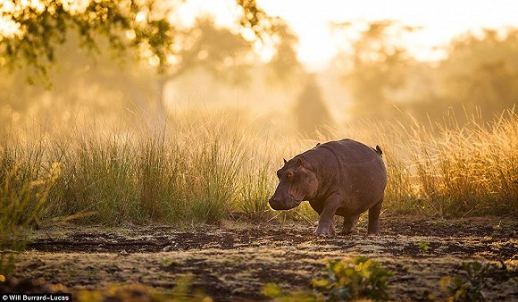 　　    　　黄昏与黎明笼罩的世界往往让人迷醉。当摄影师Will Burrard-Lucas拿起他的照相机时，这些景色就好像经过魔棒点击一般散发着奇幻的味道。Lucas是2017年索尼世界摄影奖自然类大奖的得主，他在南非、赞比亚、博茨瓦纳、纳米比亚和乌干达的黎明与黄昏拍摄了很多野生动物，这些照片都是在逆光下拍摄而成的。  　　    　　    　　    　　这些照片令人叹为观止，温暖的阳光像金色的光环，狮子、河马、猫鼬和非洲野狗等动物沐浴在其中。有的照片只有轮廓，但可能是最震撼人心的。  　　    　　这张非洲猎狗的照片是Lucas最喜欢的，他说：“这些动物对我来说很特殊，因为追寻它们的踪迹十分困难。”  　　    　　博茨瓦纳中部的卡拉哈里野兽保护区，一只在草地上漫步的狮子。  　　33岁的Burrard-Lucas来自Beaconsfield，他向我们解释该如何完成这种迷人的逆光艺术：“逆光照片最好在光线又低又强的时候拍摄，因此黄昏和黎明最有利。让你的拍摄对象背对太阳时效果是最好的。为了找到最好的光照角度，我经常在地上滚来滚去。在拍摄时通常有两种曝光选择，一种是刻意曝光不足，这样你的拍摄主体就会呈现一个黑色轮廓，背景是一片橙色的天空。拍摄主体的形状美感越好，照片的效果就越好。”  　　“第二种选择是以拍摄主体为焦点曝光，让背景过曝。这会形成美丽的光晕效果，给人温暖的感觉。” “在非洲，黎明和黄昏时的光线可能偏暗，空气里烟尘较多。因此很多我最喜欢的照片都是在湿润的季节拍摄的，雨水让空气变得洁净，太阳接近地平线时的光线也会更强。”  　　    　　    　　四处漫步：坦桑尼亚塞伦盖蒂国家公园的一群斑马沐浴在尘土飞扬的光芒中。  　　    　　一只狮子栖息在Kidepo Valley国家公园的岩石上，阳光衬得它身姿雄伟 。  　　    　　一只猎豹在Liuwa Plain国家公园的草地中潜行，身后残阳如血 。  　　    　　    　　纳米比亚东北部Mudumu国家公园的羚羊。  　　“在拍摄到这些动物前我已在非洲旅行了10年。野狗非常难找到，它们濒临灭绝，总是在迁徙，生活范围很广，找它们就像大海捞针一样。现在我一见到它们，还是会激动地发抖。”  　　Lucas还擅长使用新型设备，如BeetleCam——一台装有数码单镜反光相机的遥控车。他还能搭建高清相机的伪装棚，以更好地拍摄动物。  　　BeetleCam帮助他拍下了非洲野狗的照片，如他所愿“获得了接近地面的逆光角度”。他还说：“我的目标就是拍出人们从未见过的野生动物照片。”  　　    　　一头角马在南非的Kgalagadi Transfrontier公园踏起尘土。  　　    　　赞比亚的Liuwa Plain国家公园里，角马们在橙粉色的天空下四处张望 。  　　    　　南非Kgalagadi Transfrontier公园中的一只鸵鸟。  　　    　　如果你想学习Lucas的摄影秘诀，可以注册他的免费野生动物摄影网课。  　　    　　壮观：纳米比亚的黑犀牛注视着镜头。  　　文章来自：界面新闻