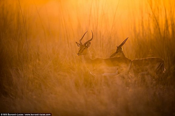 　　    　　黄昏与黎明笼罩的世界往往让人迷醉。当摄影师Will Burrard-Lucas拿起他的照相机时，这些景色就好像经过魔棒点击一般散发着奇幻的味道。Lucas是2017年索尼世界摄影奖自然类大奖的得主，他在南非、赞比亚、博茨瓦纳、纳米比亚和乌干达的黎明与黄昏拍摄了很多野生动物，这些照片都是在逆光下拍摄而成的。  　　    　　    　　    　　这些照片令人叹为观止，温暖的阳光像金色的光环，狮子、河马、猫鼬和非洲野狗等动物沐浴在其中。有的照片只有轮廓，但可能是最震撼人心的。  　　    　　这张非洲猎狗的照片是Lucas最喜欢的，他说：“这些动物对我来说很特殊，因为追寻它们的踪迹十分困难。”  　　    　　博茨瓦纳中部的卡拉哈里野兽保护区，一只在草地上漫步的狮子。  　　33岁的Burrard-Lucas来自Beaconsfield，他向我们解释该如何完成这种迷人的逆光艺术：“逆光照片最好在光线又低又强的时候拍摄，因此黄昏和黎明最有利。让你的拍摄对象背对太阳时效果是最好的。为了找到最好的光照角度，我经常在地上滚来滚去。在拍摄时通常有两种曝光选择，一种是刻意曝光不足，这样你的拍摄主体就会呈现一个黑色轮廓，背景是一片橙色的天空。拍摄主体的形状美感越好，照片的效果就越好。”  　　“第二种选择是以拍摄主体为焦点曝光，让背景过曝。这会形成美丽的光晕效果，给人温暖的感觉。” “在非洲，黎明和黄昏时的光线可能偏暗，空气里烟尘较多。因此很多我最喜欢的照片都是在湿润的季节拍摄的，雨水让空气变得洁净，太阳接近地平线时的光线也会更强。”  　　    　　    　　四处漫步：坦桑尼亚塞伦盖蒂国家公园的一群斑马沐浴在尘土飞扬的光芒中。  　　    　　一只狮子栖息在Kidepo Valley国家公园的岩石上，阳光衬得它身姿雄伟 。  　　    　　一只猎豹在Liuwa Plain国家公园的草地中潜行，身后残阳如血 。  　　    　　    　　纳米比亚东北部Mudumu国家公园的羚羊。  　　“在拍摄到这些动物前我已在非洲旅行了10年。野狗非常难找到，它们濒临灭绝，总是在迁徙，生活范围很广，找它们就像大海捞针一样。现在我一见到它们，还是会激动地发抖。”  　　Lucas还擅长使用新型设备，如BeetleCam——一台装有数码单镜反光相机的遥控车。他还能搭建高清相机的伪装棚，以更好地拍摄动物。  　　BeetleCam帮助他拍下了非洲野狗的照片，如他所愿“获得了接近地面的逆光角度”。他还说：“我的目标就是拍出人们从未见过的野生动物照片。”  　　    　　一头角马在南非的Kgalagadi Transfrontier公园踏起尘土。  　　    　　赞比亚的Liuwa Plain国家公园里，角马们在橙粉色的天空下四处张望 。  　　    　　南非Kgalagadi Transfrontier公园中的一只鸵鸟。  　　    　　如果你想学习Lucas的摄影秘诀，可以注册他的免费野生动物摄影网课。  　　    　　壮观：纳米比亚的黑犀牛注视着镜头。  　　文章来自：界面新闻