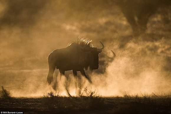 　　    　　黄昏与黎明笼罩的世界往往让人迷醉。当摄影师Will Burrard-Lucas拿起他的照相机时，这些景色就好像经过魔棒点击一般散发着奇幻的味道。Lucas是2017年索尼世界摄影奖自然类大奖的得主，他在南非、赞比亚、博茨瓦纳、纳米比亚和乌干达的黎明与黄昏拍摄了很多野生动物，这些照片都是在逆光下拍摄而成的。  　　    　　    　　    　　这些照片令人叹为观止，温暖的阳光像金色的光环，狮子、河马、猫鼬和非洲野狗等动物沐浴在其中。有的照片只有轮廓，但可能是最震撼人心的。  　　    　　这张非洲猎狗的照片是Lucas最喜欢的，他说：“这些动物对我来说很特殊，因为追寻它们的踪迹十分困难。”  　　    　　博茨瓦纳中部的卡拉哈里野兽保护区，一只在草地上漫步的狮子。  　　33岁的Burrard-Lucas来自Beaconsfield，他向我们解释该如何完成这种迷人的逆光艺术：“逆光照片最好在光线又低又强的时候拍摄，因此黄昏和黎明最有利。让你的拍摄对象背对太阳时效果是最好的。为了找到最好的光照角度，我经常在地上滚来滚去。在拍摄时通常有两种曝光选择，一种是刻意曝光不足，这样你的拍摄主体就会呈现一个黑色轮廓，背景是一片橙色的天空。拍摄主体的形状美感越好，照片的效果就越好。”  　　“第二种选择是以拍摄主体为焦点曝光，让背景过曝。这会形成美丽的光晕效果，给人温暖的感觉。” “在非洲，黎明和黄昏时的光线可能偏暗，空气里烟尘较多。因此很多我最喜欢的照片都是在湿润的季节拍摄的，雨水让空气变得洁净，太阳接近地平线时的光线也会更强。”  　　    　　    　　四处漫步：坦桑尼亚塞伦盖蒂国家公园的一群斑马沐浴在尘土飞扬的光芒中。  　　    　　一只狮子栖息在Kidepo Valley国家公园的岩石上，阳光衬得它身姿雄伟 。  　　    　　一只猎豹在Liuwa Plain国家公园的草地中潜行，身后残阳如血 。  　　    　　    　　纳米比亚东北部Mudumu国家公园的羚羊。  　　“在拍摄到这些动物前我已在非洲旅行了10年。野狗非常难找到，它们濒临灭绝，总是在迁徙，生活范围很广，找它们就像大海捞针一样。现在我一见到它们，还是会激动地发抖。”  　　Lucas还擅长使用新型设备，如BeetleCam——一台装有数码单镜反光相机的遥控车。他还能搭建高清相机的伪装棚，以更好地拍摄动物。  　　BeetleCam帮助他拍下了非洲野狗的照片，如他所愿“获得了接近地面的逆光角度”。他还说：“我的目标就是拍出人们从未见过的野生动物照片。”  　　    　　一头角马在南非的Kgalagadi Transfrontier公园踏起尘土。  　　    　　赞比亚的Liuwa Plain国家公园里，角马们在橙粉色的天空下四处张望 。  　　    　　南非Kgalagadi Transfrontier公园中的一只鸵鸟。  　　    　　如果你想学习Lucas的摄影秘诀，可以注册他的免费野生动物摄影网课。  　　    　　壮观：纳米比亚的黑犀牛注视着镜头。  　　文章来自：界面新闻