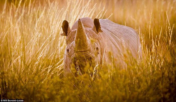 　　    　　黄昏与黎明笼罩的世界往往让人迷醉。当摄影师Will Burrard-Lucas拿起他的照相机时，这些景色就好像经过魔棒点击一般散发着奇幻的味道。Lucas是2017年索尼世界摄影奖自然类大奖的得主，他在南非、赞比亚、博茨瓦纳、纳米比亚和乌干达的黎明与黄昏拍摄了很多野生动物，这些照片都是在逆光下拍摄而成的。  　　    　　    　　    　　这些照片令人叹为观止，温暖的阳光像金色的光环，狮子、河马、猫鼬和非洲野狗等动物沐浴在其中。有的照片只有轮廓，但可能是最震撼人心的。  　　    　　这张非洲猎狗的照片是Lucas最喜欢的，他说：“这些动物对我来说很特殊，因为追寻它们的踪迹十分困难。”  　　    　　博茨瓦纳中部的卡拉哈里野兽保护区，一只在草地上漫步的狮子。  　　33岁的Burrard-Lucas来自Beaconsfield，他向我们解释该如何完成这种迷人的逆光艺术：“逆光照片最好在光线又低又强的时候拍摄，因此黄昏和黎明最有利。让你的拍摄对象背对太阳时效果是最好的。为了找到最好的光照角度，我经常在地上滚来滚去。在拍摄时通常有两种曝光选择，一种是刻意曝光不足，这样你的拍摄主体就会呈现一个黑色轮廓，背景是一片橙色的天空。拍摄主体的形状美感越好，照片的效果就越好。”  　　“第二种选择是以拍摄主体为焦点曝光，让背景过曝。这会形成美丽的光晕效果，给人温暖的感觉。” “在非洲，黎明和黄昏时的光线可能偏暗，空气里烟尘较多。因此很多我最喜欢的照片都是在湿润的季节拍摄的，雨水让空气变得洁净，太阳接近地平线时的光线也会更强。”  　　    　　    　　四处漫步：坦桑尼亚塞伦盖蒂国家公园的一群斑马沐浴在尘土飞扬的光芒中。  　　    　　一只狮子栖息在Kidepo Valley国家公园的岩石上，阳光衬得它身姿雄伟 。  　　    　　一只猎豹在Liuwa Plain国家公园的草地中潜行，身后残阳如血 。  　　    　　    　　纳米比亚东北部Mudumu国家公园的羚羊。  　　“在拍摄到这些动物前我已在非洲旅行了10年。野狗非常难找到，它们濒临灭绝，总是在迁徙，生活范围很广，找它们就像大海捞针一样。现在我一见到它们，还是会激动地发抖。”  　　Lucas还擅长使用新型设备，如BeetleCam——一台装有数码单镜反光相机的遥控车。他还能搭建高清相机的伪装棚，以更好地拍摄动物。  　　BeetleCam帮助他拍下了非洲野狗的照片，如他所愿“获得了接近地面的逆光角度”。他还说：“我的目标就是拍出人们从未见过的野生动物照片。”  　　    　　一头角马在南非的Kgalagadi Transfrontier公园踏起尘土。  　　    　　赞比亚的Liuwa Plain国家公园里，角马们在橙粉色的天空下四处张望 。  　　    　　南非Kgalagadi Transfrontier公园中的一只鸵鸟。  　　    　　如果你想学习Lucas的摄影秘诀，可以注册他的免费野生动物摄影网课。  　　    　　壮观：纳米比亚的黑犀牛注视着镜头。  　　文章来自：界面新闻
