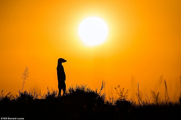 　　    　　黄昏与黎明笼罩的世界往往让人迷醉。当摄影师Will Burrard-Lucas拿起他的照相机时，这些景色就好像经过魔棒点击一般散发着奇幻的味道。Lucas是2017年索尼世界摄影奖自然类大奖的得主，他在南非、赞比亚、博茨瓦纳、纳米比亚和乌干达的黎明与黄昏拍摄了很多野生动物，这些照片都是在逆光下拍摄而成的。  　　    　　    　　    　　这些照片令人叹为观止，温暖的阳光像金色的光环，狮子、河马、猫鼬和非洲野狗等动物沐浴在其中。有的照片只有轮廓，但可能是最震撼人心的。  　　    　　这张非洲猎狗的照片是Lucas最喜欢的，他说：“这些动物对我来说很特殊，因为追寻它们的踪迹十分困难。”  　　    　　博茨瓦纳中部的卡拉哈里野兽保护区，一只在草地上漫步的狮子。  　　33岁的Burrard-Lucas来自Beaconsfield，他向我们解释该如何完成这种迷人的逆光艺术：“逆光照片最好在光线又低又强的时候拍摄，因此黄昏和黎明最有利。让你的拍摄对象背对太阳时效果是最好的。为了找到最好的光照角度，我经常在地上滚来滚去。在拍摄时通常有两种曝光选择，一种是刻意曝光不足，这样你的拍摄主体就会呈现一个黑色轮廓，背景是一片橙色的天空。拍摄主体的形状美感越好，照片的效果就越好。”  　　“第二种选择是以拍摄主体为焦点曝光，让背景过曝。这会形成美丽的光晕效果，给人温暖的感觉。” “在非洲，黎明和黄昏时的光线可能偏暗，空气里烟尘较多。因此很多我最喜欢的照片都是在湿润的季节拍摄的，雨水让空气变得洁净，太阳接近地平线时的光线也会更强。”  　　    　　    　　四处漫步：坦桑尼亚塞伦盖蒂国家公园的一群斑马沐浴在尘土飞扬的光芒中。  　　    　　一只狮子栖息在Kidepo Valley国家公园的岩石上，阳光衬得它身姿雄伟 。  　　    　　一只猎豹在Liuwa Plain国家公园的草地中潜行，身后残阳如血 。  　　    　　    　　纳米比亚东北部Mudumu国家公园的羚羊。  　　“在拍摄到这些动物前我已在非洲旅行了10年。野狗非常难找到，它们濒临灭绝，总是在迁徙，生活范围很广，找它们就像大海捞针一样。现在我一见到它们，还是会激动地发抖。”  　　Lucas还擅长使用新型设备，如BeetleCam——一台装有数码单镜反光相机的遥控车。他还能搭建高清相机的伪装棚，以更好地拍摄动物。  　　BeetleCam帮助他拍下了非洲野狗的照片，如他所愿“获得了接近地面的逆光角度”。他还说：“我的目标就是拍出人们从未见过的野生动物照片。”  　　    　　一头角马在南非的Kgalagadi Transfrontier公园踏起尘土。  　　    　　赞比亚的Liuwa Plain国家公园里，角马们在橙粉色的天空下四处张望 。  　　    　　南非Kgalagadi Transfrontier公园中的一只鸵鸟。  　　    　　如果你想学习Lucas的摄影秘诀，可以注册他的免费野生动物摄影网课。  　　    　　壮观：纳米比亚的黑犀牛注视着镜头。  　　文章来自：界面新闻