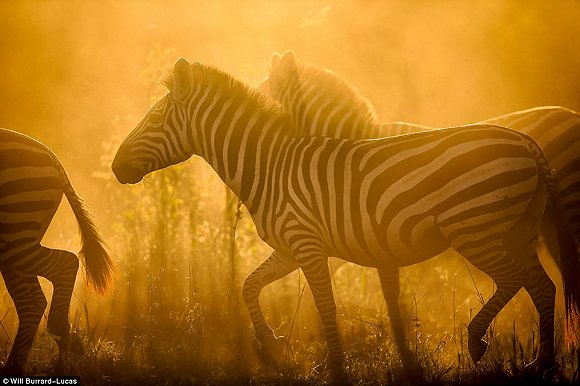 　　    　　黄昏与黎明笼罩的世界往往让人迷醉。当摄影师Will Burrard-Lucas拿起他的照相机时，这些景色就好像经过魔棒点击一般散发着奇幻的味道。Lucas是2017年索尼世界摄影奖自然类大奖的得主，他在南非、赞比亚、博茨瓦纳、纳米比亚和乌干达的黎明与黄昏拍摄了很多野生动物，这些照片都是在逆光下拍摄而成的。  　　    　　    　　    　　这些照片令人叹为观止，温暖的阳光像金色的光环，狮子、河马、猫鼬和非洲野狗等动物沐浴在其中。有的照片只有轮廓，但可能是最震撼人心的。  　　    　　这张非洲猎狗的照片是Lucas最喜欢的，他说：“这些动物对我来说很特殊，因为追寻它们的踪迹十分困难。”  　　    　　博茨瓦纳中部的卡拉哈里野兽保护区，一只在草地上漫步的狮子。  　　33岁的Burrard-Lucas来自Beaconsfield，他向我们解释该如何完成这种迷人的逆光艺术：“逆光照片最好在光线又低又强的时候拍摄，因此黄昏和黎明最有利。让你的拍摄对象背对太阳时效果是最好的。为了找到最好的光照角度，我经常在地上滚来滚去。在拍摄时通常有两种曝光选择，一种是刻意曝光不足，这样你的拍摄主体就会呈现一个黑色轮廓，背景是一片橙色的天空。拍摄主体的形状美感越好，照片的效果就越好。”  　　“第二种选择是以拍摄主体为焦点曝光，让背景过曝。这会形成美丽的光晕效果，给人温暖的感觉。” “在非洲，黎明和黄昏时的光线可能偏暗，空气里烟尘较多。因此很多我最喜欢的照片都是在湿润的季节拍摄的，雨水让空气变得洁净，太阳接近地平线时的光线也会更强。”  　　    　　    　　四处漫步：坦桑尼亚塞伦盖蒂国家公园的一群斑马沐浴在尘土飞扬的光芒中。  　　    　　一只狮子栖息在Kidepo Valley国家公园的岩石上，阳光衬得它身姿雄伟 。  　　    　　一只猎豹在Liuwa Plain国家公园的草地中潜行，身后残阳如血 。  　　    　　    　　纳米比亚东北部Mudumu国家公园的羚羊。  　　“在拍摄到这些动物前我已在非洲旅行了10年。野狗非常难找到，它们濒临灭绝，总是在迁徙，生活范围很广，找它们就像大海捞针一样。现在我一见到它们，还是会激动地发抖。”  　　Lucas还擅长使用新型设备，如BeetleCam——一台装有数码单镜反光相机的遥控车。他还能搭建高清相机的伪装棚，以更好地拍摄动物。  　　BeetleCam帮助他拍下了非洲野狗的照片，如他所愿“获得了接近地面的逆光角度”。他还说：“我的目标就是拍出人们从未见过的野生动物照片。”  　　    　　一头角马在南非的Kgalagadi Transfrontier公园踏起尘土。  　　    　　赞比亚的Liuwa Plain国家公园里，角马们在橙粉色的天空下四处张望 。  　　    　　南非Kgalagadi Transfrontier公园中的一只鸵鸟。  　　    　　如果你想学习Lucas的摄影秘诀，可以注册他的免费野生动物摄影网课。  　　    　　壮观：纳米比亚的黑犀牛注视着镜头。  　　文章来自：界面新闻