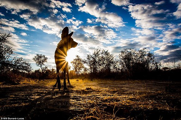 　　    　　黄昏与黎明笼罩的世界往往让人迷醉。当摄影师Will Burrard-Lucas拿起他的照相机时，这些景色就好像经过魔棒点击一般散发着奇幻的味道。Lucas是2017年索尼世界摄影奖自然类大奖的得主，他在南非、赞比亚、博茨瓦纳、纳米比亚和乌干达的黎明与黄昏拍摄了很多野生动物，这些照片都是在逆光下拍摄而成的。  　　    　　    　　    　　这些照片令人叹为观止，温暖的阳光像金色的光环，狮子、河马、猫鼬和非洲野狗等动物沐浴在其中。有的照片只有轮廓，但可能是最震撼人心的。  　　    　　这张非洲猎狗的照片是Lucas最喜欢的，他说：“这些动物对我来说很特殊，因为追寻它们的踪迹十分困难。”  　　    　　博茨瓦纳中部的卡拉哈里野兽保护区，一只在草地上漫步的狮子。  　　33岁的Burrard-Lucas来自Beaconsfield，他向我们解释该如何完成这种迷人的逆光艺术：“逆光照片最好在光线又低又强的时候拍摄，因此黄昏和黎明最有利。让你的拍摄对象背对太阳时效果是最好的。为了找到最好的光照角度，我经常在地上滚来滚去。在拍摄时通常有两种曝光选择，一种是刻意曝光不足，这样你的拍摄主体就会呈现一个黑色轮廓，背景是一片橙色的天空。拍摄主体的形状美感越好，照片的效果就越好。”  　　“第二种选择是以拍摄主体为焦点曝光，让背景过曝。这会形成美丽的光晕效果，给人温暖的感觉。” “在非洲，黎明和黄昏时的光线可能偏暗，空气里烟尘较多。因此很多我最喜欢的照片都是在湿润的季节拍摄的，雨水让空气变得洁净，太阳接近地平线时的光线也会更强。”  　　    　　    　　四处漫步：坦桑尼亚塞伦盖蒂国家公园的一群斑马沐浴在尘土飞扬的光芒中。  　　    　　一只狮子栖息在Kidepo Valley国家公园的岩石上，阳光衬得它身姿雄伟 。  　　    　　一只猎豹在Liuwa Plain国家公园的草地中潜行，身后残阳如血 。  　　    　　    　　纳米比亚东北部Mudumu国家公园的羚羊。  　　“在拍摄到这些动物前我已在非洲旅行了10年。野狗非常难找到，它们濒临灭绝，总是在迁徙，生活范围很广，找它们就像大海捞针一样。现在我一见到它们，还是会激动地发抖。”  　　Lucas还擅长使用新型设备，如BeetleCam——一台装有数码单镜反光相机的遥控车。他还能搭建高清相机的伪装棚，以更好地拍摄动物。  　　BeetleCam帮助他拍下了非洲野狗的照片，如他所愿“获得了接近地面的逆光角度”。他还说：“我的目标就是拍出人们从未见过的野生动物照片。”  　　    　　一头角马在南非的Kgalagadi Transfrontier公园踏起尘土。  　　    　　赞比亚的Liuwa Plain国家公园里，角马们在橙粉色的天空下四处张望 。  　　    　　南非Kgalagadi Transfrontier公园中的一只鸵鸟。  　　    　　如果你想学习Lucas的摄影秘诀，可以注册他的免费野生动物摄影网课。  　　    　　壮观：纳米比亚的黑犀牛注视着镜头。  　　文章来自：界面新闻