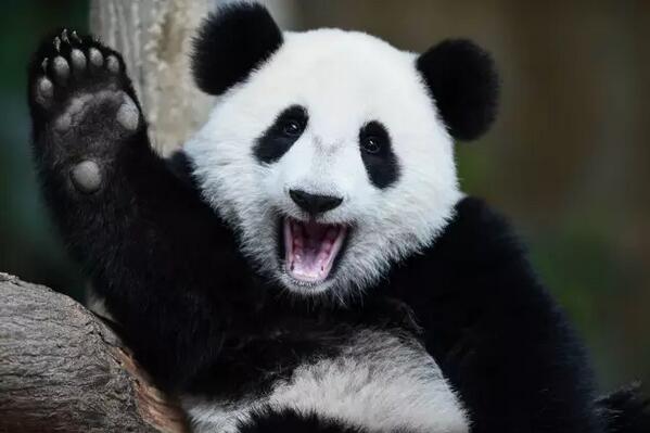 　　在很多人看来，非洲几乎与动物划上了等号，去非洲就是去看动物。非洲的动物是这样的：  　　    　　这样的：  　　    　　或者是这样的：  　　    　　非洲的动物似乎总是成群结队，浩浩荡荡，游人可以像个骄傲的将军一样坐在游猎车里，指着东非大草原说：  　　“给我来一打长颈鹿!”  　　“要一个团的羚羊!”  　　“嗯，安排三个师的角马!”  　　……  　　然而，小布要忧伤地告诉大家，非洲虽是野生动物的乐土，但由于自然条件的恶化和人类的捕猎，很多动物正在逐年锐减，有的甚至濒临灭绝。想想毛里求斯的渡渡鸟吧!作为毛求的国鸟，它如今只存在于人们的想象里、绘画中，以及那块国徽上。  　　    　　如果有人去非洲看到下面的五种濒危动物，你一定是捡到宝了，回国后一定要请小布吃冰淇淋 ^_^  　　黑犀牛  　　黑犀素有脾气不好的恶名， 有时会攻击车辆、人和营地。 黑犀牛的皮肤很坚硬，但其褶缝里的皮肤十分娇嫩，总有寄生虫生在其中。犀牛鸟是犀牛天生的搭档，它们通常停在犀牛的身上到处找寄生虫吃。作为回报，当有大型猛兽出现时，犀牛鸟会发出一种很小的警告声音，犀牛便会警惕起来并及早做好反击或逃跑的准备。小布要说，他俩真是天生的好基友好搭档!  　　    　　白犀牛  　　白犀牛和黑犀牛可不是颜色的区别，因为他们都是灰黑色的。之所以这么叫，是源于从荷兰语到英语的翻译错误。在荷兰语里，白犀牛叫“weit”，意思是“宽”(主要是指它的宽唇)，但英语把它翻译成了“白色”。这样，另一个就成了黑犀牛了——真是躺着也中枪啊!  　　听了小布的科普，聪明的你应该知道黑白犀牛的真正区别了：黑犀牛嘴巴的前端是一个尖勾状，更适合吃树叶;白犀牛的嘴前端则是宽的，更适合吃草。  　　    　　在东非游猎，看到狮子、豹子不难，要碰到黑白犀牛，那真跟中了彩票一样。不过，在坦桑尼亚的恩戈罗恩戈罗火山口，你有更大的几率找到它们。如果你去了肯尼亚的甜水私人保护区，那就百分百能看到了，甚至可以近距离接触。知道为什么吗?嘿嘿，那可是东非最大的黑犀牛禁猎区啊。  　　细纹斑马  　　斑马是东非大草原上最常见的动物，但是它们都是粗条纹的平原斑马，细纹斑马可不容易见到。如果你非要看细纹斑马，或许还得去一趟肯尼亚的桑布鲁。  　　与普通斑马相比，细纹斑马个高耳大，那细细的条纹总是透着几分性感，让人遐想无数。但是，由于受到偷猎、疾病以及水源和牧草资源不足等因素的影响，这一俊美的斑马族群正在急剧下降。如果不采取措施，这一濒危动物将走向灭绝。  　　    　　山地大猩猩  　　据世界自然基金会统计，目前世界上仅存880只山地大猩猩，它们生活在卢旺达、刚果(金)和乌干达三国交界处的维龙加山脉及乌干达布温迪国家公园。主要在海拔2500至4000米的山地森林和竹林生活，它们在白天活动，由于需要大量食物，所以大部分时间都在进食。  　　    　　电影《金刚》里的主角大猩猩凶残成性，皮粗肉厚，刀枪不入，生人不敢接近。不过现实中，大猩猩却是非常平和的素食者，被称作“温柔的巨人”。  　　    　　然而，这些大猩猩却因人类的猎杀和环境因素而濒临灭绝，数量一直在暴跌。  　　就在前不久，为加强保护极度濒危的山地大猩猩，在卢旺达追踪山地大猩猩的许可证费用上涨至每人1500美元。小布一边打心底里支持这种行为，一边摸着扁扁的腰包感慨：看动物真的要趁早啊!  　　非洲象  　　非洲象是陆地上最大的哺乳动物，狮子也要敬它三分——听说19世纪末，比利时的利奥波德二世在刚果训练的大象会主动追逐狮子。大象是群居动物，小布曾经在塔兰吉雷国家公园看到过最多的象群，大象母子一起散步的场面真是无比温馨哪!  　　    　　谁说大象不会跳舞，小布就看过跳舞的大象。  　　    　　可悲的是，几个世纪以来，为了满足对象牙的需求，大象的生存环境正在面临威胁。非洲大象正面临前所未有的危机，每15分钟就有一头大象因象牙而遭到猎杀。  　　    　　非洲的濒危野生动物还有不少，不忍再列下去了。小布只想说，这些濒危动物之于非洲，就像大熊猫之于中国一样。可喜的是，经过数十年的努力，大熊猫已不再是濒危物种。由于中国大熊猫数量反弹，就在去年，大熊猫的官方地位已经从“濒危”变为“易危”。小布的心里突然涌起了一个马丁路德金那样伟大的梦想——真希望非洲的濒危动物和中国的大熊猫都能子孙满堂啊!  　　    　　小布最近在地铁里看到很多IFAW(国际爱护动物基金会)的公益广告，主题是“拯救大象罗拉——对象牙制品说不”。有袁熙坤、王石、王珞丹、李宇春、小柯等为其代言。小布对小柯那张海报印象特别深刻(毕竟都姓“小”咯)——“大自然的声音是最美妙的音乐，除了大象的悲鸣”。  　　    　　虽然人微言轻，小布相信平凡人的努力亦可成就非凡，我们一起承诺：  　　我不会通过杀戮、购买、收藏、送礼、贩运的方式纵容或允许非法野生动植物贸易蔓延。  　　希望非洲的草原上永远奔跑着狮子羚羊、角马斑马;  　　希望丛林中不经意间会走出一只长颈鹿;  　　希望看到大象母子相依走过一棵金合欢树，金合欢树后面有一轮火红的夕阳。  　　……  　　希望未来这样的场面不仅仅存在于我们的讲述中，而是真实地发生在眼前。  　　    　　文章来自：波布非洲