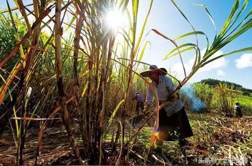 　　相对其他大陆来说，非洲大陆给人的形象就是贫穷、落后的代名词。在评选全球最穷的10个国家中，有九个是位于非洲大陆上，足可见非洲的贫穷程度。虽说如此，非洲还是有部分发展的挺不错，除了我们所属子的南非外，还有就是毛里求斯。  　　    　　毛里求斯是位于非洲大陆东部沿海上的一个岛国，在15世纪初的时候，这里是一片渺无人烟的地方，到处都是原始森林，知道16世纪初葡萄牙航海家第一次登上毛里求斯，并给此岛命名，由于岛上有很多蝙蝠，因而取名蝙蝠岛。  　　    　　毛里求斯先后成了葡萄牙、荷兰、法国、英国人的殖民地，直到1968年，毛里求斯才从英国人手中获得独立，独立后的毛里求斯日子过的十分艰难，主要是国内经济结构单一，只有甘蔗产业，没有任何的工业基础，因此经济实力落后，百姓苦不堪言。  　　毛里求斯经济获得重大发展还得从一个华人说起，那时候还是满清时期，在1862年，一艘载着许多梅县客家人来到了毛里求斯，这帮华人来到这里不仅带来了先进的生产技术了，还带了勤恳、拼搏的进取精神，深深地影响了当地的毛里求斯人。  　　    　　其中就有一个著名的华人，名叫朱梅麟，朱梅麟在毛里求斯开了一家ABC零售商店，这就是后来赫赫有名的ABC集团公司的前身。在二战期间，毛里求斯出现了大规模的粮食短缺，很多人食不果腹，作为商会主席的朱梅麟主动捐献食物和金钱，让毛里求斯渡过了难关，由于朱梅麟的无私奉献，让毛里求斯这个国家没有出现大规模的饥荒现象，挽救了无数毛里求斯人。  　　    　　在朱梅麟的带动下，毛里求斯一改贫穷落后的面貌，成为了极少数的富裕非洲国家之一，如今毛里求斯可是全球人类发展幸福指数较高的国家之一，这对于非洲大陆国家来说简直是不敢想象的，为了感谢朱梅麟的巨大贡献，在1998年毛里求斯政府将朱梅麟印刷在本国的25卢比的钞票上，以示怀念。  　　文章来自：历史云海