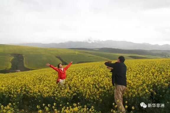 　　图为油菜花遍开的卡利登乡村。  　　在南非，8月是“春风又绿江南岸”的季节。在立法首都开普敦以东约100公里的卡利登(Caledon)小镇，金黄色的油菜花开得热火朝天，真可谓“满地尽带黄金甲”，景色美不胜收，令人流连忘返。  　　    　　油菜花与风力发电。  　　卡利登是南非的农业小镇，以种植油菜和养殖牛羊为主，始建于1811年，面积13.01平方公里，人口约1万多人。卡利登风光秀美，民风淳朴，是南非主要的油菜花产地，被称为“油菜花之乡”。  　　    　　游客在油菜花丛中留影。  　　    　　蓝天白云下延绵起伏的油菜花。  　　   一条公路从油菜花海边穿过。  　　    　　图为像波浪起伏的油菜花。  　　文章来自：新华非洲