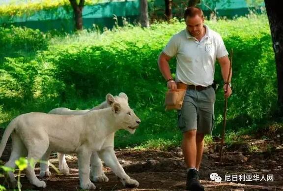 　　上帝先创造了  　　毛里求斯  　　再仿造它创造了  　　伊甸园  　　︱︱马克·吐温  　　作为火山岛国，这里四周被珊瑚礁环绕，岛上地貌千姿百态。这里有着闻名遐迩的碧蓝海水和细白沙滩，是一个奢侈的度假胜地。  　　你可以选一家顶级酒店，享受沙滩管家服务。也可以在丛林和群山中观赏鸟类和骑行，或体验世界级的潜水和浮潜，或去美丽的植物园和殖民地风格的种植园徒步观光。  　　无拘无束，碧海蓝天，只有自然和好心情的陪伴。这里就是—— 毛里求斯  　　No.022  　　毛里求斯·小百科_奢华的度假胜地——毛里求斯  　　    　　毛里求斯各个区域的游玩特色十分鲜明。路易港，毛里求斯的首都，当地最大的城市及最大的海港，游客必到之地。喧闹的街道、交织的民族区域，以及一些保存的非常完好的殖民时期建筑，是探索这座城市的最大乐趣所在。  　　你可以午后找家港口边的露天咖啡厅享受休闲时光;晚上漫步港口步道，感受海风及夜景。又或是逛一下中央市场，享受砍价淘货的乐趣。  　　    　　毛岛的西南部几乎被森林覆盖，这里有着几处重要的自然景观，黑河谷国家公园、七色土和莫纳山半岛。你可以在岛上唯一的黑河谷国家公园内徒步，找寻珍稀动物。  　　    　　大湾和佩雷贝勒位于毛里求斯的西北部，这片区域既是一个繁华的旅游中心，也是一处静谧的度假胜地。大湾有着众多的水上运动项目，你可以海底漫步，可以空中跳伞，可以出海垂钓，还可以进行潜水和浮潜。  　　而在佩雷贝勒，除了水上运动外，你还可以放纵一番，做一回印度推拿，或试试土耳其浴。当然，这里更有名声在外的红顶教堂，以及庞普勒穆斯皇家植物园。  　　    　　毛里求斯的东海岸以一个十分浪漫的绰号“狂野海岸”而闻名，这里有着几处全岛最佳的海滩，拥有碧绿的泻湖和凉爽的海风。想要体验奢华酒店，坐拥白色沙滩和蔚蓝大海的你可以将入住酒店选择在此。  　　    　　毛里求斯的内陆和中部高原地区是大多数当地人居住的地方，这里的景点不是很多，星罗棋布着众多湖泊和死火山口，较有名的是毛岛的起源地——鹿洞火山口。  　　对于那些想了解沙滩和阳光背后的海岛生活的游客来讲，有一些值得一游的景点藏在星罗棋布的街道中，尤里卡就是这样一座美丽，有着丰富殖民时期历史的博物馆。  　　    　　No.022  　　毛里求斯·大世界  　　奢华的度假胜地——毛里求斯  　　红顶教堂  　　毛里求斯明信片中的最佳取景地  　　    　　-图片来自 CTRIP © 林原-  　　毛里求斯北部有一处非常浪漫的地方，在静静的幽林深处，一座小小的红房顶教堂，正以其独特清新的魅力吸引着世界各国的人前来欣赏，这就是著名的红顶教堂。它的美丽、浪漫也吸引了香港明星陈小春和应采儿来此举办婚礼。  　　    　　-图片来自 CTRIP © 仇立骏-  　　这座由法国人建造的红色屋顶的教堂已有百年历史，它静静地矗立在海边，白墙、红顶的建筑衬托着绿色的草坪以及后方湛蓝的大海，使得教堂成为了毛里求斯明信片中除七色土之外的最佳取景地。  　　站在临海的教堂边，蓝天白云、碧海银沙、绿草红瓦，以及美丽的海岸线吸引着许多人来此参观摄影。  　　    　　红顶教堂除了其招牌红色屋顶和清新可人的外观外，教堂内部有着精美复杂的木质结构，做工格外精致。教堂内没有空调，只有两台吊扇。内部的长椅也被漆成了红色，做到了里外一致。此外，还有仿造巨大蚌壳打造的圣水盆也非常值得参观欣赏。  　　    　　为了保存教堂的纯净和宁静，这里严格禁止情侣来拍婚纱照，以欣赏为主就好。如果想来感受一下这里的聚会，不妨每周六18:00或周日9:00来此参加礼拜。  　　卡塞拉自然公园  　　挑战与狮同行，享受与大自然的亲密接触  　　    　　公园位于毛里求斯岛的西海岸，是一片可亲近自然的绝佳土壤，是一个能充分展示非洲风情的超大野生动物园。园内拥有大量的鸟类，以及稀有的巨型龟等动物，在非洲风情植被与景色的衬托下，这里可谓“微缩版的肯尼亚”。  　　    　　在毛里求斯有一种绝对不能错过的经历，就是在Casela自然公园“与狮同行”。你可以在专业人员的陪同下体验和丛林之王并排行走的惊险刺激，甚至一起在溪涧和草原中玩耍，上演真人版的“人猿泰山”哦。之后还会给你颁发一个勇敢者证书作为纪念。  　　    　　你也可以选择租一辆四驱车或者机动性更强的双轮Segaway游览车，在茂密的热带树林中自由穿梭，并等待与斑马、象龟和鸵鸟们的不期而遇。  　　更刺激的体验则是公园中穿越山谷的索道滑行项目，你将在数百米的滑行距离中体验到如飞禽一般翱翔天际的奇妙之旅。  　　    　　此外，公园设有免费停车场、餐厅、食杂店、4D影院、纪念品店等服务设施供游客休闲娱乐之需。公园很大，内容也很丰富，如果想要玩全玩好，至少需要大半天时间。  　　    　　鹿岛  　　毛里求斯最美海滩所在地  　　    　　鹿岛是毛里求斯东端海岸的一个小岛，这里是毛里求斯最美的海滩，有着不来鹿岛等于没到过毛里求斯的说法。美丽的海天一线美景和丰富的水上运动项目特别吸引人。  　　    　　鹿岛拥有一天然优美的礁湖，水面宽阔平静，沙滩洁白细腻，因曾经有鹿群涉水渡过海湾而得名。岛上风景优美，遍地椰子树和一种叫Filaos的植物，最著名的是一片浅滩。  　　    　　鹿岛不大，周边被黑色的礁石环抱着，且长满了茂密的植物。这里以浅滩出名，不会游泳的人也可以在退潮时走几百米，从鹿岛步行至其近邻的东部岛，而不用担心被水淹到。  　　走在浅滩上，阳光照在波光细细的水面上，像给水面铺上了一层闪闪发光的碎银，又像被揉皱了的绿缎，可以真正体会到碧海青天的美景，非常漂亮。  　　    　　前往鹿岛可以报当地的一日游，可在入住酒店咨询，一般从平静湾出发。抵达鹿岛需要坐20分钟左右的船，在这里可以自由活动，享受各种海上运动，如帆板、快艇、玻璃船底、水上滑翔伞、潜水、垂钓、冲浪和香蕉船等运动。当然最主要的还是来这里游泳和享受阳光、沙滩。  　　    　　路易港  　　毛里求斯最大的海港，风景秀丽，购物天堂  　　    　　-图片来自 CTRIP © 仇立骏-  　　路易港位于毛里求斯岛的西北海岸，它三面环山一面临海，是毛里求斯的首都，也是当地最大的海港。这里风光秀丽，商店林立。城市很小，但非常热闹，集市里的人络绎不绝，非常适合游客淘货。  　　    　　毛里求斯曾是许多国家的殖民地，留下了许多建筑。如果你对当地历史感兴趣的话，可以前往武器广场(Place D’Armes)，它在港口附近，连接着港口与政府办公大楼，也是这座城市的历史中心，广场上有排列整齐的热带棕榈树和炮台。  　　    　　-图片来自 CTRIP © 仇立骏-  　　在武器广场不远处，还有一座建于19世纪，当地最古老的剧院。地址：Remy Ollier St, Port Louis，有时间的话可以前去参观。随后可以前往中国城(China Town)，这里几乎可以找到所有想买的东西，而且价格十分便宜。  　　    　　当然你也可以来这里还一次购物之旅，路易港有很多的购物中心，而其中最有名的当属中央市场，这里是当地生活和传统中心。走在中央市场内，摊贩请你品尝当地不同美食的吆喝声此起彼落，在热闹的中央市场里，你可以捕捉到毛里求斯的精髓。  　　    　　    　　No.022  　　舌尖上的毛里求斯  　　奢华的度假胜地——毛里求斯  　　    　　由于毛里求斯居住不同的种族，因此便集合了各民族的独特饮食习惯，例如印度咖喱、东非烧鸡、英国烧牛肉、客家梅菜扣肉等，岛上也盛产水果和海鲜，价钱相宜，种类繁多。  　　    　　作为著名渔港的圣路易港，海鲜自然非常丰富，如明虾、地中海章鱼等。最为典型的毛里求斯菜是咖喱鸡肉大虾，大明虾先用炭火烤过，淋上肉汁和咖喱汁，旁边再搁上薄饼或白米饭。  　　    　　闻名世界的百万富翁沙拉取自棕榈树的树心为原料，口感类似竹笋般清脆、细腻。起先，这种树产量很少，只有百万富翁才吃得起，故此得名。  　　    　　No.022  　　旅行者评价  　　奢华的度假胜地——毛里求斯  　　    　　xx不是天才  　　亲子出游  　　有个外国妹子说她还趁海豚游过来的时候亲了它一口!真是羡慕死了!我坐船回来的时候就下定决心要苦练自由泳!5年后再回来和它们一起共游!  　　    　　24帧生活  　　朋友出游  　　到达红顶教堂，我一下就想起了《非诚勿扰1》里面那个葛优忏悔的小教堂。这个教堂里面，也会有许多人来忏悔吧，忏悔室里的谈话我想无非就是把不敢对别人说的话，对神父说。实际上，都是对自己说的。  　　    　　winningleung  　　朋友出游  　　这里的居民幸福指数应该很高吧，慢节奏的生活，明媚的阳光，房子也是刷成七彩的，都是生命的活力，任何一个角落都无不在提醒你按下快门。  　　    　　-Wesaint-  　　家庭出游  　　你看见好多鱼在周围穿巡，好像还感觉到它们时不时地调皮地来轻轻叮一口你肚子上裸露的皮肤，但是然而你并不确定这种感觉，因为巨大的连肩头盔阻挡了你向下的视线。  　　(以上留言选自携程旅游产品评价及游记)  　　    　　No.022  　　出发前你需要知道  　　奢华的度假胜地——毛里求斯  　　旅行时间选择  　　毛里求斯四面环海，是典型的热带海洋性气候，终年炎热。夏季从12月到次年4月，空气湿度非常大。日照时间可从早上5:30持续到19:00，是特别适合潜水和深海钓鱼的日子。5月到11月是相对凉爽的冬季，东南部海岸会受明显的季风影响，非常适合放拖伞、冲浪等刺激的水上运动。  　　温度与体感  　　毛里求斯沿海地区夏季气温为25-33℃，冬季气温为18-24℃，较为凉爽，而高原地区气温会低5℃左右。  　　11月-4月为旅游旺季  　　毛里求斯的旅游旺季约在11月至次年4月，在圣诞节至新年期间达到高峰。而最佳的旅游时间则是4月-6月和9月-12月，此时毛里求斯全境气候温润，可供参与的户外体验项目较多，还有盛开的奇花异草供游人观赏。  　　春节与十一出行  　　春节期间是当地的夏季，当地气温较高，从国内前往下飞机前一定要提前脱掉冬装，迎接南半球的阳光。五一和十一进入了当地的冬季，虽然气温不低，和国内差不多，但是怕冷的人可以准备一件长袖T恤。  　　货币帮助  　　毛里求斯卢比是毛里求斯共和国的流通货币，货币编号MUR。  　　毛里求斯卢比纸币面额包括：2000卢比、1000卢比、500卢比、200卢比、100卢比、50卢比、25卢比。  　　毛里求斯卢比硬币面额包括：5分、20分、50分、1卢比、5卢比、10卢比。  　　1卢比=100分。  　　虽然卢比是毛里求斯的货币，但几乎所有的别墅、客栈和酒店(以及不少酒店附属的高端餐馆)还会使用欧元标注价格，因此在这些地方，支付欧元也是可以的(有些地方甚至要求你支付欧元)。  　　毛里求斯不能直接兑换人民币，建议在国内换好美元或欧元，到了当地再换成毛里求斯卢比。建议换一些小面额零钱会比较方便。  　　毛里求斯机场就有兑换点，你也可以在大型银行、兑换局和大型酒店兑换。兑换货币时请不要忘记携带你的护照，请保存好兑换表，如果你旅程结束想在当地将毛里求斯卢比换为人民币的话，则需要出示兑换表。  　　节日庆典  　　胡里节  　　60%以上的毛里求斯人信仰印度教，有趣的洒红节则是他们最喜庆的传统节日之一，这一天是印度农历中冬季的最后一个月圆之日，该节日基本在2或3月。节日当天，毛里求斯的印度人社区会举办各种热烈的庆祝活动，燃烧烟花，用手或者水枪把各种色彩的颜料涂抹在别人身上，传递喜悦和祝福，所以又被称为色彩节。  　　湿婆神节  　　这场盛大的朝圣开始与2月或3月，有多达50万名印度教信徒想尽一切办法前往圣水湖。此湖距黑河谷国家公园很近，这个湖的湖水据说来自神圣的恒河。  　　甘尼许节  　　甘尼许节在每年的8月或9月，这一天是象头人身的印度教大象神“甘尼许”的诞辰日，这一天，许多毛里求斯的印度族人还会在此聚集，身着民族服饰，手拍腰鼓，邀请过往的游人载歌载舞，庆祝他们的节日。  　　特别提示  　　在度假村内还是很安全的，但在度假村以外的地方，还是会碰到小偷和非法闯入的情况。小偷常出没的地方包括海边和鹿岛。最好的防范方法是不要携带贵重物品到海滩，如果需要携带，记得要有人看管自己的物品。  　　文章来自：尼日利亚华人网
