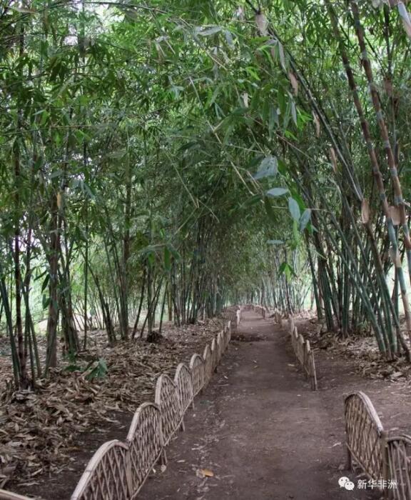 　　中国援卢旺达竹子组18日和卢旺达青年共同庆祝“世界竹子日”活动，中国专家向卢旺达青年介绍了竹子的利用价值和竹产品的制作方法。  　　    　　中国专家向卢旺达青年介绍竹子的用途。  　　卢旺达水和林业局当天组织约30名卢旺达青年到访竹子组位于卢旺达首都基加利的竹园，学生们在竹子组的带领下，实地参观了不同种类的竹子，学习竹子的利用价值和帮助低收入者脱贫的作用。参观完毕后，竹子组专家和卢旺达青年共同栽种了20株竹子。卢旺达青年还前往竹子组和卢旺达劳动力发展局合作实施的竹子加工培训中心，了解竹产品的加工、制作方法。  　　    　　中国专家培训的卢旺达学员向卢旺达青年介绍竹子产品。  　　卢旺达水和林业局竹子专家让维埃·穆哈伊马纳在活动间隙告诉记者，中国专家在利用竹子方面为卢旺达提供许多帮助，卢旺达人以前也种竹子，但并不知道竹子的重要性，中国专家帮助卢旺达人了解竹子的多种用途，并通过竹子推动卢旺达经济发展。  　　    　　中国专家栽培的竹园。  　　20岁的伊夫·穆泰亚是机械专业的学生，他在参观后说，这次参观增加了他对竹子的认识，看到制作竹子的设备对他学习机械也有帮助;22岁的学生弗兰克·尼伊比齐认为，卢旺达人可以从竹子中获益很多，比如制作竹家具。  　　    　　中国专家培训的卢旺达学员制作竹子产品。  　　曾在“卢旺达小姐比赛中被评为“人气小姐“的奥诺里娜·乌瓦塞也参加了当天的活动。她说，通过参观了解到中国的竹子项目为卢旺达在环境保护、商业利用和食用等方面带来许多好处，这一项目还为卢旺达人提供了就业机会。  　　    　　中国专家栽培的竹子。  　　据中国援卢竹子组介绍，竹子组自2009年起承担援助卢旺达竹子种植和加工利用技术培训项目，对卢旺达人在竹子栽培、竹子手工加工和机器加工等方面进行培训，项目实施以来，共培训学员1300多人，在卢旺达建设了现代化的苗圃基地，向卢旺达传授了先进的竹子繁殖及栽培技术，为卢旺达林业发展储备了技术人才，并为卢旺达长期发展竹子产业提供了支持。  　　文章来自：新华非洲