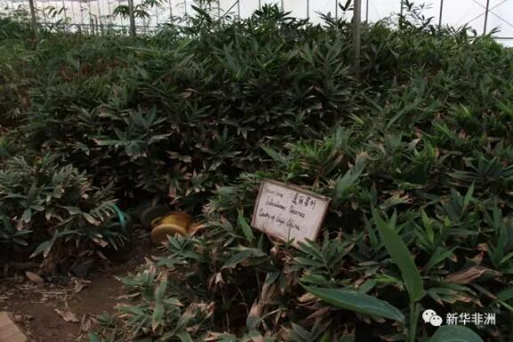 　　中国援卢旺达竹子组18日和卢旺达青年共同庆祝“世界竹子日”活动，中国专家向卢旺达青年介绍了竹子的利用价值和竹产品的制作方法。  　　    　　中国专家向卢旺达青年介绍竹子的用途。  　　卢旺达水和林业局当天组织约30名卢旺达青年到访竹子组位于卢旺达首都基加利的竹园，学生们在竹子组的带领下，实地参观了不同种类的竹子，学习竹子的利用价值和帮助低收入者脱贫的作用。参观完毕后，竹子组专家和卢旺达青年共同栽种了20株竹子。卢旺达青年还前往竹子组和卢旺达劳动力发展局合作实施的竹子加工培训中心，了解竹产品的加工、制作方法。  　　    　　中国专家培训的卢旺达学员向卢旺达青年介绍竹子产品。  　　卢旺达水和林业局竹子专家让维埃·穆哈伊马纳在活动间隙告诉记者，中国专家在利用竹子方面为卢旺达提供许多帮助，卢旺达人以前也种竹子，但并不知道竹子的重要性，中国专家帮助卢旺达人了解竹子的多种用途，并通过竹子推动卢旺达经济发展。  　　    　　中国专家栽培的竹园。  　　20岁的伊夫·穆泰亚是机械专业的学生，他在参观后说，这次参观增加了他对竹子的认识，看到制作竹子的设备对他学习机械也有帮助;22岁的学生弗兰克·尼伊比齐认为，卢旺达人可以从竹子中获益很多，比如制作竹家具。  　　    　　中国专家培训的卢旺达学员制作竹子产品。  　　曾在“卢旺达小姐比赛中被评为“人气小姐“的奥诺里娜·乌瓦塞也参加了当天的活动。她说，通过参观了解到中国的竹子项目为卢旺达在环境保护、商业利用和食用等方面带来许多好处，这一项目还为卢旺达人提供了就业机会。  　　    　　中国专家栽培的竹子。  　　据中国援卢竹子组介绍，竹子组自2009年起承担援助卢旺达竹子种植和加工利用技术培训项目，对卢旺达人在竹子栽培、竹子手工加工和机器加工等方面进行培训，项目实施以来，共培训学员1300多人，在卢旺达建设了现代化的苗圃基地，向卢旺达传授了先进的竹子繁殖及栽培技术，为卢旺达林业发展储备了技术人才，并为卢旺达长期发展竹子产业提供了支持。  　　文章来自：新华非洲
