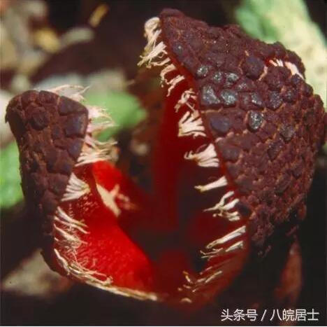 　　非洲，全称是阿非利加州，是阳光灼热的意思。这不难理解，因为赤道横穿其中部地区，3/4的土地都位于南、北回归线之间。热带沙漠气候占据了非洲大陆的许多地方。因此，在很多人看来，非洲就是一片不毛之地。但事实上并非如此，其实非洲大陆上有许多让人啧啧称奇的植物。今天我们就来聊聊这个话题!  　　1、沙漠玫瑰  　　    　　沙漠玫瑰又名“天宝花”，是一种夹竹桃科植物。很多人形容沙漠玫瑰是大象腿上开出的花!因为它的树干肥硕肿胀，宛如大象的大腿。事实上，沙漠玫瑰属多肉植物，高的能长到4米多。  　　    　　沙漠玫瑰喜高温干燥，不耐寒。它的原产地在非洲的肯尼亚、坦桑尼亚。它的花常常集中开在顶端细长的分叉上，盛开时鲜艳妖娆，适宜栽培观赏。  　　2、多肉  　　    　　多肉是指那些茎、叶、根肉质肥厚的植物。全世界有一万多种多肉植物，南非和墨西哥是世界上多肉植物最多的国家。它们大多生长在比较干旱的地区，每年有很长时间吸收不到水分，仅靠体内贮藏的水分维持生命。  　　    　　因为品种繁多，所以人们常会看到各种形状、颜色的多肉植物。这些多肉植物不仅色彩斑斓，而且形态也是千姿百态，所以它的拥趸也是不计其数!  　　    　　其中名气较大的多肉植物有玉蝶、翡翠珠、虹之玉、长寿花、冬美人等。  　　3、非洲海椰子  　　    　　海椰子又名海底椰，是非洲群岛国家塞舌尔一种特有的棕榈。海底椰树高30米左右。果实要6到7年才能成熟。  　　    　　海椰子是世界三大珍稀植物之一，全世界只有在塞舌尔群岛存活着。它被当地人称为性爱圣果，这是因为它的雄花很像男子的生殖器，而果实恰似女子的骨盆。它的果实一般重约15-30公斤，里面的种子在植物界里是最大的。  　　    　　海椰子坚果内的果汁稠浓如胶状，味道香醇，可食亦可酿酒。海椰子果肉洁白细腻，美味可口。  　　4、非洲白鹭花  　　    　　非洲白鹭花是非洲南部的一种本土植物，通常它生长在干旱贫瘠的沙漠地区。它的大部分躯体是在地下生长的，只有像鲜肉般的花朵裸露在地面上。  　　    　　非洲白鹭花是全球十六种"臭名昭著"的美丽植物之一。它将艳丽迷人的花裸露在地面上，释放出一种尸体恶臭吸引着蜣螂、食尸甲虫。当昆虫被吸引进入到花朵中后，它就把这些甲虫困起来直至死亡，然后吸收甲虫尸体的营养成份。  　　5、螺旋芦荟  　　    　　螺旋芦荟俗称所罗门王碧玉冠，百合科芦荟属植物。它主要分布在非洲东南部面积仅3万平方公里的莱索托王国，是世界上最珍稀的高山芦荟。这种芦荟通常在春末、初夏开花，颜色有较深的红和略浅的红，甚至橙黄色。  　　    　　螺旋芦荟最让人惊叹的是，它的叶神奇般的排列方式。它多为单生，许多叶子紧密地按顺时针或逆时针方向螺旋，排列成一个均匀的圆形。多叶芦荟通常有五层螺旋，每层螺旋是由15-30片叶子组成。看看，是不是很神奇?  　　6、猴面包树  　　    　　猴面包树又叫波巴布树，是大型落叶乔木。这种树主干粗短肥硕，分枝多，树冠巨大。它的果实巨大如足球，甘甜汁多，是猴子、猩猩、大象等动物最喜欢的食物。  　　    　　当猴面包树果实成熟时，猴子、猩猩就成群结队而来，爬上树去摘果子吃，"猴面包树"的名称由此而来。  　　    　　猴面包树主要分布在非洲。此外，地中海、大西洋和印度洋诸岛上也有它们的身影。这种树木质多孔，据说对着树干开一枪，子弹能穿透而过。  　　编后：上面列举的几种树，只是非洲大陆上植物极小的一部分代表。据统计，非洲的植物数量在4万种以上，而森林面积占非洲大陆面积的21%。所以说，非洲可不是咱们想象中的不毛之地。除了热带沙漠气候，热带草原、热带雨林气候也是非洲大陆的主要气候。广袤的非洲大陆有着我们难以想象的瑰美。如果您感兴趣，有空可以去看一看。  　　文章来自：八皖居士