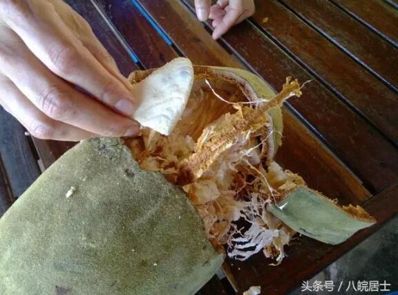 　　非洲，全称是阿非利加州，是阳光灼热的意思。这不难理解，因为赤道横穿其中部地区，3/4的土地都位于南、北回归线之间。热带沙漠气候占据了非洲大陆的许多地方。因此，在很多人看来，非洲就是一片不毛之地。但事实上并非如此，其实非洲大陆上有许多让人啧啧称奇的植物。今天我们就来聊聊这个话题!  　　1、沙漠玫瑰  　　    　　沙漠玫瑰又名“天宝花”，是一种夹竹桃科植物。很多人形容沙漠玫瑰是大象腿上开出的花!因为它的树干肥硕肿胀，宛如大象的大腿。事实上，沙漠玫瑰属多肉植物，高的能长到4米多。  　　    　　沙漠玫瑰喜高温干燥，不耐寒。它的原产地在非洲的肯尼亚、坦桑尼亚。它的花常常集中开在顶端细长的分叉上，盛开时鲜艳妖娆，适宜栽培观赏。  　　2、多肉  　　    　　多肉是指那些茎、叶、根肉质肥厚的植物。全世界有一万多种多肉植物，南非和墨西哥是世界上多肉植物最多的国家。它们大多生长在比较干旱的地区，每年有很长时间吸收不到水分，仅靠体内贮藏的水分维持生命。  　　    　　因为品种繁多，所以人们常会看到各种形状、颜色的多肉植物。这些多肉植物不仅色彩斑斓，而且形态也是千姿百态，所以它的拥趸也是不计其数!  　　    　　其中名气较大的多肉植物有玉蝶、翡翠珠、虹之玉、长寿花、冬美人等。  　　3、非洲海椰子  　　    　　海椰子又名海底椰，是非洲群岛国家塞舌尔一种特有的棕榈。海底椰树高30米左右。果实要6到7年才能成熟。  　　    　　海椰子是世界三大珍稀植物之一，全世界只有在塞舌尔群岛存活着。它被当地人称为性爱圣果，这是因为它的雄花很像男子的生殖器，而果实恰似女子的骨盆。它的果实一般重约15-30公斤，里面的种子在植物界里是最大的。  　　    　　海椰子坚果内的果汁稠浓如胶状，味道香醇，可食亦可酿酒。海椰子果肉洁白细腻，美味可口。  　　4、非洲白鹭花  　　    　　非洲白鹭花是非洲南部的一种本土植物，通常它生长在干旱贫瘠的沙漠地区。它的大部分躯体是在地下生长的，只有像鲜肉般的花朵裸露在地面上。  　　    　　非洲白鹭花是全球十六种"臭名昭著"的美丽植物之一。它将艳丽迷人的花裸露在地面上，释放出一种尸体恶臭吸引着蜣螂、食尸甲虫。当昆虫被吸引进入到花朵中后，它就把这些甲虫困起来直至死亡，然后吸收甲虫尸体的营养成份。  　　5、螺旋芦荟  　　    　　螺旋芦荟俗称所罗门王碧玉冠，百合科芦荟属植物。它主要分布在非洲东南部面积仅3万平方公里的莱索托王国，是世界上最珍稀的高山芦荟。这种芦荟通常在春末、初夏开花，颜色有较深的红和略浅的红，甚至橙黄色。  　　    　　螺旋芦荟最让人惊叹的是，它的叶神奇般的排列方式。它多为单生，许多叶子紧密地按顺时针或逆时针方向螺旋，排列成一个均匀的圆形。多叶芦荟通常有五层螺旋，每层螺旋是由15-30片叶子组成。看看，是不是很神奇?  　　6、猴面包树  　　    　　猴面包树又叫波巴布树，是大型落叶乔木。这种树主干粗短肥硕，分枝多，树冠巨大。它的果实巨大如足球，甘甜汁多，是猴子、猩猩、大象等动物最喜欢的食物。  　　    　　当猴面包树果实成熟时，猴子、猩猩就成群结队而来，爬上树去摘果子吃，"猴面包树"的名称由此而来。  　　    　　猴面包树主要分布在非洲。此外，地中海、大西洋和印度洋诸岛上也有它们的身影。这种树木质多孔，据说对着树干开一枪，子弹能穿透而过。  　　编后：上面列举的几种树，只是非洲大陆上植物极小的一部分代表。据统计，非洲的植物数量在4万种以上，而森林面积占非洲大陆面积的21%。所以说，非洲可不是咱们想象中的不毛之地。除了热带沙漠气候，热带草原、热带雨林气候也是非洲大陆的主要气候。广袤的非洲大陆有着我们难以想象的瑰美。如果您感兴趣，有空可以去看一看。  　　文章来自：八皖居士