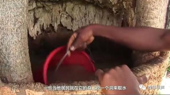 　　在非洲，有一种奇特的树，名为猴面包树，原因在于这种树成熟后，有一大批猴子来摘果实吃，所以叫猴面包树。  　　    　　这种树环境适应力很强，是喜温的热带树种。能在四十度加的环境下生存，而且适应各种类型土壤，对于干旱和火灾有极强的抵御力。难怪能在非洲生长!  　　    　　原来，这种树有极强的存水能力，树干里面非常宽大，能储备几千公斤甚至更多的水，是典型的自然水塔。  　　    　　在非洲这个缺水的地方，不仅为非洲人提供水源，而且还能提供果实食物。可谓“生命之树”  　　    　　猴面包树内储满水  　　    　　非洲居民盛水  　　然而，这种树在非洲更神奇的是非洲人能将这种树当房子住!原因在于这种树外强中干，木质疏松，树干又十分宽大，于是非洲人将树干挖空，然后直接搬进去住，直接少了房贷的困扰。  　　    　　甚至还有直接在一棵六千多岁高龄的猴面包树里开起了酒吧!  　　    　　猴面包树树干内酒吧  　　树内可容纳15人!而且去的人还不少，在他们那里或许不是因为新鲜而去的，是因为这是正常的酒吧去喝酒的。  　　    　　居民进入树内  　　在国内也引进了一些猴面包树，不过不是当房子住也不是储水用，只是因为外形奇特而作为观赏树。  　　    　　猴面包树真是大自然的馈赠啊!有去非洲旅游的小伙伴一定要去参观体验一下这种神奇的树!  　　文章来自：西非华声