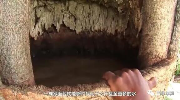 　　在非洲，有一种奇特的树，名为猴面包树，原因在于这种树成熟后，有一大批猴子来摘果实吃，所以叫猴面包树。  　　    　　这种树环境适应力很强，是喜温的热带树种。能在四十度加的环境下生存，而且适应各种类型土壤，对于干旱和火灾有极强的抵御力。难怪能在非洲生长!  　　    　　原来，这种树有极强的存水能力，树干里面非常宽大，能储备几千公斤甚至更多的水，是典型的自然水塔。  　　    　　在非洲这个缺水的地方，不仅为非洲人提供水源，而且还能提供果实食物。可谓“生命之树”  　　    　　猴面包树内储满水  　　    　　非洲居民盛水  　　然而，这种树在非洲更神奇的是非洲人能将这种树当房子住!原因在于这种树外强中干，木质疏松，树干又十分宽大，于是非洲人将树干挖空，然后直接搬进去住，直接少了房贷的困扰。  　　    　　甚至还有直接在一棵六千多岁高龄的猴面包树里开起了酒吧!  　　    　　猴面包树树干内酒吧  　　树内可容纳15人!而且去的人还不少，在他们那里或许不是因为新鲜而去的，是因为这是正常的酒吧去喝酒的。  　　    　　居民进入树内  　　在国内也引进了一些猴面包树，不过不是当房子住也不是储水用，只是因为外形奇特而作为观赏树。  　　    　　猴面包树真是大自然的馈赠啊!有去非洲旅游的小伙伴一定要去参观体验一下这种神奇的树!  　　文章来自：西非华声