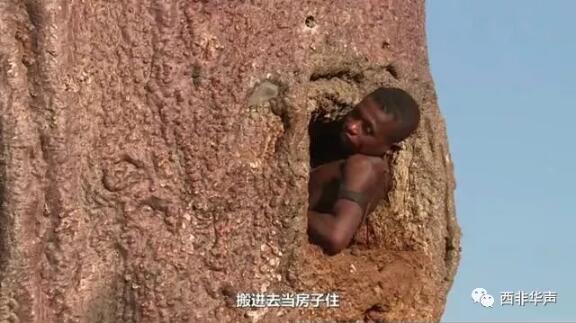 　　在非洲，有一种奇特的树，名为猴面包树，原因在于这种树成熟后，有一大批猴子来摘果实吃，所以叫猴面包树。  　　    　　这种树环境适应力很强，是喜温的热带树种。能在四十度加的环境下生存，而且适应各种类型土壤，对于干旱和火灾有极强的抵御力。难怪能在非洲生长!  　　    　　原来，这种树有极强的存水能力，树干里面非常宽大，能储备几千公斤甚至更多的水，是典型的自然水塔。  　　    　　在非洲这个缺水的地方，不仅为非洲人提供水源，而且还能提供果实食物。可谓“生命之树”  　　    　　猴面包树内储满水  　　    　　非洲居民盛水  　　然而，这种树在非洲更神奇的是非洲人能将这种树当房子住!原因在于这种树外强中干，木质疏松，树干又十分宽大，于是非洲人将树干挖空，然后直接搬进去住，直接少了房贷的困扰。  　　    　　甚至还有直接在一棵六千多岁高龄的猴面包树里开起了酒吧!  　　    　　猴面包树树干内酒吧  　　树内可容纳15人!而且去的人还不少，在他们那里或许不是因为新鲜而去的，是因为这是正常的酒吧去喝酒的。  　　    　　居民进入树内  　　在国内也引进了一些猴面包树，不过不是当房子住也不是储水用，只是因为外形奇特而作为观赏树。  　　    　　猴面包树真是大自然的馈赠啊!有去非洲旅游的小伙伴一定要去参观体验一下这种神奇的树!  　　文章来自：西非华声