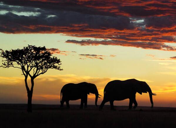 　　德国《青年世界报》12月2日刊发题为《欧盟不想在争夺非洲影响力方面输给中国》的文章称，在过去几年里，欧盟在非洲已经在很多层面处于守势，在某些领域明显失去了影响力。  　　文章称，唐纳德·图斯克所有的毛孔都露出自豪。这位欧洲理事会主席在第五届欧盟-非盟峰会的闭幕词中强调，欧盟是非洲“最大的伙伴和最密切的邻居”;欧盟是非洲“最大的投资者、最大的贸易伙伴”;欧盟为非洲提供了“最多的发展和人道援助”;欧盟为非洲的“和平与安全作出了最大的贡献”。然而，图斯克说，欧盟对已经取得的成绩仍不满意。  　　文章称，豪言壮语并非总是在势头正盛的时候讲出来的，而是更多地被用来掩盖弱点。图斯克在阿比让峰会后的自夸也是如此。毕竟在过去几年里，欧盟在非洲已经在更多层面处于守势。首先在经济层面，虽然欧盟对非洲而言仍是影响力最大的外部经济体，但欧盟在某些领域已相当勉强，明显失去了影响力。原因在于，中国正在非洲崛起。  　　文章称，以贸易为例。早在1995年，非洲国家从欧洲旧殖民宗主国的进口份额达到40%，后者在非洲大陆成功保住了殖民时代之后的独特地位。2015年，这一份额已经萎缩到24%。相比之下，1995年中国在非洲的经济份额微乎其微，而到2015年，中国商品已占非洲进口总量的21%。中国正在迅速扩大战果。如果欧盟不能成功扭转被动局面，那么欧盟整体上很快将落后于中国，而个别欧盟国家早就落后了。  　　文章称，欧盟陷入守势的第二个层面是移民。从欧盟建制派的角度出发，如果非洲移民涌入的趋势得不到控制，至少将威胁到西欧的繁荣，即使在不怎么富裕的欧盟国家，许多人也注意到了非洲广大地区的赤贫。形势将越来越糟。非洲不仅贫穷，人口还在不断增长。现在非洲大陆的人口已经超过12亿，到2050年，非洲人口数量可能会翻一番。然而，这意味着，如果富裕的西方不停止对非洲剥削，那么把出走欧洲视为唯一机会的移民数量将继续增长。  　　文章称，欧盟建制派们很清楚：如果人们只想保住自己的富裕，并继续剥削的话，那就必须加高篱笆。然而，也必须从锅炉里释放出一些压力，这样才能确保锅炉不爆炸。迄今为止的模式，即以所谓的发展援助对不平等现象进行小修小补，已经不够了。德国联邦政府试图一石二鸟，并且已经在二十国集团的框架内争取到了投资计划，帮助德国公司扩张，并至少整合部分非洲精英。  　　文章来自：参考消息网