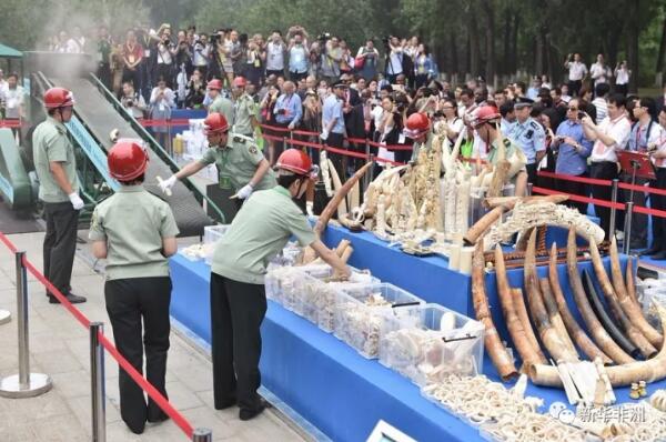 　　12日，国际野生物贸易研究组织(TRAFFIC)和世界自然基金会(WWF )共同发布了一份名为《禁贸下的需求——中国象牙消费研究(2017)》的报告，报告显示自今年中国实施象牙禁贸措施以来，获得了公众的普遍支持，象牙购买行为正在逐渐减少，但认知度仍然有待提升。  　　    　　(资料图片)2016年12月31日，在肯尼亚马赛马拉保护区，两头大象在草原上漫步。新华社记者 李百顺摄  　　本次研究由TRAFFIC、WWF与独立研究咨询机构GlobeScan合作开展，从今年8月开始，在北京、上海、广州和成都进行了8次深度访谈和8个专题小组讨论，并且在15个象牙消费相对活跃的城市对2027名受访者开展了在线问卷调查。  　　研究发现，象牙购买行为整体呈下降趋势。超过半数的象牙买家停止了购买象牙，大部分都发生在最近三年;过去一年里，北京等主要市场的象牙买家明显比其他象牙贸易活跃的城市有所减少;18岁-34岁“千禧一代”的象牙消费指数在15个城市当中普遍偏高;出境旅客所购买的象牙数量明显比没有海外旅行经历的消费者多;过去三年里，象牙购买正从传统的主要消费城市向新兴消费城市转移，预计这一趋势今后仍将继续。  　　    　　(资料图片)2015年5月29日，工作人员在销毁非法象牙及象牙制品。 当日，国家林业局和海关总署在北京市野生动物救护中心联合举行“中国执法查没象牙销毁活动”，共销毁2014年以来执法机关查没并结案的非法象牙及象牙制品662.43千克，进一步彰显中国政府打击象牙走私等野生动物非法贸易的坚定立场。新华社记者 李鑫摄  　　研究还发现，在北京和成都等许多监管更为严格的城市，人们对象牙禁贸的认知度更高。但普遍而言，只有19%的受访者能够主动记起象牙贸易相关规定;46%的受访者在提示下能够记起象牙禁贸令;86%的受访者知晓禁贸令后，表示支持象牙全面禁贸;而在顽固的象牙买家群体当中，有62%知晓禁贸令后准备重新考虑他们未来的购买计划。这说明，提升消费者对象牙禁贸的了解不但十分必要，而且能切实改变消费态度和消费行为。  　　“一些地区正倍受非法野生物贸易问题的困扰，而野生物及其制品的合法市场更增加了此类问题的复杂性，中国的禁贸令为保护非洲大象种群的未来做出了明确承诺，并表现出应对这一关键问题上的卓越领导作用。然而，未来的几个月将十分关键，这将影响到象牙禁贸令能否有效的执行和传达。”Margaret Kinnaird ,WWF国际野生物项目主任表示，“我们始终相信，2018年关停最大的合法象牙市场后，象牙的消费需求将会显著减少。”  　　    　　(资料图片)这是8月28日在肯尼亚马赛马拉国家保护区内拍摄的大象。肯尼亚马赛马拉国家保护区是世界上著名的野生动物保护区，面积达1000多平方公里，保护区内栖息的野生动物超过600种。新华社记者 吕帅摄  　　TRAFFIC中国项目主任兼WWF中国野生物贸易项目总监周非表示：“提高法律意识，加强对违法后果的宣传，必将有助于象牙禁贸令改变消费者行为。”  　　去年12月30日，中国国务院发出《关于有序停止商业性加工销售象牙及制品活动的通知》，要求分期分批停止商业性加工销售象牙及制品活动。通知规定“2017年3月31日前先行停止一批象牙定点加工单位和定点销售场所的加工销售象牙及制品活动，2017年12月31日前全面停止。”  　　中国宣布象牙禁贸实施时间表的这一举措，被国际社会普遍称赞。人们期待严格执行这项禁令后能扭转非洲野生象种群下降的趋势。 TRAFFIC和WWF今年8月进行的象牙市场回访调查显示，无论是合法还是非法市场，象牙交易量都在减少，象牙价格也有所下降。  　　文章来自：新华非洲