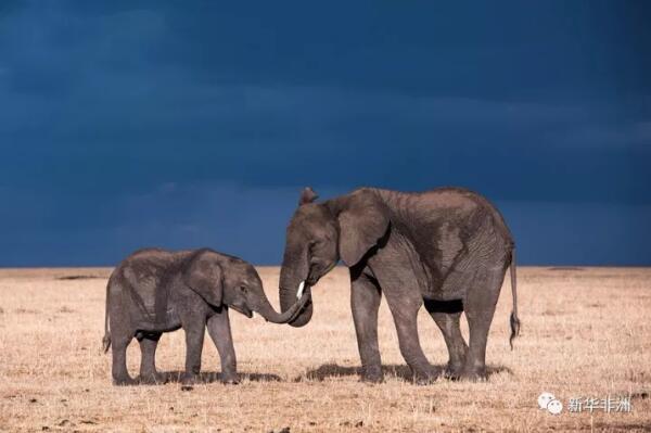 　　12日，国际野生物贸易研究组织(TRAFFIC)和世界自然基金会(WWF )共同发布了一份名为《禁贸下的需求——中国象牙消费研究(2017)》的报告，报告显示自今年中国实施象牙禁贸措施以来，获得了公众的普遍支持，象牙购买行为正在逐渐减少，但认知度仍然有待提升。  　　    　　(资料图片)2016年12月31日，在肯尼亚马赛马拉保护区，两头大象在草原上漫步。新华社记者 李百顺摄  　　本次研究由TRAFFIC、WWF与独立研究咨询机构GlobeScan合作开展，从今年8月开始，在北京、上海、广州和成都进行了8次深度访谈和8个专题小组讨论，并且在15个象牙消费相对活跃的城市对2027名受访者开展了在线问卷调查。  　　研究发现，象牙购买行为整体呈下降趋势。超过半数的象牙买家停止了购买象牙，大部分都发生在最近三年;过去一年里，北京等主要市场的象牙买家明显比其他象牙贸易活跃的城市有所减少;18岁-34岁“千禧一代”的象牙消费指数在15个城市当中普遍偏高;出境旅客所购买的象牙数量明显比没有海外旅行经历的消费者多;过去三年里，象牙购买正从传统的主要消费城市向新兴消费城市转移，预计这一趋势今后仍将继续。  　　    　　(资料图片)2015年5月29日，工作人员在销毁非法象牙及象牙制品。 当日，国家林业局和海关总署在北京市野生动物救护中心联合举行“中国执法查没象牙销毁活动”，共销毁2014年以来执法机关查没并结案的非法象牙及象牙制品662.43千克，进一步彰显中国政府打击象牙走私等野生动物非法贸易的坚定立场。新华社记者 李鑫摄  　　研究还发现，在北京和成都等许多监管更为严格的城市，人们对象牙禁贸的认知度更高。但普遍而言，只有19%的受访者能够主动记起象牙贸易相关规定;46%的受访者在提示下能够记起象牙禁贸令;86%的受访者知晓禁贸令后，表示支持象牙全面禁贸;而在顽固的象牙买家群体当中，有62%知晓禁贸令后准备重新考虑他们未来的购买计划。这说明，提升消费者对象牙禁贸的了解不但十分必要，而且能切实改变消费态度和消费行为。  　　“一些地区正倍受非法野生物贸易问题的困扰，而野生物及其制品的合法市场更增加了此类问题的复杂性，中国的禁贸令为保护非洲大象种群的未来做出了明确承诺，并表现出应对这一关键问题上的卓越领导作用。然而，未来的几个月将十分关键，这将影响到象牙禁贸令能否有效的执行和传达。”Margaret Kinnaird ,WWF国际野生物项目主任表示，“我们始终相信，2018年关停最大的合法象牙市场后，象牙的消费需求将会显著减少。”  　　    　　(资料图片)这是8月28日在肯尼亚马赛马拉国家保护区内拍摄的大象。肯尼亚马赛马拉国家保护区是世界上著名的野生动物保护区，面积达1000多平方公里，保护区内栖息的野生动物超过600种。新华社记者 吕帅摄  　　TRAFFIC中国项目主任兼WWF中国野生物贸易项目总监周非表示：“提高法律意识，加强对违法后果的宣传，必将有助于象牙禁贸令改变消费者行为。”  　　去年12月30日，中国国务院发出《关于有序停止商业性加工销售象牙及制品活动的通知》，要求分期分批停止商业性加工销售象牙及制品活动。通知规定“2017年3月31日前先行停止一批象牙定点加工单位和定点销售场所的加工销售象牙及制品活动，2017年12月31日前全面停止。”  　　中国宣布象牙禁贸实施时间表的这一举措，被国际社会普遍称赞。人们期待严格执行这项禁令后能扭转非洲野生象种群下降的趋势。 TRAFFIC和WWF今年8月进行的象牙市场回访调查显示，无论是合法还是非法市场，象牙交易量都在减少，象牙价格也有所下降。  　　文章来自：新华非洲