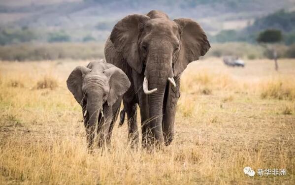 　　12日，国际野生物贸易研究组织(TRAFFIC)和世界自然基金会(WWF )共同发布了一份名为《禁贸下的需求——中国象牙消费研究(2017)》的报告，报告显示自今年中国实施象牙禁贸措施以来，获得了公众的普遍支持，象牙购买行为正在逐渐减少，但认知度仍然有待提升。  　　    　　(资料图片)2016年12月31日，在肯尼亚马赛马拉保护区，两头大象在草原上漫步。新华社记者 李百顺摄  　　本次研究由TRAFFIC、WWF与独立研究咨询机构GlobeScan合作开展，从今年8月开始，在北京、上海、广州和成都进行了8次深度访谈和8个专题小组讨论，并且在15个象牙消费相对活跃的城市对2027名受访者开展了在线问卷调查。  　　研究发现，象牙购买行为整体呈下降趋势。超过半数的象牙买家停止了购买象牙，大部分都发生在最近三年;过去一年里，北京等主要市场的象牙买家明显比其他象牙贸易活跃的城市有所减少;18岁-34岁“千禧一代”的象牙消费指数在15个城市当中普遍偏高;出境旅客所购买的象牙数量明显比没有海外旅行经历的消费者多;过去三年里，象牙购买正从传统的主要消费城市向新兴消费城市转移，预计这一趋势今后仍将继续。  　　    　　(资料图片)2015年5月29日，工作人员在销毁非法象牙及象牙制品。 当日，国家林业局和海关总署在北京市野生动物救护中心联合举行“中国执法查没象牙销毁活动”，共销毁2014年以来执法机关查没并结案的非法象牙及象牙制品662.43千克，进一步彰显中国政府打击象牙走私等野生动物非法贸易的坚定立场。新华社记者 李鑫摄  　　研究还发现，在北京和成都等许多监管更为严格的城市，人们对象牙禁贸的认知度更高。但普遍而言，只有19%的受访者能够主动记起象牙贸易相关规定;46%的受访者在提示下能够记起象牙禁贸令;86%的受访者知晓禁贸令后，表示支持象牙全面禁贸;而在顽固的象牙买家群体当中，有62%知晓禁贸令后准备重新考虑他们未来的购买计划。这说明，提升消费者对象牙禁贸的了解不但十分必要，而且能切实改变消费态度和消费行为。  　　“一些地区正倍受非法野生物贸易问题的困扰，而野生物及其制品的合法市场更增加了此类问题的复杂性，中国的禁贸令为保护非洲大象种群的未来做出了明确承诺，并表现出应对这一关键问题上的卓越领导作用。然而，未来的几个月将十分关键，这将影响到象牙禁贸令能否有效的执行和传达。”Margaret Kinnaird ,WWF国际野生物项目主任表示，“我们始终相信，2018年关停最大的合法象牙市场后，象牙的消费需求将会显著减少。”  　　    　　(资料图片)这是8月28日在肯尼亚马赛马拉国家保护区内拍摄的大象。肯尼亚马赛马拉国家保护区是世界上著名的野生动物保护区，面积达1000多平方公里，保护区内栖息的野生动物超过600种。新华社记者 吕帅摄  　　TRAFFIC中国项目主任兼WWF中国野生物贸易项目总监周非表示：“提高法律意识，加强对违法后果的宣传，必将有助于象牙禁贸令改变消费者行为。”  　　去年12月30日，中国国务院发出《关于有序停止商业性加工销售象牙及制品活动的通知》，要求分期分批停止商业性加工销售象牙及制品活动。通知规定“2017年3月31日前先行停止一批象牙定点加工单位和定点销售场所的加工销售象牙及制品活动，2017年12月31日前全面停止。”  　　中国宣布象牙禁贸实施时间表的这一举措，被国际社会普遍称赞。人们期待严格执行这项禁令后能扭转非洲野生象种群下降的趋势。 TRAFFIC和WWF今年8月进行的象牙市场回访调查显示，无论是合法还是非法市场，象牙交易量都在减少，象牙价格也有所下降。  　　文章来自：新华非洲