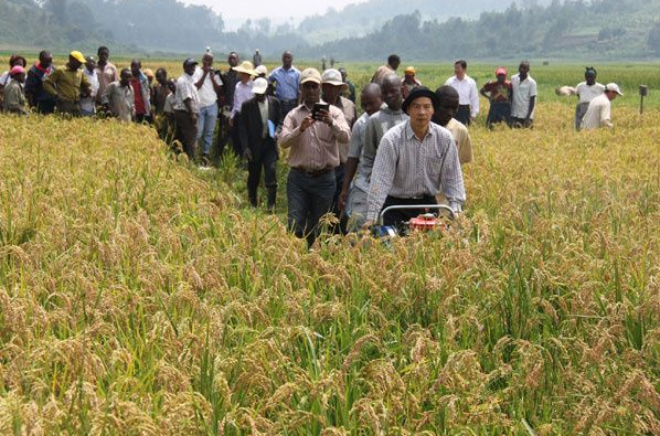 　　法国国际农业合作与发展研究中心最新的一项研究显示，非洲国家从2008年粮食危机以后，采取了各种努力增加稻米产量、降低生产成本，为农户提供种子和农业技术、小额信贷等多方面支持，使得非洲在稻米和粮食自给方面取得了一定进步。例如，在塞内加尔，去年稻米产量增加了16%，邻国马里已经实现粮食自给，马达加斯加的稻米进口也下降到消费量的10%。从整体上看，整个非洲的稻米产量年均增长5%，非洲自产稻米占总消费量的55%至60%。
